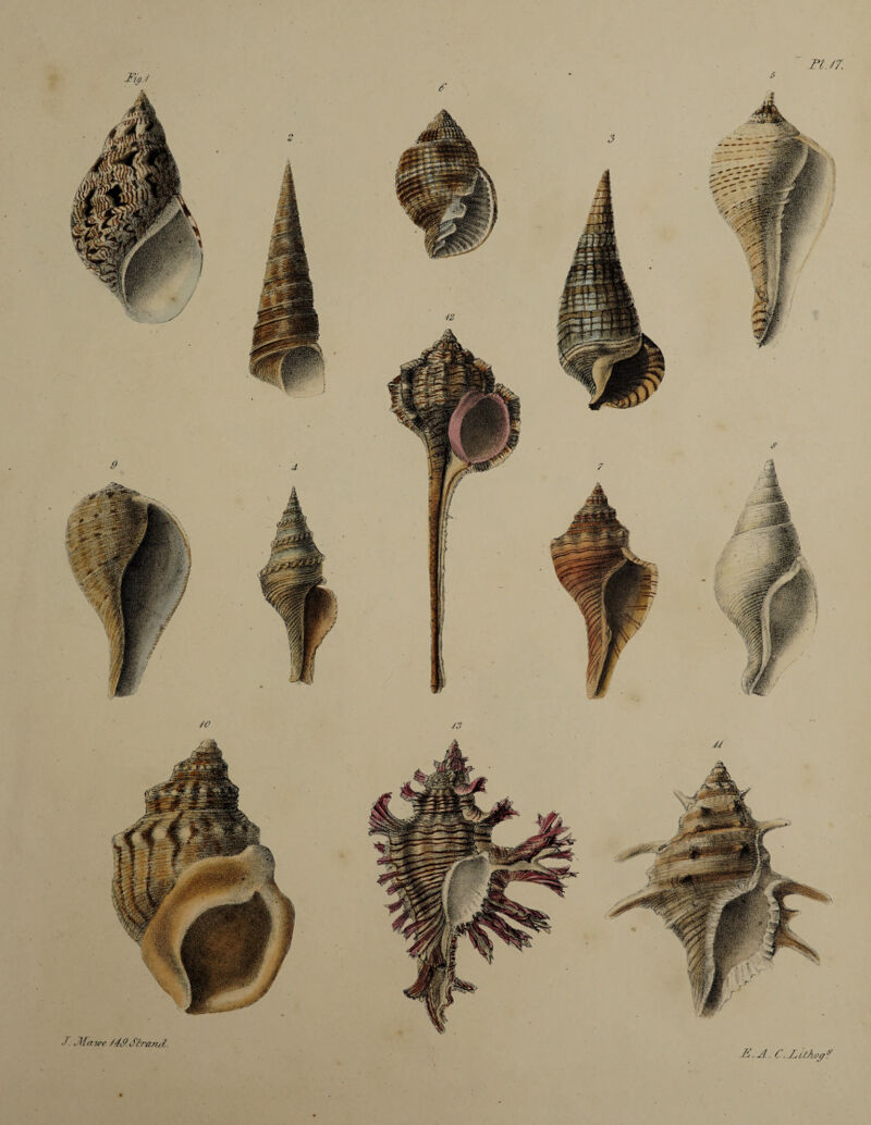 TU7. 7. Ma we /'47* Strand. E.A. C.LilAo^