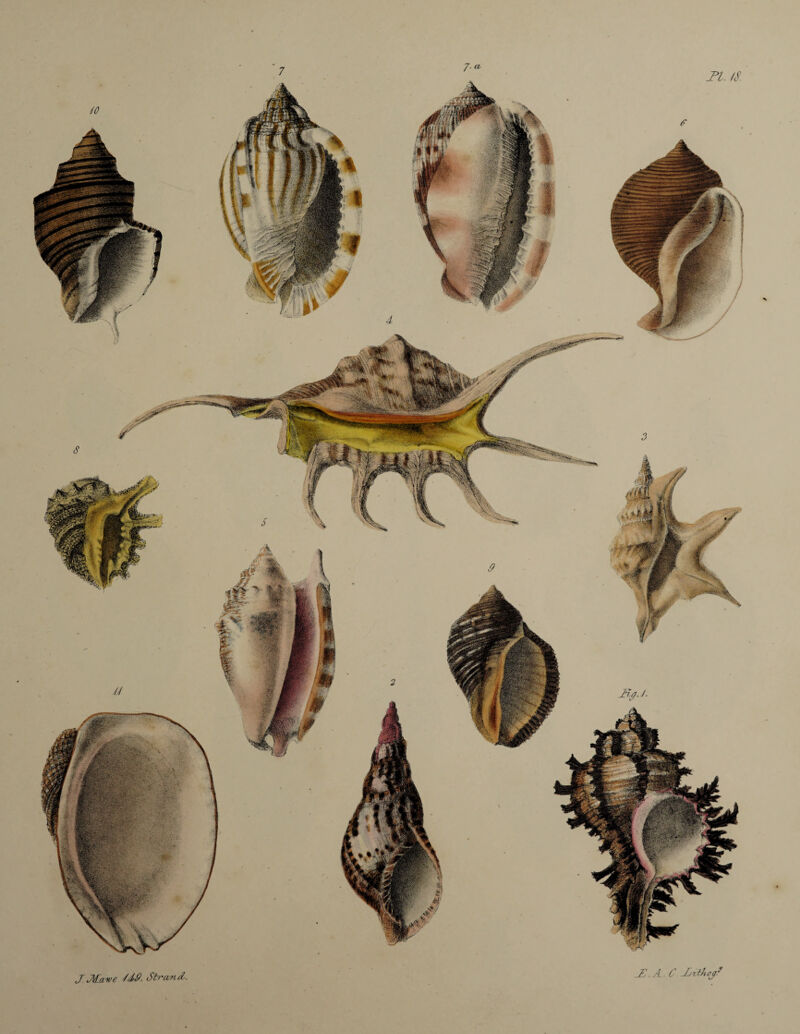 JJgWr: Mm •V rff ww f. .rife- M [ \ * X M JJUawe Strand JE. A C' -E/ztbcjf?