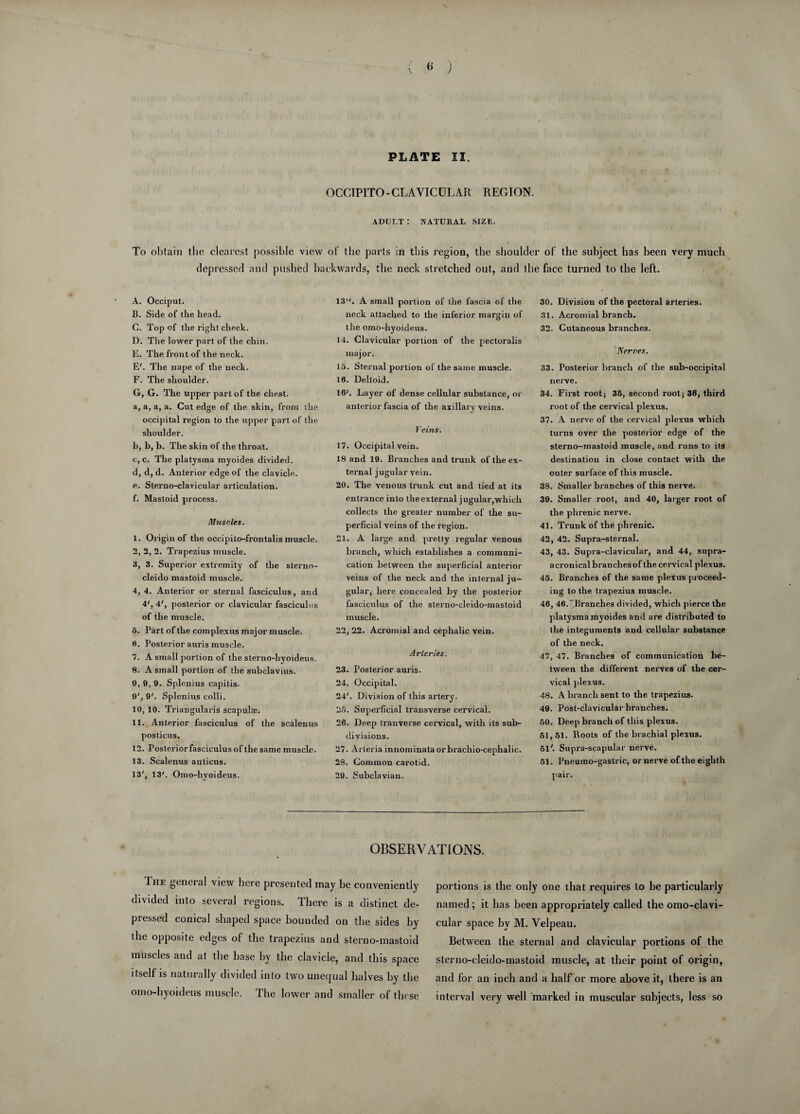 ( « ) PLATE II. OCCTPITO-CLAVICULAR REGION. ADULT : NATURAL SIZE. To obtain the clearest possible view of the parts in this region, the shoulder of the subject has been very much depressed and pushed backwards, the neck stretched out, and the face turned to the left. A. Occiput. B. Side of the head. G. Top of the right cheek. D. The lower part of the chin. E. The front of the neck. Eh The nape of the neck. F. The shoulder. G. G. The upper part of the chest. a, a, a, a. Cut edge of the skin, from the occipital region to the upper part of the shoulder. b, b, b. The skin of the throat. c, c. The platysma myoides divided. d, d, d. Anterior edge of the clavicle. e, Sterno-clavicular articulation. f, Mastoid process. Muscles. 1. Origin of the occipilo-frontalis muscle. 2. 2, 2. Trapezius muscle. 3. 3. Superior extremity of the sterno- cleido mastoid muscle. 4. 4. Anterior or sternal fasciculus, and 4', 4', posterior or clavicular fasciculus of the muscle. 5. Part of the complexus major muscle. 6. Posterior auris muscle. 7. A small portion of the sterno-hyoideus. 8. A small portion of the subclavius. 9. 0, 9. Splenius capitis. 9', 9'. Splenius colli. 10. 10. Triangularis scapulae. 11. Anterior fasciculus of the scalenus posticus. 12. Posterior fasciculus of the same muscle. 13. Scalenus anticus. 13', 13'. Omo-hvoideus. 13. A small portion of the fascia of the neck attached to the inferior margin of the omo-hyoideus. 14. Clavicular portion of the pectoralis major. 15. Sternal portion of the same muscle. 16. Deltoid. 16'. Layer of dense cellular substance, or anterior fascia of the axillary veins. Veins. 17. Occipital vein. 18 and 19. Branches and trunk of the ex¬ ternal jugular vein. 20. The venous trunk cut and tied at its entrance into the external jugular,which collects the greater number of the su¬ perficial veins of the region. 21. A large and pretty regular venous branch, which establishes a communi¬ cation between the superficial anterior veins of the neck and the internal ju¬ gular, here concealed by the posterior fasciculus of the sterno-cleido-mastoid muscle. 22. 22. Acromial and cephalic vein. Arteries. 23. Posterior auris. 24. Occipital. 24'. Division of this artery. 25. Superficial transverse cervical. 26. Deep tranverse cervical, with its sub¬ divisions. 27. Arteriainnominataorbrachio-cephalic. 28. Common carotid. 29. Subclavian. 30. Division of the pectoral arteries. 31. Acromial branch. 32. Cutaneous branches. 'Nerves. 33. Posterior branch of the sub-occipital nerve. 34. First root; 35, second root; 36, third root of the cervical plexus. 37. A nerve of the cervical plexus which turns over the posterior edge of the sterno-mastoid muscle, and runs to its destination in close contact with the outer surface of this muscle. 38. Smaller branches of this nerve. 39. Smaller root, and 40, larger root of the phrenic nerve. 41, Trunk of the phrenic. 42, 42. Supra-sternal. 43, 43. Supra-clavicular, and 44, supra- a cronical branches of the cervical plexus. 45. Branches of the same plexus proceed¬ ing to the trapezius muscle. 46. 46.''Branches divided, which pierce the platysma myoides and are distributed to the integuments and cellular substance of the neck. 47. 47. Branches of communication be¬ tween the different nerves of the cer¬ vical plexus. 48. A branch sent to the trapezius. 49. Post-clavicular branches. 50. Deep branch of this plexus. 51. 51. Roots of the brachial plexus. 61'. Supra-scapular nerve. 51. I’neumo-gaslric, or nerve of the eighth pair. OBSERVATIONS. Ihe general view here presented may be conveniently divided into several regions. There is a distinct de- pi essed conical shaped space hounded on the sides by the opposite edges of the trapezius and sterno-mastoid muscles and at the base by the clavicle, and this space ilself is naturally divided into two unequal halves by the omo-hyoideus muscle. The lower and smaller of these portions is the only one that requires to be particularly named; it has been appropriately called the omo-clavi- cular space by M. Velpeau. Between the sternal and clavicular portions of the sterno-cleido-mastoid muscle, at their point of origin, and for an inch and a half or more above it, there is an interval very well marked in muscular subjects, less so