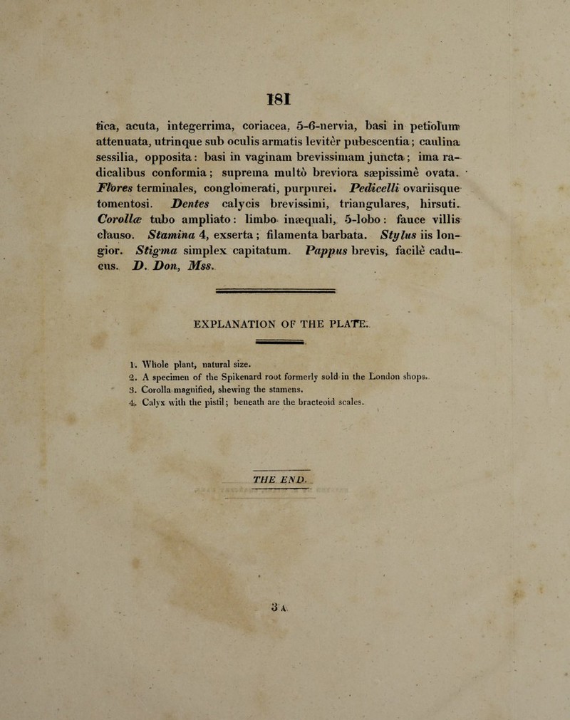 181 tica, acuta, integerrima, coriacea, 5-6-nervia, basi in petiolurrc attenuata, utrinque sub oculis armatis leviter pubescentia; caulina sessilia, opposita : basi in vaginam brevissimam juncta ; ima ra- dicalibus conformia; suprema multo breviora saepissime ovata. * Flores terminates, conglomerate purpurei. Pedicelli ovariisque tomentosi. Dentes calycis brevissimi, triangulares, hirsuti. Corollce tubo ampliato: limbo inaequali, 5-1 obo: fauce villis clauso. Stamina 4, exserta ; filamenta barbata. Stylus iis lon- gior. Stigma simplex capitatum. Pappus brevis* facile cadu- cus. D. Don, Mss. EXPLANATION OF THE PLATE. 1. Whole plant, natural size. 2. A specimen of the Spikenard root formerly sold in the London shops. 3. Corolla magnified, shewing the stamens. 4. Calyx with the pistil; beneath are the bracteoid scales. THE END.