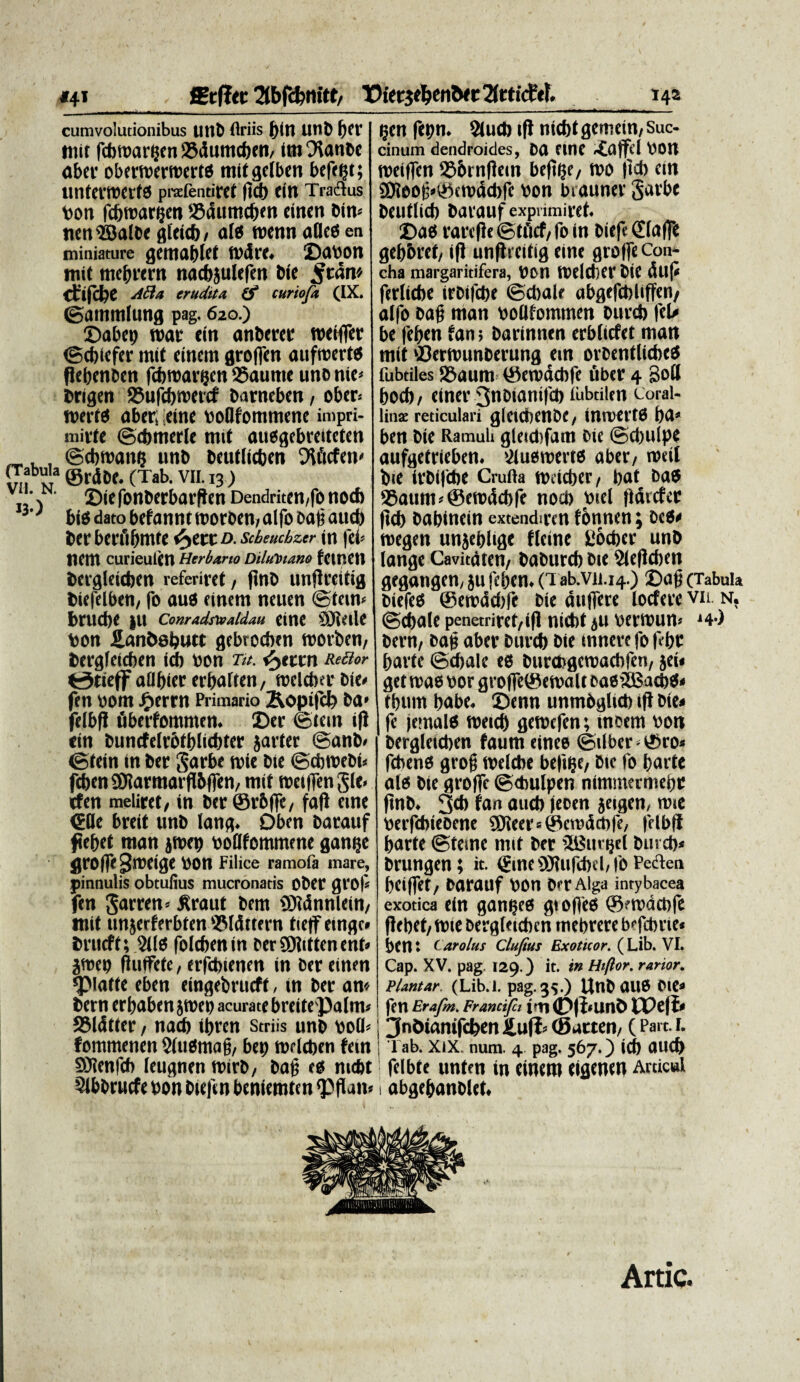 <4* . fEtflec 2tbfd?nitt/ TDier$eIjen?>f t 2frticfrf. 142 cumvolutionibus unb Oriis pin tinD l)fl' «jit fcbibarpen 23duntcfoen, itn 3lanbc aber obertberroertd tiiif gelben befept; lintfrmCltS pralentiret pd) fin Tra&us bon fcbroarijen ©dumcpen «irten bin- nenSBalbe gleieb/ ald roenn aflces ea miniature gemablft fl'dl'C. ©Ubon mit mebrern nacbjulefen bie ctifcbe Atia erudita & curiofa (IX. ©ammlung pag. 620.) ©abep roar titt anberet roeiffer ©cbtefer mit eincm groffcn auftbertd flebenben fcbroarijcn 35aume une nie< bngen ©ufebroercf barneben , ober= wertd aber, tine bollfommcne impri- mivfe ©cbmerle mit audgebreiteten _, , ©dimani? unb beutlicben 9lftcfen' (Tabula (Tab. VII. n ) N- SiefonberbarPenDendritm,fono* 3'J biti dato befannt ttorben,alfo oap aucb ber bertibmte ^tvco. scbeucbzer in fei- «fm curieulcn Herbario Dilulu.ino fctnctl bergleieben referiret / fine unPrcitig Wefelben, fo aud finem neuen ©tein* bnidK }U Conradstoaldau fine \'3itllC bon Hanbabutt gebroeben worben/ bergleicben id) bon ta. e^eten Retior fc3tieff aflb<<* erbalten, roelcber Die» fett bom J£»erm Primario &opifd) ba» felbp fiberfommen. ©er ©icm ifi (in bunrfelrbtblicbter jarter ©anb» ©tein in ber garbe roie bie ©cbtbcbi» feben SWarmarPbffen, mit wetffenSIc. tfen melirct/ in ber ©rbffe/ fap eme <EBe breit unb lang. Dben barauf ftepet man jmep bollfommcne gamje flrofle^meige bOH Filice ramofa mare, pinnulis obtufius mucronatis Obet grof fen garren» Cratit bem iSidnnlein/ mit unjerferbfen 93ldttern tieff cinge» brueft; 2Ud folebenin ber SOlitten ent» jibep Putfete, erfcbienen in ber einen ^Matte eben eingebrucff, in ber an* bem crliaben jmep acurate breitepalm* SMdtter, n ad) tbten Striis unb boli* fommenen $ludmap, bep nxlcbcn fetn SOlenfd) (eugnen tbirb/ bap ed nubt Stbbrucfe bon biefcn bentemten Pflan» ?en fepn. 5lud) iP nicbf gemetn, Suc- cinum dendroides, Da eine -Cdjftl bOtt weiffcn ©brnflein beft^f/ tt>o jtd) em 9J?eop»©ctbdcbfc bon btauner Sarbe beut(id) barauf expvimiret. ©ad rare Pe ©tficf/ fo in btefe dlaffe gebbret, iP unPrcitig eine groffe Con¬ cha margaritifera, bon tbflcbcr DiC dllj» ferliebe irbifebe ©cbalr abgefcbliffen/ alfo bap ntan botlfommen Oiticb feU be fepen fan; barinnen erbliefet matt mit ©crnmnberung em orbentlicbcd fubtiles S5aum ©erodcbfe uber 4 Soft bod), einer 3«Dianifd) iubtilen coral- linat reticulari gleicbenbC/ inroertd ba* ben bie Ramuh gleidifam bie ©cbulpe aufgetrieben. iMudrocrtd aber/ meti bie irbifebe Crufta meicber/ baf bad S5aum-@etbdd)fe nocb btel pdvcfcc peb babinein extendiren fonnen; Dcd» roegen unieblige fletne Socber unb Iunge Cavitdten/ baburcb bie Siepcben gegangen, ju feben. (i ab.vu.14.) ©op (Tabula biefed ©emadjfe bie autTcre loefere vii. n, ©cbale penetriret/ip niebt ju berroum *4> bern/ eap aber burd) bie tnnere fo febe parte ©djale ed burcegetvacbfen, jei» get roae vor groffeSemalt eaeSBacbd» tbuin babe. ©enn unmbglid) iP bie» fe jemald meid) gerocfcn; moem bott bergleicben faum einee ©tlber < ©ro» febend grop welcbe befipc/ Die fo barte atd bte groffe ©cbulpen nimmermebe pnb. 3d> fan aud) ieoen jeigen, rtuc berfebiebene 931eer=©emdct)fe, fcibff barte ©tone mit ber ■iBunjel buvcb* brungen; it. <£ine Sffufebel, fo Pedfen bciffet/ barauf bon ber Alga intybacea exotica ein ganped giofied ©emdcbfe Pe bef/ ttne bergleicben mebrere befcbrte» bem Carolus Clufius Exoticor. (Lib. VI. Cap. XV. pag 129.) it. in Hiflor. rariar. Piantak. (Lib. 1. pag. 35.) Utlb CIU0 011* fen Erafm. Francifci i»n (P|l*LinC) PPcfi# 13ni>ianifcfeen (Battm, (Part l i lab. XiX. num. 4 pag. 567.) ^ fclbfe unlen in cincm ciflmm Anicul 1 abge^anoletd Artic.