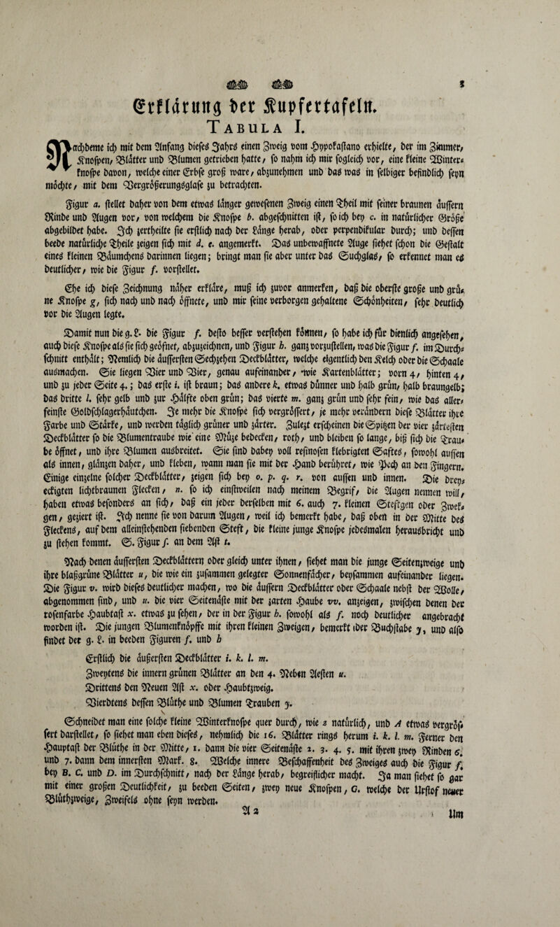 ©rflarung ber fupfertafeltt. Tabula I. CV\acf)&eme ich mit bem ^tnfancj biefc^ 3ahr$ einen Broeig Pom £ppofafiano erhteltt, bei* im Zimmer, L ^nofpen, Q3tatt^r unb Blumen getrieben f>atfe/ fo nahm ich mir fogletch oor, eine fieine hinter* ^ * fnofpe bflpon, melche einer ©rbfe grof rnare, abjunehmen unb ba$ toaö in felbiger befinblich fepn mochte/ mit bem 33ergrofjerung3glafe $u betrachten. $igur a, (teilet bafjer pon bem etmaö langer gemefenen Sroeig einen $hetl mit feiner braunen duffem SXtnbe unb Slugen Por, pon welchem bie fnofpe b. abgefchnitten ijt, fo ich bep c. in natürlicher ©rofe abgebilbet habe. 3$ lertheilte fte erfilichnach ber Sange herab, ober perpenbifular Durch; unb beffen beebe natürliche $l;eile jeigen ftch mit d. c. angemerft. Saä unbemaffnete Sluge liehet fchon bie ©eftalt eineä kleinen «Bdumcheno barinnen liegen; bringt man fte aber unter baö ©uchglatf, fo ernennet man etf Deutlicher / toiebie gigur /. porfiellet. ©he ich biefe Zeichnung naher erfldre, mufj ich jupor anmerfen, bap bie oberfte grofje unb gtü* ne fnofpe g, ftch nach unb nach öffnete, unb mir feine perborgen gehaltene ©chonheiten, f^r Deutlich por bie klugen legte. £amit nun bieg.S* bie gigur /. Defto beffer perftehen tonnen/ fo habe ich für bt'enltch angefehen, auch biefe fnofpe alä fte (ich geofnef, abjujetchnen, unb ^igur h, gan$por$ufiellen,toaöbie$igur/. imS)urch« fchnitt enthalt; betulich bie dufferften©echjehen ^Deckblätter, welche eigentlich ben $elch ober bie ©chaale ausmachen. ©te liegen 93ier unb QSier, genau aufeinanber/ -wie ^artenbldtter; Porn4/ hinten 4/ unb ju jeber ©eite4.; baS erfte u ift braun; bas anbere*. etmaö bünner unb halb grün/ halb braungelb; &a$ britte /. fehr gelb unb jur ^dlfte oben grün; ba$ Pierfe m. ganj grün unb fehr fein/ rnie bas aller# feinfie ©olbfchlagerhautchen. 3e mehr bie fnofpe ftch pergrdfTert, je mehr perdnbern biefe glatter ihre garbe unb ©tdrfe, unb tpccben täglich grüner unb järter. 3ule;t erfcheinen Die ©pi^en ber Pier jdrteficn SDeckbldtter fo bie «Blumentraube wie'eine «Üiüje bebecken/ roth/ unb bleiben fo lange, bij? ftch bie $rau# be üffnet, unb ihre Blumen auöbreitef. ©ie ftnb babep Poll reftnofen flebrigfert ©aftes, foroohl auffett als innen/ gtdnjen baher, unb f leben, mann man fte mit ber £anb berühret/ tote Q3cch an ben Ringern, ©inige einzelne folcher Deckblätter/ jeigen ftch bep 0. p. q, r. pon auffen unb innen. 2)ie brep* eefigten lichtbraunen flecken / n. fo ich einfitpeilen nach meinem «Begrif, bie klugen nennen toill/ haben etroaS befonbers an ftch/ bafj ein jeber berfelben mit 6. auch 7. fleinen ©teftgen ober gen/ gegiert ifi. 3$ nenne fte oon barum 2lugen, weil ich bemerft habe, bafj oben in ber glitte bes glecfens, auf bem alletnfiehenben ftebcnDen ©teft, bie kleine junge fnofpe jebeSmalen h^auebric^t unb ju fiehen fommt. ©. §igur /. an bem 5l|i t. «ftach benen dufTerften Deckblättern ober gleich unter ihnen/ ftehet man bie junge ©eitenjweige unb ihre blafgrüne glatter «, bieroieetn jufammen gelegter ©onnenfdeher, bepfammen aufeinanber liegen. Die $igur v. roirb biefes beutlid;er machen, too bie duffern Deckblätter ober ©chaale nebfi ber SSßolle, abgenommen ftnb, unb «. bie Pier ©eitendfie mit ber jarten £aube w. anjeigen, jroifchen benen ber rofenfarbe Spaubtafi *. etwaö gu fehen / ber in ber gigur k. foroohl als /. noch beutlicher angebracht morben ifi. Die jungen Q3lumenfnäpffe mit ihren fleinen Bmeigen/ bemerft iber ^3uch|iabe unb alfo ftnbet bet g. & in beeben Figuren /. unb b ©rjilich bie duferfien Deckblätter u k> l. m. 3wepfenö bie innern grünen glatter an ben 4* ^eben $lefien u. Dritten^ ben ^euen 5lfi a:. ober J^aubfitpeig. QSierbtenö beffen Q$lüthe unb Blumen ^rauben \ ©chnetbet man eine folcfje fieine Sßinterfnofpe quer burch, mie 2 natürlich, unb A etrnaä pergrof# fertbarfiellet/ fo ftehet man eben btefed, nehralich bie 16. «Blätter ringö herum i. k. l. m, ferner ben •Emuptaji ber «Blüthe in ber «Stifte, 1. bann bie Pier ©eitendfie i. 3. 4. 5. mit ihren jtoep otinDen 5. unb 7. bann bem innerfien «Starf. 8. Welche innere «Befchaffenheit beö ^tpeigetl auch bie $t'gur /* bep b. c. unb D. im Durchfchnitt, nach ber Sange herab, begreiflicher macht. 3a man ftehet fo gar mit^ einer großen Deutlichkeit, ju beeben ©eiten, jtoep neue «Sfnofpen/G. welche ber lirfiof newr SBlüthjmeige, Bmeifelö ohne fepn merben. » lim