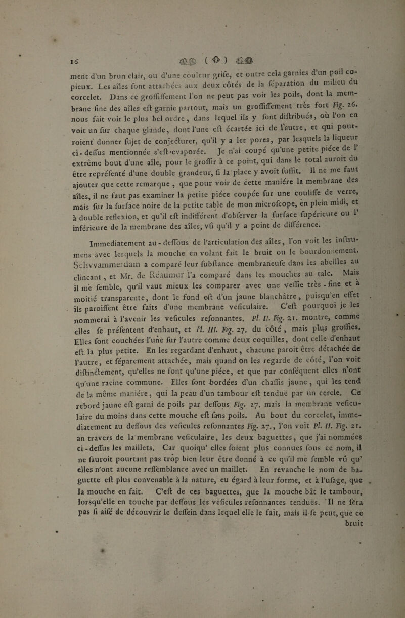 ment d’un brun clair, ou d’une couleur grife, et outre cela garnies d un poil co¬ pieux. Les aîles font attachées aux deux côtés de la réparation du milieu du corcelet. Dans ce grofliffemcnt l’on ne peut pas voir les poils, dont 1a mem¬ brane fine des aîles efl garnie partout, mais un groflifiement très foit Fig. 26. nous fait voir le plus bel ordre, dans lequel ils y font diflribues, ou Ion en voit un fur chaque glande, dont l'une efl écartée ici de 1 autre, et qui pour- roient donner fujet de conjecturer, qu’il y a les pores, par lesquels la liqueur ci-deffus mentionnée s’efl-évaporée. Je n’ai coupe qu une petite pièce de extrême bout d’une aîle, pour le grofiir à ce point, qui dans le total auroit du être repréfenté d’une double grandeur, fi la place y avoit fuffit, H ne me faut ajouter que cette remarque , que pour voir de cette maniéré la membiane des aîles, il ne faut pas examiner la petite pièce coupée fur une couhife de verre, mais fur la furface noire de la petite table de mon microfcope, en plein midi, et à double reflexion, et qu’il efl indifférent d’obferver la furface fuperieure ou 1 inférieure de la membrane des aîles, vû qu’il y a point de différence. Immédiatement au-deffous de l’articulation des aîles, l’on voit les inftru- mens avec lesquels la mouche en volant fait le bruit ou le bourdonnement. Schvvamnierdain a comparé leur fubftance membraneufe dans les abeilles au clincant, et Mr. de Réaumur l’a comparé dans les mouches au talc. Mais il me femble, qu’il vaut mieux les comparer avec une vefîie très-fine et a moitié transparente, dont le fond efl d’un jaune blanchâtre, puisqu’en effet ils paroilfent être faits d’une membrane veficulaire. C’efl pourquoi je les nommerai à l’avenir les veficules re/onnantes, Pi. II. Fig. ai. montre, comme elles fe préfentent d’enhaut, et Pl. III. Fig. 27, du côté , mais plus groffies. Elles font couchées l'une fur l’autre comme deux coquilles, dont celle denhaut efl la plus petite. En les regardant d’enhaut, chacune paroit être détachée de l’autre, et féparement attachée, mais quand on les regarde de côté, Ton voit diflinélement, qu’elles ne font qu’une pièce, et que par conféquent elles n ont qu'une racine commune. Elles font .bordées d’un chafîls jaune , qui les tend de la même manière, qui la peau d’un tambour efl tendue par lin cercle. Ce rebord jaune efl garni de poils par deffous Fig, 27. mais la membrane veficu- laire du moins dans cette mouche efl fans poils. Au bout du corcelet, immé¬ diatement au delfous des veficules refonnantes Fig. 27., l’on voit Pl. II. Fig. 2r. an travers de la membrane veficulaire, les deux baguettes, que j’ai nommées ci-dcffus les maillets. Car quoiqu’ elles foient plus connues fous ce nom, il ne fauroit pourtant pas trop bien leur être donné à ce qu’il me femble vû qu’ elles n’ont aucune relfemblance avec un maillet. En revanche le nom de ba¬ guette efl plus convenable à la nature, eu égard à leur forme, et à l’ufage, que la mouche en fait. C’efl de ces baguettes, que la mouche bât le tambour, lorsqu’elle en touche par deffous les veficules refonnantes tendues. Il ne fera pas fi aifé de découvrir le deiîein dans lequel elle le fait, mais il fe peut, que ce bruit