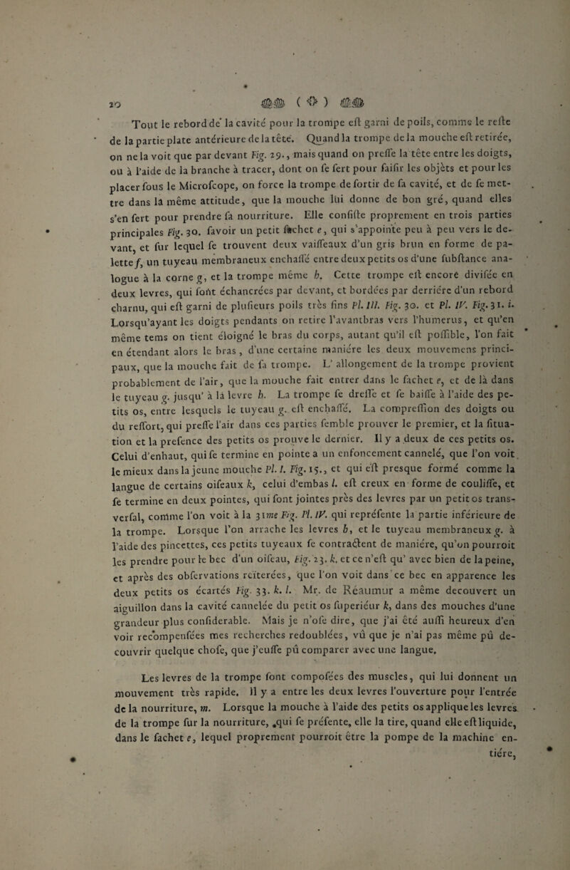 Tout le rebord de la cavité' pour la trompe eft garni de poils, comme le relie de la partie plate antérieure de la tête. Quand la trompe delà mouche eft retirée, on ne la voit que par devant Fig. 19-, mais quand on prefle la tête entre les doigts, ou à l’aide de la branche à tracer, dont on fe fert pour faifir les objèts et pour les placer fous le Microfcope, on force la trompe defortir de fa cavité, et de fc met¬ tre dans la même attitude, que la mouche lui donne de bon gré, quand elles s’en fert pour prendre fa nourriture. Elle confifte proprement en trois parties principales Fig. 30. favoir un petit ftchet e, qui s'appointe peu à peu vers le de- vant et fur lequel fe trouvent deux vaiffeaux d’un gris brun en forme de pa¬ lette/, un tuyeau membraneux enchalfé entre deuxpetits os d’une fubftance ana¬ logue à la corne g, et la trompe même b. Cette trompe eft encore divifée en deux levres, qui font échancrées par devant, et bordées par derrière d’un rebord charnu, qui eft garni de plufieurs poils très fins Pl.lll. Fig. 30. et Pl. IV. Fig. 31. i. Lorsqu’ayant les doigts pendants on retire l’avantbras vers l’humérus, et qu’en même tems on tient éloigné le bras du corps, autant qu’il eft poftible, l’on fait en étendant alors le bras, d’une certaine manière les deux mouvemens princi¬ paux, que la mouche fait de fa trompe. L’ allongement de la trompe provient probablement de l’air, que la mouche fait entrer dans le facnet r, et de là dans le tuyeau g. jusqu’ à là levre b. La trompe fe drelîe et fe baiffe à l’aide des pe¬ tits os, entre lesquels le tuyeau g. eft enchalfé. La compreflion des doigts ou du reffort, qui prelfe l’air dans ces parties femble prouver le premier, et la fitua- tion et la prefence des petits os prouve le dernier. Il y a deux de ces petits os. Celui d’enhaut, quife termine en pointe a un enfoncement cannelé, que l’on voit le mieux dans la jeune mouche Pl. !. Fig. 15., et qui eft presque formé comme la langue de certains oifeaux celui d’embas l. eft creux en forme de couliffe, et fe termine en deux pointes, qui font jointes près des levres par un petites trans- verfal, comme l’on voit à la 31 me Fig. Pl. IV. qui repréfente la partie inférieure de la trompe. Lorsque l’on arrache les levres b, et le tuyeau membraneux g. à l’aide des pincettes, ces petits tuyeaux fe contraéfent de manière, qu’on pourroit les prendre pour le bec d’un oifeau, Fig. i3. k, et ce n’eft qu’ avec bien de la peine, et après des obfervations rciterées, que l’on voit dans ce bec en apparence les deux petits os écartés Fig. 33. k. I. Mr. de Réaumiir a même découvert un aiguillon dans la cavité cannelée du petit os fuperiéur k, dans des mouches d’une grandeur plus confiderable. Mais je n’ofe dire, que j’ai été aufti heureux d’en voir recompenfées mes recherches redoublées, vu que je n’ai pas même pû dé¬ couvrir quelque chofe, que j’euffe pû comparer avec une langue. Les levres de la trompe font compofees des muscles, qui lui donnent un mouvement très rapide. 11 y a entre les deux levres l’ouverture pour l’entrée de la nourriture, m. Lorsque la mouche à l’aide des petits os applique les levres de la trompe fur la nourriture, .qui fe préfente, elle la tire, quand elle eftliquide, dans le fachet e, lequel proprement pourroit être la pompe de la machine en¬ tière,