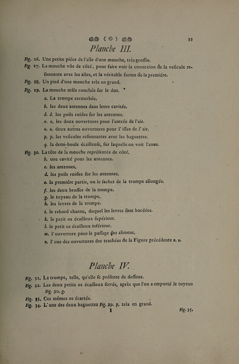 Planche III\ Fig. 16. Une petite pièce de l’aîle d’une mouche, très groflie. Fig. 27. La mouche vue de côté, pour faire voir Ja connexion de la veiicule re- fonnante avec les aîles, et la véritable forme de la première, Fig. 28. Un pied d’une mouche très en grand. Fig. 25. La mouche mâle couchée fur le dos. a. La trompe recourbée. b. les deux antennes dans leurs cavités. d. d. les poils roides fur les antennes. ,n. n. les deux ouvertures pour l’entrée de l’air. • * 0. 0, deux autres ouvertures pour l’ilfue de l’air. p, p. les veficules refonnantes avec les baguettes. q. la demi-boule écailleufe, fur laquelle on voit l’anus. Fig. 30. La tête de la mouche repréfentée de côté. b. une cavité pour les antennes. c. les antennes. d. les poils roides fur les antennes. e. la première partie, ou le fachet de la trompe allongée. /. les deux brofles de la trompe, g. le tuyeau de la trompe. b. les levres de la trompe. i. le rebord charnu, duquel les levres font bordées. • k. le petit os écailleux fupérieur. /. le petit os écailleux inférieur. m. l’ouverture pour le paifage çfes alimens. n. 1’ une des ouvertures des trachées de la Figure précédente n. n. Planche IV. Fi%. 31« La trompe, telle, qu’elle fe préfente de deifous. Fig. 32, Les deux petits os écailleux ferrés, après que l’on a emporté le tuyeau Fig. 30. g. Fig. 33. Ces mêmes os écartés, Fig. 34, L’une des deux baguettes Fig, 29* p. très en grand, I Fig. 3^