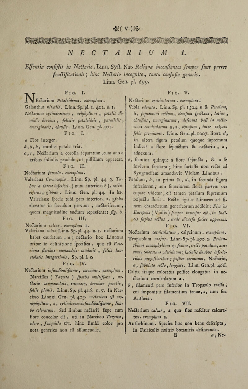 E flenti a confijiie in N efl arto. Linn. Syft. Nat. Reliqua incon/iantcs femper funt partes fructificationis \ hinc Neflario incognito, tanta confufio generis % Linn. Gen. pl. Fi c. I. E£tarium Pctaloideum. exemplum. Galanthus nivalis. Linn. Sp. pl. I. 412. n. I. Neflarium cylindraceum , triphyllum , petalis di¬ midio brevius , foliolis petaloideis , parallelis, emarginatis, obtufts. Linn. Gen. pl. 401. F 1 g. I. a Flos integer. corollae petala tria. c , e , Ne£tarium a corolla fcparatum ,cum uno e tribus foliolis pendulo, ut piflillum appareat. Fic. II. Neflarium foveola, exemplum. Valeriana Cornucopia . Linn. Sp. pl. 44. 3. Tu bus a latere inferiori, ( nurri interiori ? ) , ne fla- riferus, gibbus . Linn. Gen. pl. 44. In hac Valeriana fpecie tubi pars interior, tf, gibba elevatur in facculum parvum , neftariferum , quem magnitudine auctum repraefentat fig. b. Fig. III. Neflarium calcar, exemplum 1. Valeriana rubra Linn. Sp.pl. 44. n. r. neflarium habet caudatum , a j neflario hoc Linnaeus utitur in definitione fpecinca , quae eft Vale¬ riana floribus monandris caudatis , foliis lan- ceolatis integerrimis. Sp. pl. 1. c» Fig. IV. Neflarium infundibuliforme, coronans, exemplum. Na rei (Tus ( Ta^etta ) fpatba multiflora , ns- 61 ari0 camapanulato, truncato, breviore petalis , foliis planis. Linn. Sp. pl.416. n. 7. In Nar¬ cisso Linnsei Gen. pl. 403. neflarium efl mo- nopbyllum , a, cylindraceo-infundibuliforme, lim¬ bo coloratum. Sed limbus nefiam fsepe cum flore concolor eft , uti in Narcisso Ta^etta, odoro , Jonquilla &c. hinc limbi color pro nota generica non eft aflumendus. Fic. V. Neflarium corniculatum . exemplum . Viola odorata. Linn. Sp. pl. 1314- n. 8. Petalum, b , fupremum reflum , deorfum fpeftans , latius , obtuflus, emarginatur» , defluens bafi in nefla- rium corniculatum a, a, obtufum , inter calycis folia prominens. Linn. Gen. pl. 1007. litera dt in altera figura petalum quoque fupremum indicat a flore fejunflum 8c neflario , a, adnexum. e, flamina quinque a flore fejunfla , & a fe invicem feparata ; hinc fortafTe non refte ad Syngenefiam amandavit Violam Linnaeus . Petalum, b, in prima Se, d, in fecunda figura inferiorem, non fuperiorem floris partem oc¬ cupare videtur, eft tamen petalum fupremum refpe£lu floris . Recte igitur Linnaeus ad fi¬ nem charnflerum genericorum addidit: Flos in Europais ( Violis ) femper inverfus efl , in Indi¬ cis frepius vellus , unde diverfa facies apparens, f 1 c. vr. Neflarium corniculatum , calycinum . exemplum, Tropaiolum majus. Linn. Sp. pl. 470.2. Periart- thium monopbyllum 5 - fidum, er e flo patulum, acu¬ tum , coloratum , deciduum * laciniis duabus inferio¬ ribus angu.flioribus ; poflice cornutum, Neflario, n, fubulato reflo , longiore. Linn. Gen.pl. ^66. Calyx itaque coloratus poflice elongatur in ne- flari um corniculatum a. b , filamenti pars inferior in Tropaeolo crafla , cui imponitur filamentum tenue,c, cum fua Anthera. Fig. VII. Neflarium calcar, a quo flos nafeitur calcara- tus. exemplum 2. Antirrhinum. Species haec non bene deferipta, in Fafciculis noflris botanicis delineanda. B », Nc*