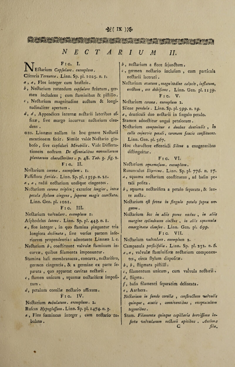 N E C T ARIUM II. F I G. I. EHarium Capfulare. exemplum . Clitoria Ternatea. Linn. Sp. pl. 1025. n. n Flos integer cum braHeis. by Nefarium rotundum capfulare flriatum , ger¬ men includens * cum flaminibus & piftillo. c , NeHarium magnitudine auftum & longi- tudinalitcr apertum . d, dy Appendices interna neflatii lateribus af¬ fixae , five margo incurvus neHarium clau¬ dens . gbs. Linnaus nullam in hoc genere Ne&arii mentionem fecit. Simile valdeNeHario gio- bofo , five capfulari Mirabilis. Vide Differta- tionem noflram De effentialibus nonnullarum plantarum cbarafleribus . p. 48. Tab. 3. fig- %• F 1 g. II. Nefarium corona . exemplum ■, r. Pafliflora foetida. Linn. Sp. pl. 1355?» n* 2,1* (t y a , radii neHarium undique cingentes. Nedlarium corona triplex • exterior longior, intra petala flylum cingens , fuperne magis coarflata. Linn. Gen. pl. 1021. f 1 g. iiL Neftarium valvulare, exemplum n Afphodelus luteus . Linn. Sp. pl. 443. n. i. a y flos integer , in quo flamina pinguntur tria longiora declinata, five verfus partem infe¬ riorem propendentia: adnotante Linnaeo 1. c. Nefarium by conftituunt valvula; flaminum in¬ curvae, quibus filamenta imponuntur. Stamina bafi membranacea , concava, ne&arifera, germen cingentia, Sc a germine ex parte fe- parata , quo appareat cavitas neftarii . c , flamen unicum , squamae ne&ariferas impoli¬ tum » d, petalum corollae neHario affixum* Fig. IV. Neflarium tubulatum, exemplum. 2. Rufcus Hypogloffum . Linn. Sp. pl. 1474* n. 3. a , Flos fcemineus integer , cum nefario tu¬ bulato . b y ne£larium a flore fejunflum. c y germen ne&ario inclufum , cum particula nedlarii lacerati. Ne6larium ovatum , magn’tttdine calycis , infiatuMy ereSktm , ore dehifcens . Linn. Gen. pl. 1139. Fig. V. Neflarium corona, exemplum 2. Silene pendula. Linn. Sp. pl. 599. n. ip. ay denticuli duo ne&arii in fingulo petalo. Stamen adne&itur ungui petalorum . Ne&arium componitur e duobus denticulis , tft collo cufusvis petali y coronam faucis conjlituens. Linn. Gen. pl. $67. Hoc charaftere effentiali Silene a congeneribus diftinguirur. Fig. Vt. NeHarium squamofum . exemplum „ Ranunculus Illyricus. Ltnn. Sp, pl. 776. n. 17. a y squama neHarium conflituens , ad bafln pe¬ tali pofita . b y squama ne£larifera a petalo feparata, & len¬ te au£Ia. Neftarium efl fovea in fingulo petalo fupra un> guem. NeHarium hoc in aliis porus nudus , in aliis margine cylindraceo cinftus , in aliis squamula emarginata claufus. Linn. Gen. pl; 69$. Fig. VII. Ne&arium Valvulare. exemplum 2. Campanula perficlfoHa. Linn. Sp. pl. 132. n. 6. a,ay valvulae ftaminiferae neHarium componen¬ tes, circa flylum dispofitaz* by by ftigmata piflilli; c, filamentum unicum, cum valvula ne&arii» dy ftigma. f y bafis filamenti feparatim delineata. e y Anthera. JNeftarium in fundo corolla , conflruBum valvulis quinque , acutis , conniventibus , receptaculum tegentibus. Stam. Filamenta quinque capillaria brevifftma in- ferta valvularum nettarii apicibus . odnther.$ C fila. *