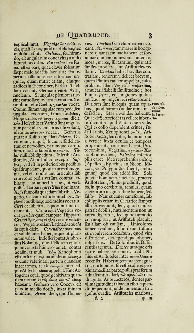 explicabimus. langulae oVa*» Grae¬ cis, quafi «7Tquod nec bifidae,nec multifidae fint. Chelidon, feu hirun¬ do, eft ungularum concavitas a nido hirundinis dida. Batrachos five Ra¬ na, eft ea pars, quae clavis folearum faepemale adadis laeditur,* feu te¬ neritas oflium referens formam un¬ gulae, quam nutrit etiam, eiusque radices in fe continet, Barbari Tuel- lum vocant. Germani eirten 5verrt f nucleum. Si ungulae pleniores fue¬ rint carnofaeque citra cavitatem,Xe¬ nophon tefte Caelio, vocat. Commifluram ungulae cum pede,feu ungulae exortum, Graeci Hippocrates rS ovv%os a^xovletv dicit. xiWHefychio et Varino funt ungula¬ rum pars; alii vicinam iis effe volunt, ideoque xvvo7rXov vocari. Gefnerus putat a Ruftio appellari Falcem. Di¬ cit enim, inquit, locum elfe delica¬ tum et nervofiim, parumque caino- jlum, quod forfan erit /xta-oxvviov. Ta¬ los nulli folidipedum effefcribitAri- ftoteles, Afino Indico excepto. Suf¬ frago, id eft Inpofterioribus pedibus quadrupedum, quod in prioribus ge¬ nu, vel eft nodus aut articulus fiib crure, quo pedis verfiira conftat, ti¬ biaeque ita anneditur pes, ut verti poflit. Barbari garreftum nominant. .Bafisftmt offaquaedam fubtibiisVe- getio, Calcaneos forte intelligit. u«- fovtj eft os tibiae,quod radius vocatur. Cirri et fubcirri, equorum funt or¬ namenta. Crura equi Vegetius vo¬ cat gambas quafi campas; Hippiatri Graeci (Z^axiovag et%eA>j vocare viden¬ tur. Vegetius etiam Latine brachiola in equis dixit. Coxendices maximas et validilfimas habet, lisque ut pluri¬ mum valet. Inde fieri putat Ambro- iius Nolanus, quod fefforem ephip- piumveiuxta humeros amet, contra acafini et muli. vefya Xenophonti eft dorfi ea pars,qua infidetur.KcWyci vocant veterinarii partem quandam inter armos, leuei> <ruvu(xi* interfcal- pio: Abfyrtus xoxxov appellat.HincAe- togenes equi, quod genitivam quan¬ dam notam 'ev toig u/xot( xau tu kokxu habeant. Gefnero vero Coccyx eft pars in medio dorfo, iuxta fpinam eminens. Armus idem, quod hume¬ rus. Dorfum Garrefum barbari vo¬ cant. Mammas, tam mares in hoc ge¬ nere, quam faeminaehabent; et foe- minae quidem omnes binas inter fe¬ mora, mares, illi tantum, qui matri fimiies prodiere, ut Ariftoteles te- ftatur. Caudam habet bovillae con¬ trariam, tenorem videlicet brevem, quem Plinius caulem appellat, pilos prolixos. Illam Vegetius mufcerium% amufearii flabelli fimilitudine ; hos Plinius fetas, et longiones quibus mufeas abigunt, Graeci a-oGae vocant. Duriores funt in equis, quam equa- Piufareh. bus, quod harum Caudae urina ma- animal** defadae; fetas invalidas habeant. |n sCrt»- Quae deSertorio fetas vellere iuben- rio. te dicuntur apud Plutarchum vide. Qui ex collo dependent crines, Iu- ba Latinis, Xenophonti Ari- ftoteli a ocp/a, feu crifta, dicuntur: qui a vertice iuxta oculos et tempora propendent, capronas Latini, Pro- tocomium, Vegetius, ^oxo/xm Xe- nophontes dixit. Palpebra inferior pilis caret: ideo reprehenflis pidor, (Apelles isEphefius an Nicon, Mi¬ con, vel Polygnoftus fuerit, ambi¬ guum) quod eos addidiffet Soli praeter hominem canefcere, praeter Ariftotelem, Plinius prodidit, quod os, in quo cerebrum, tenuius, quam caetera pro magnitudine habeat, fed falfo- Nam et canes canefcunt, fub ephippiis etiam in Cicatrice femper albi proveniunt, feu, quod cum ea pars fit debilis, nutrimentum non ut antea digeritur, fed quodammodo corrumpitur, ut Ariftoteli placuit; feu aliam ob caufam. Unicolores tamen evadunt, fi hordeum toftura et m pul verem redadum, quod vim difeutiendi, detergendique obtinet, infperferis. De Coloribus in Diffe¬ rentiis agemus. Dentes utraque oris parte habere continuos, tradit Pli¬ nius et Ariftoteles inter dnnd.WcLXTCA recenfet. Habet autem praeter agna¬ tos, qui lupini et filveftres aliis et pro¬ xima maxillae parte,pullis praefertim adnafeuntur, txrcs tuv qua¬ draginta. Antecaeteros, dentes par¬ vi,magnitudine fabae,in cibo capien¬ do impediunt, unde iumentum ftri* gofius evadit. Ariftoteles maribus, A 2 quam