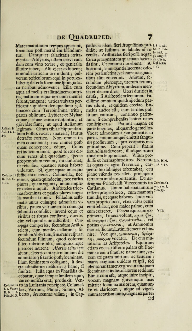 Mares matutinum tempus appetunt, foeminae poft meridiem blandiun¬ tur. Dantur et falacitatis irrita¬ menta. Abfyrtus, uftam cervi cau¬ dam cum vino terere , et genitalia illinire iubet. Alii cicer exhibent* nonnulli urticam ori indunt; pul¬ verem tefticulorum equi in potu ex¬ hibent; deterfa foeminae fpongia lo¬ ca naribus admovent: fcilla cum aqua ad mellis craflitudinem contri¬ ta, naturam equarum cum menfes ferunt, tangunt; urtica vulvam per¬ fricant ; quidam denique fimo gal¬ linaceo cum Terebinthina trito , partes oblinunt. Lybicae et Myfiae equae, tibiae cantu excitantur, et gravidae fiunt, ut apud Aelianum Aeiian. h. legimus. Genus tibiae Hippophor- ti!*12,0* bum Pollux vocat: materia, laurus detra&o cortice. Non omnes ta¬ men concipiunt; nec omnes poft- quam concepere , edunt. Cuius rei indicium aiunt, quod foetus cir¬ cum renes alia quaedam , fpecie propemodum renum, ita continet, utrefciffus, quatuor renes habere videatur. Si, quot equae uni equo columella fufficiantquaeras , Columella, nec r.r.1. 6. minus, quam quindecim, nec rurfus c*2 7* plures, quam viginti, unum imple¬ re debere inquit. Ariftoteles trice¬ nas foeminas et paulo plures lingu¬ lis maribus tribuit. Palladius aelti- matis unius cuiusque admilfarii vi¬ ribus, pauca velnumerofa coniugia fubmitti confulit: iuvetti equo et viribus et forma conflanti, duode¬ cim vel quindecim adfcribit, Con- cepijfe comperies, fecundum Arifto- tclem, cum menfes ceffarunt; fe¬ cundum Abfyrtum,fi marem refpuat; fecundum Plinium, quod colorem illico rubriore pilo, aut quocunque pleniore mutent. Alarem edituram aiunt, fi tertio ante plenilunium die admittatur; fi tertio poft, foeminam. Illum feminatum colligunt, fi dex¬ tra admiffarius defiluent; hanc, fi finiftra. Iufta equa in Pharfalia di¬ cebatur, quae femperfimilemequo, cui coniun&a erat, produxit. Ven- Coiumeiia to in Lufitaniaconcipere,Columel- ^•va-he, Varroni, Plinio, Solino, Al- piWh.n! berto, Avicennae vifum ,• in Cap¬ padocia idem fieri Auguftinus pro-i.g c.4i. didit; at Iuftinus in fabulis id re-S°lin-Pf>- cenfet, Ariftoteles fieripoffe negat. J6 Circa praegnantem quaenam facien- de Civit.* dafint, Oeconomi docebunt. A-Deii*»1'* bortiunt, fi fumigantis lucernae odo-c’s* rem perfenferint, vel cum praegnan¬ tibus afini coiverint. Annum, fe- eundum plerosque, uterum ferunt, fecundum Abfyrtum,undecim men¬ fes et decem dies. Uteri durities in caufa, fi Ariftotelem fequimur. Fa¬ cillime omnium quadrupedum par¬ tus edunt, et quidem ere&ae. Eu- melus auftor eft , cum tardius pul- litium enititur , continuo paritu¬ ram, fi comprehenfas leniter nares conltrinxeris. Pariunt magna ex parte fingulos, aliquando gemellos. Vacat admodum a purgamentis in partu, minimumque emittit fangui- nis profluvium , pro corporis ma¬ gnitudine. Cum peperit 3 ftatim lecundinas devorat, llludque fronti annatum hippomanes. Vifum pro- diiffe et hermaphroditos. Nero ta- pnn. h.n. les equas ex agro Treverico , car-Uu.c.47. pento fuo fubiuges oftentabat, ceu plane vifenda res eflet, principem terrarum infidere portentis. De an¬ drogyno Princivalli Vicecomitis itaCardan.d* Cardanus. Unum habebat tantum v*u teftem proprio loco, cum mammis7’ tumidis, ut equae habent* Inde vul¬ vam proprio loco, et ex vulva penis emittebatur, non maior palmo, cum eum exereret. Vocem equi cum ex- Vox, primere, Graeci volunt, et tTnxpipit Tttytv, cp^fiUTTeerS-ai , vel potius (ppvuTTicr&eu , ut Ammonius monet,dicunt;Latini fremere et hin¬ nire. Vox ipfa, fyctxtfr A05, /Aipuypos vocatur. De eius mu¬ tatione ita Ariftoteles. Equorum etiam voces, differre palam eft. Foe¬ minae enim limulae natae funt,vo¬ cem exiguam mittunt ac tenuem : mares exiguam quidem et ipfi, fed pleniorem tamen et graviorem,quam foeminae et indies maiorem reddunt. Bimus cum eft, atque inire incipit, vocem magnam gravemque mas mittit: foemina maiorem, quam an¬ te et clariorem , ufque ad vigefi- mum aetatis annum,magna exparte .*