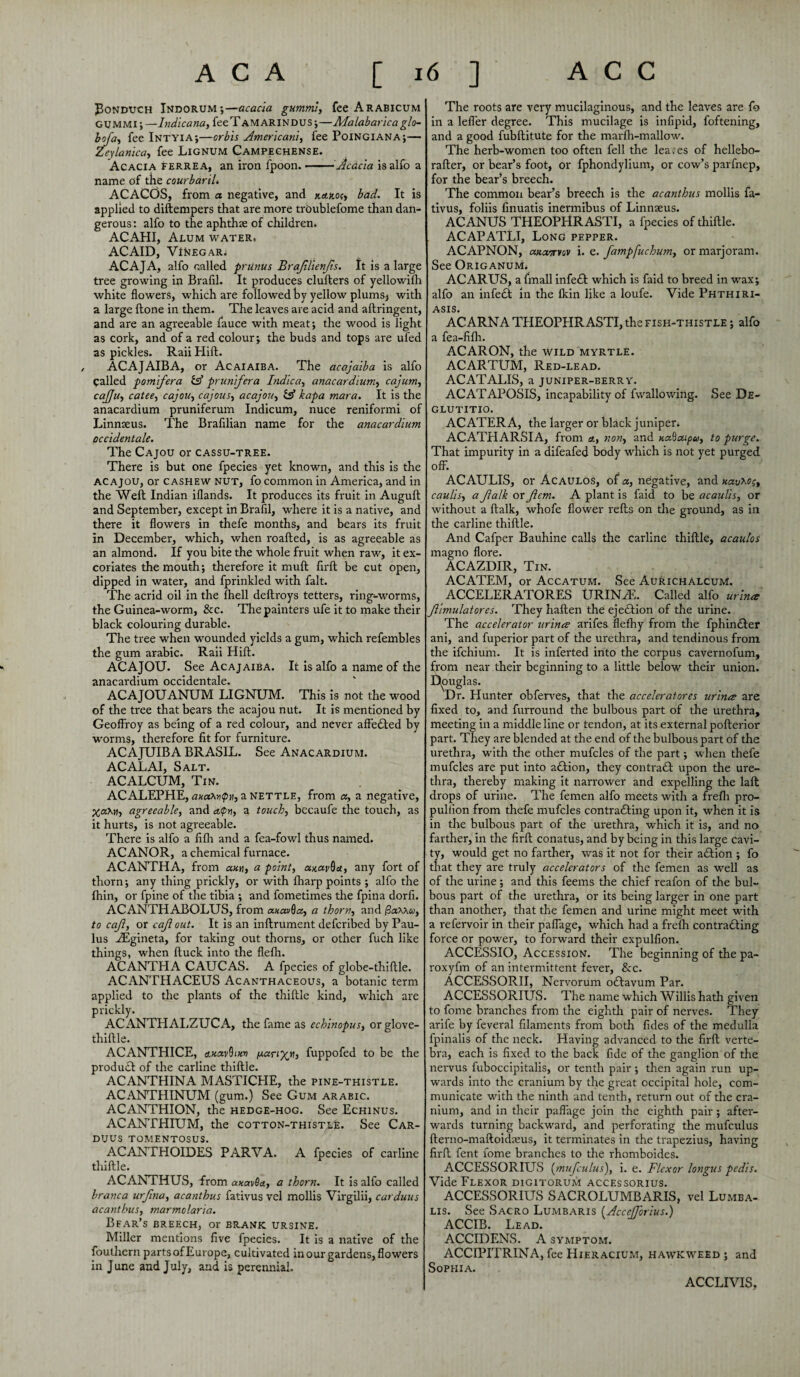 Bonduch Indorum;—acacia gummi, fee Arabicum gummi ; —Indicana, fee T am ARINDUS;—Malabarica glo- bcfa, fee Intyia;—orbis Americani, fee Poingiana;— Zeylanica, fee Lignum Campeghense. Acacia ferrea, an iron fpoon. -'Acdcia isalfo a name of the courbariL ACACOS, from a negative, and kakos, bad. It is applied to diftempers that are more trOublefome than dan¬ gerous : alfo to the aphthae of children. ACAHI, Alum water. ACAID, Vinegar. ACAJA, alfo called prtinus Brafflienffs. It is a large tree growing in Brafil. It produces clufters of yellowilh white flowers, which are followed by yellow plums-* with a large ftone in them. The leaves are acid and aftringent, and are an agreeable fauce with meat; the wood is light as cork, and of a red colour; the buds and tops are ufed as pickles. Raii Hill. , ACAJAIBA, or Acaiaiba. The acajaiba is alfo palled pomifera IA prunifera Indica, anacardium, cajum, caffju, catee, cajou, cajous, acajou, ZA kapa mara. It is the anacardium pruniferum Indicum, nuce reniformi of Linnseus. The Brafilian name for the anacardium occidentale. The Cajou or cassu-tree. There is but one fpecies yet known, and this is the acajou, or cashew nut, fo common in America, and in the Weft Indian iflands. It produces its fruit in Auguft and September, except in Brafil, where it is a native, and there it flowers in thefe months, and bears its fruit in December, which, when roafted, is as agreeable as an almond. If you bite the whole fruit when raw, it ex¬ coriates the mouth; therefore it rnuft firft be cut open, dipped in water, and fprinkled with fait. The acrid oil in the fhell deftroys tetters, ring-worms, the Guinea-worm, &c. The painters ufe it to make their black colouring durable. The tree when wounded yields a gum, which refembles the gum arabic. Raii Hift. ACAJOU. See Acajaiba. It is alfo a name of the anacardium occidentale. ACAJOUANUM LIGNUM. This is not the wood of the tree that bears the acajou nut. It is mentioned by Geoffroy as being of a red colour, and never affected by worms, therefore fit for furniture. ACAJUIBA BRASIL. See Anacardium. ACALAI, Salt. ACALCUM, Tin. ACALEPHE, axa.niipn, a nettle, from a, a negative, agreeable, and aQv, a touch, bccaufe the touch, as it hurts, is not agreeable. There is alfo a fifh and a fea-fowl thus named. ACANOR, a chemical furnace. ACANTHA, from axt], a point, axavQa, any fort of thorn; any thing prickly, or with fharp points ; alfo the Ihin, or fpine of the tibia ; and fometimes the fpina dorfi. ACANTH ABOLUS, from axavQa, a thorn, and (3an\u, to caff, or caff out. It is an inftrument defcribed by Pau- lus ZEgineta, for taking out thorns, or other fuch like things, when ftuck into the flefh. ACANTHA CAUCAS. A fpecies of globe-thiftle. ACANTHACEUS Acanthaceous, a botanic term applied to the plants of the thiftle kind, which are prickly. ACANTHALZUCA, the fame as echinopus, orglove- thiftle. ACANTHICE, a.xavthx» fxariyjfi, fuppofed to be the product of the carline thiftle. ACANTHINA MASTICHE, the pine-thistle. ACANTHINUM (gum.) See Gum arabic. ACANTHION, the hedge-hog. See Echinus. ACANTHIUM, the cotton-thistle. See Car- DUUS TOMENTOSUS. ACANTHOIDES PARVA. A fpecies of carline thiftle. ACANTHUS, from axai/Ba, a thorn. It is alfo called branca urffna, acanthus fativus vel mollis Virgilii, carduus acanthus, marmolaria. Bear’s breech, or brank. ursine. Miller mentions five fpecies. It is a native of the foulhern parts of Europe, cultivated in our gardens, flowers in June and July, and is perennial. The roots are very mucilaginous, and the leaves are fo in a lefler degree. This mucilage is infipid, foftening, and a good fubftitute for the marfh-mallow. The herb-women too often fell the leases of hellebo- rafter, or bear’s foot, or fphondylium, or cow’s parfnep, for the bear’s breech. The common bear’s breech is the acanthus mollis fa¬ tivus, foliis finuatis inermibus of Linnaeus. AC ANUS THEOPHRASTI, a fpecies of thiftle. ACAPATLI, Long pepper. ACAPNON, axairvov i. e. fampfuchum, or marjoram. See Origanum. ACARUS, a fmall infe£I which is faid to breed in wax; alfo an infeCt in the Ikin like a loufe. Vide Phthiri- ASIS. ACARNA THEOPHRASTI, the fish-thistle ; alfo a fea-filh. ACARON, the wild myrtle. ACARTUM, Red-lead. ACATALIS, a juniper-berry. ACATAPOSIS, incapability of fwallowing. See De- GLUTITIO. AC ATER A, the larger or black juniper. ACATHARSIA, from a, non, and xaSaipa, to purge. That impurity in a difeafed body which is not yet purged off. ACAULIS, or Acaulos, of a, negative, and xauM;t caulls, a ffalk or ffcm. A plant is faid to be acaulis, or without a ftalk, whofe flower refts on the ground, as in the carline thiftle. And Cafper Bauhine calls the carline thiftle, acaulos magno flore. ACAZDIR, Tin. ACATEM, or Accatum. See Aurichalcum. ACCELERATORES URIN^E. Called alfo urine ffimulatores. They haften the ejection of the urine. The accelerator urinee arifes flefhy from the fphin&er ani, and fuperior part of the urethra, and tendinous from the ifchium. It is inferted into the corpus cavernofum, from near their beginning to a little below their union. Douglas. Dr. Hunter obferves, that the acceleratores urince are fixed to, and furround the bulbous part of the urethra, meeting in a middle line or tendon, at its external pofterior part. They are blended at the end of the bulbous part of the urethra, writh the other mufcles of the part; when thefe mufcles are put into aCtion, they contract upon the ure¬ thra, thereby making it narrower and expelling the laft drops of urine. The femen alfo meets with a frelh pro- pullion from thefe mufcles contracting upon it, when it is in the bulbous part of the urethra, which it is, and no farther, in the firft conatus, and by being in this large cavi¬ ty, would get no farther, was it not for their aCtion ; fo that they are truly accelerators of the femen as well as of the urine ; and this feems the chief reafon of the bul¬ bous part of the urethra, or its being larger in one part than another, that the femen and urine might meet with a refervoir in their paflage, which had a frefh contracting force or power, to forward their expulfion. ACCESSIO, Accession. The beginning of the pa- roxyfm of an intermittent fever, See. ACCESSORII, Nervorum oftavum Par. ACCESSORIUS. The name which Willis hath given to forne branches from the eighth pair of nerves. They arife by feveral filaments from both fides of the medulla fpinalis of the neck. Having advanced to the firft verte¬ bra, each is fixed to the back fide of the ganglion of the nervus fuboccipitalis, or tenth pair ; then again run up¬ wards into the cranium by the great occipital hole, com¬ municate with the ninth and tenth, return out of the cra¬ nium, and in their paflage join the eighth pair ; after¬ wards turning backward, and perforating the mufculus fterno-maftoidaeus, it terminates in the trapezius, having firft fent fome branches to the rhomboides. ACCESSORIUS [mufculus), i. e. Flexor longus pedis. Vide Flexor digitorum accessorius. ACCESSORIUS SACROLUMBARIS, vel Lumba- lis. See Sacro Lumbaris [Accefforius.) ACCIB. Lead. ACCIDENS. A symptom. ACCIPITRINA, fee Hieracium, hawkweed ; and Sophia. ACCLIVIS,