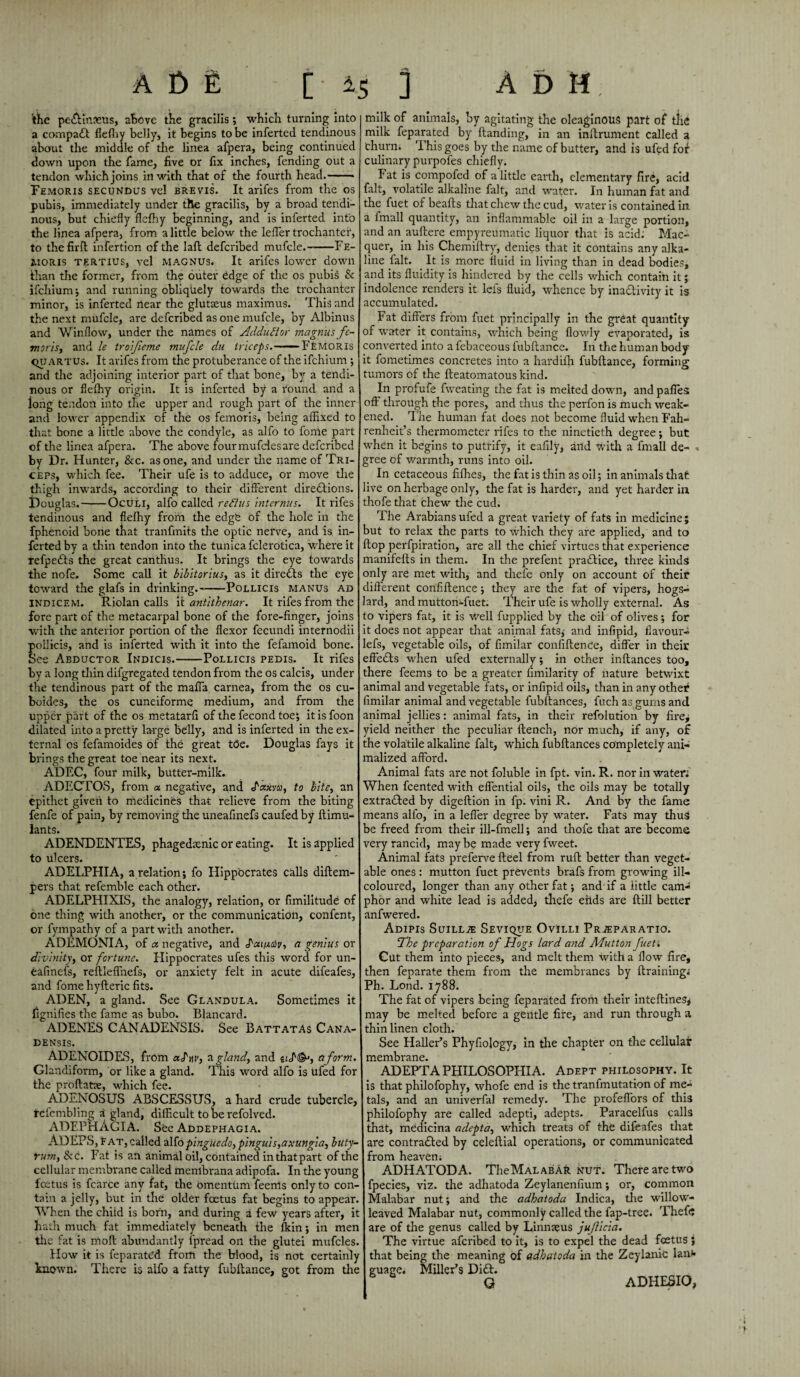the peCtinaeus, above the gracilis; which turning into a compact flefliy belly, it begins to be inferted tendinous about the middle of the linea afpera, being continued down upon the fame, five or fix inches, fending out a tendon which joins in with that of the fourth head.——* Femoris secundus vel brevis. It arifes from the os pubis, immediately under the gracilis, by a broad tendi¬ nous, but chiefly flefhy beginning, and is inferted into the linea afpera, from a little below the leffer trochanter, to thefirft infertion of the lafh defcribed mufcle.-Fe- moris tertius, vel magnus. It arifes lower down than the former, from the outer edge of the os pubis & ifchium; and running obliquely towards the trochanter minor, is inferted near the glutseus maximus. This and the next mufcle, are defcribed as one mufcle, by Albinus and Window, under the names of Addudor magnus fc- morisf and le troifieme mufcle da triceps. ■■ FEMoris quartus. It arifes from the protuberance of the ifchium •, and the adjoining interior part of that bone, by a tendi¬ nous or flefhy origin. It is inferted by a found and a long tendon into the upper and rough part of the inner and lower appendix of the os femoris, being affixed to that bone a little above the condyle, as alfo to fome part of the linea afpera. The above four mufcles are defcribed by Dr. Hunter, &c. as one, and under the name of Tri¬ ceps, which fee. Their ufe is to adduce, or move the thigh inwards, according to their different directions. Douglas.-Oculi, alfo called reflus intcrnus. It rifes tendinous and flefhy from the edge of the hole in the fphenoid bone that tranfmits the optic nerve, and is in¬ ferted by a thin tendon into the tunica fclerotica, where it refpeCts the great canthus. It brings the eye towards the nofe. Some call it bibitorius, as it directs the eye toward the glafs in drinking.-Pollicis MANUS ad INdicem. Riolan calls it antithenar. It rifes from the fore part of the metacarpal bone of the fore-finger, joins with the anterior portion of the flexor fecundi internodii pollicis, and is inferted with it into tire fefamoid bone. See Abductor Indicis.-Pollicis pedis. It rifes by a long thin difgregated tendon from the os calcis, under the tendinous part of the mafia carnea, from the os cu- boides, the os cuneiforme medium, and from the upper part of the os metatarfi of the fecond toe*, itisfoon dilated into a pretty large belly, and is inferted in the ex¬ ternal os fefamoides of the great t(5e. Douglas fays it brings the great toe near its next. ADEC, four milk, butter-milk. ADECTOS, from a negative, and J'cexva, to bite, an epithet given to medicines that relieve from the biting fenfe of pain, by removing the uneafinefs caufed by ftimu- lants. ADENDENTES, phagedaenic or eating. It is applied to ulcers. ADELPHIA, a relation; fo Hippocrates calls diftem- pers that refemble each other. ADELPHIXIS, the analogy, relation, or fimilitude of one thing with another, or the communication, confent, or fympathy of a part with another. ADEMONIA, of « negative, and Pai/juiv, a genius or divinity, or fortune. Hippocrates ufes this word for un¬ eafinefs, reftleffnefs, or anxiety felt in acute difeafes, and fome hyfteric fits. ADEN, a gland. See Glandula. Sometimes it fignifies the fame as bubo. Blancard. ADENES CANADENSIS. See BattatAS Cana¬ densis. ADENOIDES, from a/V, a gland, and a form. Glandiform, or like a gland. This word alfo is ufed for the proftatae, which fee. ADENOSUS ABSCESSUS, a hard crude tubercle, refembling ai gland, difficult to be refolved. ADEPHAGIA. See Addephagia. AD EPS, fat, called alfo pinguedo^ pinguis,axungia, buty- rum, 8cc. Fat is an animal oil, contained in that part of the cellular membrane called menlbrana adipofa. In the young foetus is fcarce any fat, the omentum feerrts only to con¬ tain a jelly, but in the older foetus fat begins to appear. When the child is born, and during a few years after, it hath much fat immediately beneath the {kin; in men the fat is molt abundantly fpread on the glutei mufcles. How it is feparated from the blood, is not certainly known. There is alfo a fatty fubltance, got from the milk of animals, by agitating the oleaginous part of the milk feparated by Handing, in an inllrument called a churn. This goes by the name of butter, and is ufed for culinary purpofes chiefly. Fat is compofed of a little earth, elementary fire, acid fait, volatile alkaline fait, and water. In human fat and the fuet of hearts that chew the cud, water is contained in a fmall quantity, an inflammable oil in a large portion, and an auftere empyreumatic liquor that is acid; Mac- quer, in his Chemiftry, denies that it contains any alka¬ line fait. It is more fluid in living than in dead bodies, and its fluidity is hindered by the cells which contain it; indolence renders it lefs fluid, whence by inactivity it is accumulated. Fat differs from fuet principally in the great quantity of water it contains, which being flowly evaporated, is converted into a febaceous fubftance. In the human body it fometimes concretes into a hardiffi fubftance, forming tumors of the fteatomatous kind. In profufe fweating the fat is melted dowm, andpaffes oft through the pores, and thus the perfon is much weak¬ ened. The human fat does not become fluid wffien Fah¬ renheit’s thermometer rifes to the ninetieth degree; but when it begins to putrify, it eafily, and with a fmall de- « gree of warmth, runs into oil. In cetaceous fifties, the fat is thin as oil; in animals that live on herbage only, the fat is harder, and yet harder in thofe that chew the cud. The Arabians ufed a great variety of fats in medicine; but to relax the parts to which they are applied, and to flop perfpiration, are all the chief virtues that experience manifefts in them. In the prefent practice, three kinds only are met with, and thefe only on account of their different confiftence; they are the fat of vipers, hogs- lard, and mutton-fuet. Their ufe is wholly external. As to vipers fat, it is Well fupplied by the oil of olives; for it does not appear that animal fats; and infipid, flavour- lefs, vegetable oils, of fimilar confiftence, differ in their effects uffien ufed externally; in other inftances too, there feems to be a greater fimilarity of nature betwixt animal and vegetable fats, or infipid oils, than in any otheif fimilar animal and vegetable fubftances, fuch as gums and animal jellies: animal fats, in their refolution by fire; yield neither the peculiar ftench, nor much, if any, o£ the volatile alkaline fait, which fubftances completely ani- malized afford. Animal fats are not foluble in fpt. vin. R. nor in water; When feented with effential oils, the oils may be totally extracted by digeftion in fp. vini R. And by the fame means alfo, in a leffer degree by water. Fats may thus be freed from their ill-fmell; and thofe that are become very rancid, may be made very fweet. Animal fats preferve fteel from ruft better than veget¬ able ones : mutton fuet prevents brafs from growing ill- coloured, longer than any other fat; and if a little cam¬ phor and white lead is added, thefe eilds are ftill better anfwered. Adipis SuiLLiE Sevique Ovilli Pr^eparatio. The preparation of Hogs lard and Mutton fuet . Gut them into pieces, and melt them with a flow fire, then feparate them from the membranes by {training; Ph. Bond. 1788. The fat of vipers being feparated from their inteftines* may be melted before a gentle fife, and run through a thin linen cloth. See Haller’s Phyfiology, in the chapter on the cellular membrane. ADEPTA PHILOSOPHIA. Adept philosophy. It is that philofophy, whofe end is the tranfmutation of me¬ tals, and an univerfal remedy. The profeffors of this philofophy are called adepti, adepts. Paracelfus calls that, medicina adepta, which treats of the difeafes that are contracted by celeftial operations, or communicated from heaven; ADHATODA. TheMALABAR nut. There are two fpecies, viz. the adhatoda Zeylanenfium; or, common Malabar nut; and the adhatoda Indica, the willow¬ leaved Malabar nut, commonly called the fap-tree. Thefe are of the genus called by Linnaeus juficia. The virtue aferibed to it, is to expel the dead foetus; that being the meaning of adhatoda in the Zeylanic lanv guage; Miller’s DiCt. G ADHESIO,