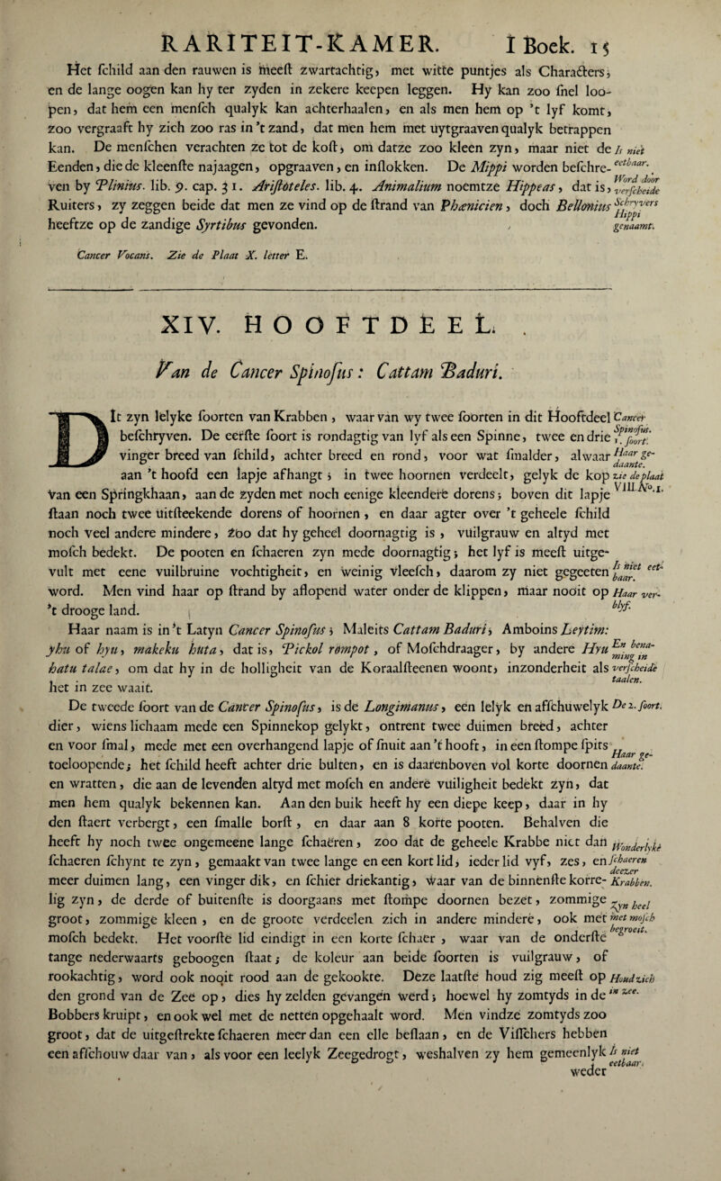 Het fchild aan den rauvven is ftieeft zwartachtig, met witte puntjes als Charafters, en de lange oogen kan hy ter zyden in zekere keepen leggen. Hy kan zoo fnel loo- pen, dat hem een menfch qiialyk kan achterhaal en, en als men hem op ’t lyf komt, zoo vergraaft hy zich zoo ras in’t zand, dat men hem met uytgraavenqualyk betrappen kan. De menfchen verachten ze tot de koft, om datze zoo kleen zyn, maar niet de Eenden, die de kleenfte najaagen, opgraaven, en inflokken. De Mippi worden befchre- ven by Blinius. lib. $>. cap. 3 1. Ariftóteles. lib. 4. Animalium noemtze Hippe as, dat is, Ruiters, zy zeggen beide dat men ze vind op de ftrand van Bhanicien, doch Bellonius heeftze op de zandige Syrtibus gevonden. Cancer Vocans. Zie de F laat X. letter E. Is niet eetbaar. Word door verfcbeidc Schryvers Htppi genaamt. XIV. HOOETDËEL. Van de Cancer Spinofus: C at tam TSaduri. It zyn lelyke foorten van Krabben , waar van wy twee foorten in dit Hooftdeel 'Cancer befchryven. De eetfte foort is rondagtigvan lyf als een Spinne, twee endrie?^^’ vinger breed van ffchild, achter breed en rond, voor wat fmalder, alwaar Haar ge- ^ t daante. aan ’t hoofd een lapje afhangt i in twee hoornen verdeelt, gelyk de kopzaedeplaat Van een Springkhaan, aan de zyden met noch eenige kleenderfe dorens 3 boven dit lapje ' ftaan noch twee üitfteekende dorens of hoornen , en daar agter over ’t geheele fchild noch veel andere mindere, tb o dat hy geheel doornagtig is , vüilgrauw en altyd met mofch bedekt. De pooten en fchaeren zyn mede doornagtig •, het lyf is meeft uitge- vult met eene vuilbruine vochtigheit, en weinig Vleefch» daarom zy niet gegeeten eet~ word. Men vind haar op ftrand by aflopend water onder de klippen, maar nooit op Haar ver- ’t drooge land. bly^’ Haar naam is in*t Latyn Cancer Spinofus i Maleits Cattam Badurii Amboins Leytim: yhu of hyu, makehu hiita, dat is, Bickol rómpot, of Mofchdraager, by ander o hatu talae, om dat hy in de holligheit van de Koraalfteenen woontj inzonderheit als versheide . . . taaien. het in zee waait. De tweede foort van de Cancer Spinofus, is de Longimanm, een lelyk en affchuwelyk £>e dier, wiens lichaam mede een Spinnekop gelykt, ontrent twee duimen breed, achter en voor fmal, mede met een overhangend lapje of fliuit aan ’t hooft, in een ftompe (pits ^ toeloopendej het fchild heeft achter drie bulten, en is daatenboven Vol korte doornendaantf. en wratten, die aan de levenden altyd met mofch en andere viiiligheit bedekt zyn, dat men hem qualyk bekennen kan. Aan den buik heeft hy een diepe keep, daar in hy den ftaert verbergt, een fmalle borft , en daar aan 8 korte pooten. Behalven die heeft hy noch twee ongemeene lange fchaëren, zoo dat de geheele Krabbe niet dan ^0„jerj ^ fchaeren fchynt te zyn, gemaakt van twee lange en een kort lid, ieder lid vyf, zes, meer duimen lang, een vingerdik, en fchiet driekantig, \Vaar van de binnènfte korre- Krabben. lig zyn, de derde of buitenfte is doorgaans met ftompe doornen bezet, zommige bee[ groot, zommige kleen , en de groote verdeelea zich in andere mindere, ook met met mofch mofch bedekt. Het voorfte lid eindigt in een korte fthuer , waar van de onderftë ^ °eU' tange nederwaarts geboogen ftaat; de koleur aan beide foorten is vuilgrauw, of rookachtig, word ook nooit rood aan de gekookte. Deze laatfte houd zig meeft op Houdzich den grond van de Zee op, dies hy zelden gevangen werd j hoewel hy zomtyds in del* ~ee' Bobbers kruipt, en ook wel met de netten opgehaalt word. Men vindze zomtyds zoo groot, dat de uitgeftrekte fchaeren meer dan een elle beflaan, en de Viflchers hebben een afichouw daar van , als voor een leelyk Zeegedrogt, weshalven zy hem gemeenlyk weder