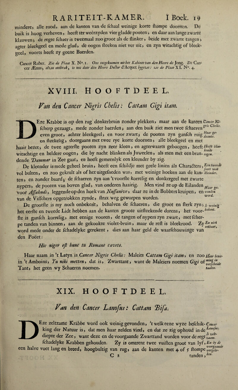 mindere, alle rood, aan de kanten van de fchaal weinige korte ffompe doornen. De buik is hoog verheven, heeft ter weêrzyden vier gladde pooten, en daar aan lange zwarte klauwen i de regte fchaeris tweemaal zoo groot als de flinker, beide met zwarte tangen * agter bleekgeel en mede glad, de oogen fleeken niet ver uit, en zyn witachtig of bleek¬ geel, voorts heeft zy geene Baerden. Cancer Ruber. Zie de Plaat X. N°. 1. Ons toegekoomen uit het Kabinet van denHeere de Jong. De Can- eer ffi.nn.s} alz.00 ontbrak, is ons dóór dén Heere Do flor d’Acquct bygez^et: zJe de Plaat XI. N°. 4. XVIIL HOOFTDEEL Pan den Cancer Nigris Chelis : Cattam Gigi itatn. DEze Krabbe is op den rug dönkerbruin Zonder plekken, maar aan de kanten Cancer fcherp gezaagt, mede zonder baerden; aan den buik ziet men twee fchaeren Chelts' even groot, achter bleekgeel, en voor zwart; de pooten zyn ganfeh ruig^^f*' en fleekelig, doorgaans met twee rye korte doornen * alle bleekgeel en met haair bezet; de twee agterfte pooten zyn zeer kleén, en agterWaarts geboogen, heeft Heeft blin- witachtige en heldere oogen, die by nacht blinken als Juweelen > als men met een bran- oogen. dende Tdammar in Zee gaat, en heeft gemeenlyk een kleender by zig. De kleender is mede geheel bruin, heeft een fchildje met geele linien als Charatters, ^ntweedè Vol bulten, en zoo gekrult als of het uitgefneden was, met weinige hoeken aan de kan-klemden ten, en zonder baard $ de fchaeren Zyn aan *t voorfte korrelig en donkergeel met zwarte nypërSi de pooten van boven glad, van onderen haairig. Men vind ze op de Eilanden Wdar ^ voor AJfahudi, leggende op den hoek van Nuffanive, daar ze inde Bobbers kruipen, tn vonden. Van de Viffchers ópgetrokken zynde, ftrax weg geworpen worden. De grootfle is my noch onbekent, behalven de fchaeren, die groot en fterk zyn; js weinig het eerfte en tweede Lidt hebben aan de kanten groote uitfteekende dorens, het voor-bekent' fte is ganfeh korrelig, met eenige vooren, de tangen ofnypers zyn zwart, met fcher- pe tanden van binnen, aan de gekookte violet-brüin, maar de reft is bleekrood. Zy word mede onder de fchadelyke gerekent, dies aan haar geld de waarfchouwinge van den Poëet: Hic niger efl hunc tü Romane cavetó. Haar naam in ’t Latyn is Cancer Nigris Chelis: Maleits Cattam Gigi itam, en zoo tfanrbena* in ’t Amboins, Tu niki metten, dat is, Zwarttant, want de Maleiers noemen Gigi of Tantj het geen wy Schaeren noemen. taaien. XIX. HOOFTDEEL. Van den Cancer Lanofust Cattam Bi fa. DEze zeltzarrte Krabbe word ook weinig gevonden, ’twelkeene wyze befchik-Cancer king der Natuur is, dat men haar zelden vind, en dat ze zig ophoud inde^0^ diepte der Zee, want deze en de voorgaande Zwarttand worden voor de regt fchadelyke Krabben gehouden. Zy is omtrent twee vuiften groot van lyf,£« by de een halve voet langen breed, hoogbultig van rug, aan de kanten met 4of y ftompe^rgaf' C ï tanden ,kefti