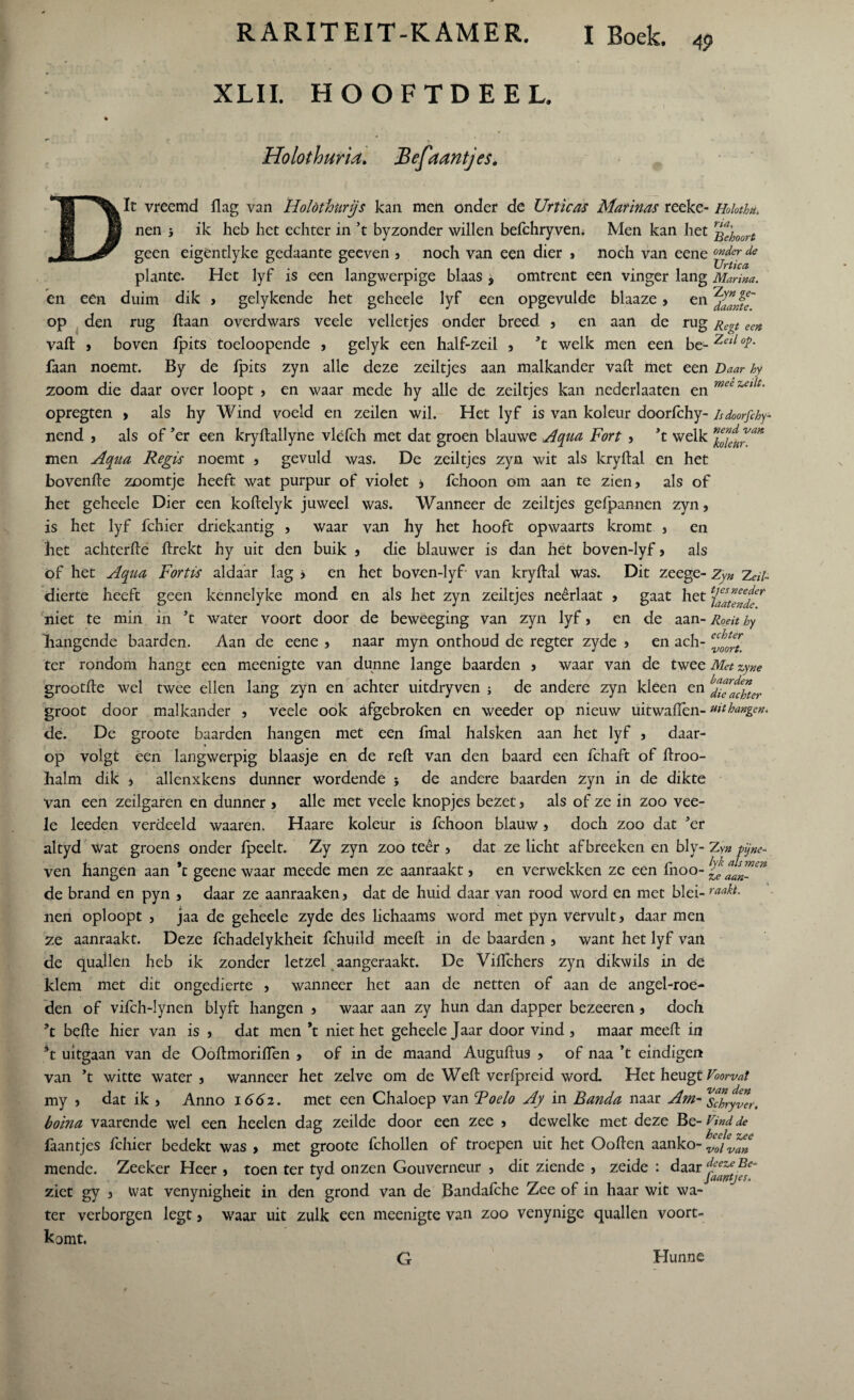 R ARITEIT-K AMER. I Boek. 4p XLII. HOOFTDEEL. Holothuria. Befaantjes. Ic vreemd flag van Holóthnrijs kan men onder de Urticas Matinas reeke- Hohthu nen i ik heb het echter in ’t byzonder willen befchryvem Men kan het ^èhoort geen eigéntlyke gedaante geeven , noch van een dier , noch van eene de plante. Het lyf is een langwerpige blaas , omtrent een vinger lang Manna. en een duim dik , gelykende het geheeie lyf een opgevulde blaaze, en op den rug Haan overdwars veele velletjes onder breed , en aan de rug Regt eeK vaft , boven fpits toeloopende , gelyk een half-zeil , ’t welk men een be- Zetl faan noemt. By de fpits zyn alle deze zeiltjes aan malkander vaft met een Daar hy zoom die daar over loopt , en waar mede hy alle de zeiltjes kan nederlaaten en mee zet opregten > als hy Wind voeld en zeilen wil. Het lyf is van koleur doorfchy- is doorfchy- nend , als of 'er een kryftallyne vléfch met dat groen blauwe Aqua Fort , ’t welk men Aqua Regis noemt , gevuld was. De zeiltjes zyn wit als kryftal en het bovenfte zoomtje heeft wat purpur of violet j fchoon om aan te zien, als of het geheeie Dier een koftelyk juweel was. Wanneer de zeiltjes gefpannen zyn, is het lyf fchier driekantig , waar van hy het hooft opwaarts kromt , en het achterfte flrekt hy uit den buik , die blauwer is dan het boven-lyf, als öf het Aqua Fortis aldaar lag , en het boven-lyf van kryftal was. Dit zeege- Zyn Zeil- dierte heeft geen kennelyke mond en als het zyn zeiltjes neêrlaat , gaat het hatende1' niet te min in ’t water voort door de beweeging van zyn lyf, en de aan- Roeit hy hangende baarden. Aan de eene , naar myn onthoud de regter zyde , en ach- ter rondom hangt een meenigte van dunne lange baarden , waar van de twee Met zyne grootfte wel twee ellen lang zyn en achter uitdryven de andere zyn kleen en Pachter groot door malkander , veele ook afgebroken en weeder op nieuw uitwaftèn- uit hangen. de. De groote baarden hangen met een fmal halsken aan het lyf , daar¬ op volgt een langwerpig blaasje en de reft van den baard een fchaft of ftroo- halm dik , allenxkens dunner wordende ; de andere baarden zyn in de dikte van een zeilgaren en dunner , alle met veele knopjes bezet, als of ze in zoo vee¬ le leeden verdeeld waaren. Haare koleur is fchoon blauw, doch zoo dat ’er altyd wat groens onder fpeelt. Zy zyn zoo teer , dat ze licht afbreeken en bly- Zy« pijne- ven hangen aan ’t geene waar meede men ze aanraakt, en verwekken ze een fnoo- l£^?en de brand en pyn , daar ze aanraaken, dat de huid daar van rood word en met blei-raakt- nen oploopt , jaa de geheeie zyde des lichaams word met pyn vervult, daar men ze aanraakt. Deze fchadelykheit fchuild meeft in de baarden , want het lyf van de quallen heb ik zonder letzel aangeraakt. De Viflchers zyn dikwils in de klem met dit ongedierte , wanneer het aan de netten of aan de angel-roe- den of vifch-lynen blyft hangen , waar aan zy hun dan dapper bezeeren , doch ’t befte hier van is , dat men ’t niet het geheeie Jaar door vind , maar meeft in *t uitgaan van de Ooftmoriften , of in de maand Auguftus , of naa ’t eindigen van ’t witte water, wanneer het zelve om de Weft verfpreid word. Het heugt Voorvat my , dat ik , Anno 1662. met een Chaloep van Toelo Ay in Banda naar boina vaarende wel een heelen dag zeilde door een zee , dewelke met deze Bq-Vind de laantjes fchier bedekt was , met groote fchollen of troepen uit het Ooften aanko- mende. Zeeker Heer , toen ter tyd onzen Gouverneur , dit ziende , zeide : daar jjj^*®** ziet gy , Wat venynigheit in den grond van de Bandafche Zee of in haar wit wa¬ ter verborgen legt, waar uit zulk een meenigte van zoo venynige quallen voort¬ komt. G Hunne