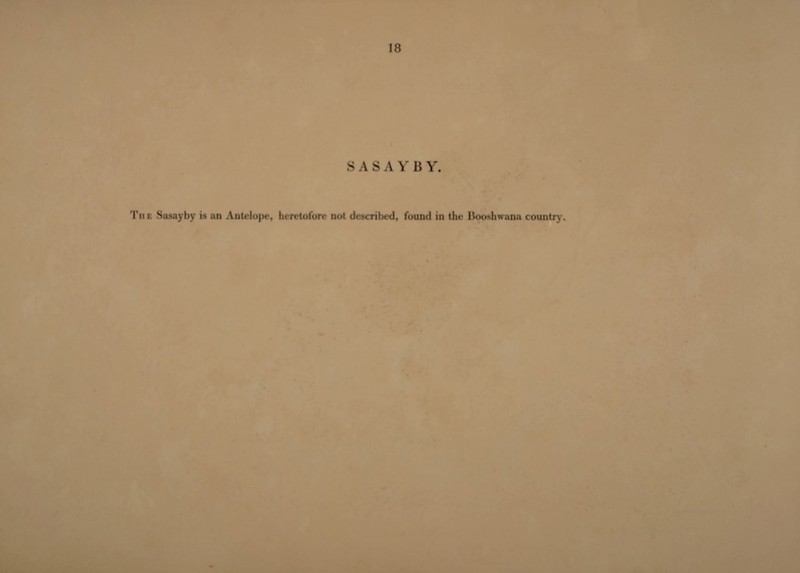 18 S A S A V B Y. The Sasayby is an Anteloj>e, heretofore not described, found in the Booshwuna country.