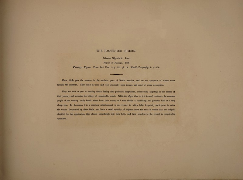 THE PASSENGER PIGEON. Columba Migratoria. Linn. Pigeon de Passage. Buff. Passenger Pigeon. Penn. Arct. Zool. 2. p. 322. pi. 14. Wood’s Zoograpliy, 1. p. 474. These birds pass the summer in the northern parts of North America, and on the approach of winter move towards the southern. They build in trees, and feed principally upon acorns, and mast of every description. They are seen to pass in amazing flocks during their periodical migrations, occasionally alighting in the course of their journey, and covering the foliage of considerable woods. While the flight time (as it is termed) continues, the common people of the country easily knock them from their roosts, and thus obtain a nourishing and pleasant food at a very cheap rate. In Louisiana it is a common entertainment in an evening, in which ladies frequently participate, to enter the woods frequented by these birds, and burn a small quantity of sulphur under the trees in which they are lodged: stupified by this application, they almost immediately quit their hold, and drop senseless to the ground in considerable quantities.