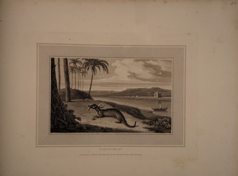 / ICHNEUMON. VMvwnat.Eiumvred & Pul h'Shed ly TCiR.m Domett fffp Cleveland Street ,Pitzroy Square .Zerndon Slpril witiog.