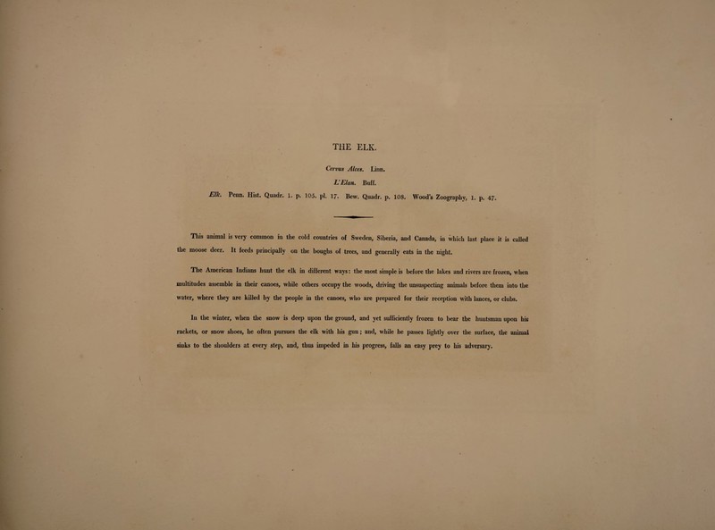 Cervus Alecs. Linn. L’Elan. Buff. Elk. Penn. Hist. Quadr. 1. p. 105. pi. 1J. Bew. Quadr. p. 108. Wood’s Zoography, 1. p. 47. This animal is very common in the cold countries of Sweden, Siberia, and Canada, in which last place it is called the moose deer. It feeds principally on the boughs of trees, and generally eats in the night. The American Indians hunt the elk in different ways: the most simple is before the lakes and rivers are frozen, when multitudes assemble in their canoes, while others occupy the woods, driving the unsuspecting animals before them into the water, where they are killed by the people in the canoes, who are prepared for their reception with lances, or clubs. In the winter, when the snow is deep upon the ground, and yet sufficiently frozen to bear the huntsman upon his rackets, or snow shoes, he often pursues the elk with his gun; and, while he passes lightly over the surface, the animal sinks to the shoulders at every step, and, thus impeded in his progress, falls an easy prey to his adversary.