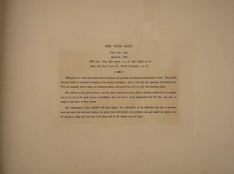 THE WILD GOAT. Capra Ibex. Linn. Bouquetin. Buff. Wild Goat. Penn. Hist. Quadr. 1. p. 55. Bcw. Quadr. p„ 70- Shaw. Gen. Zool. 2. pi. 198. Wood’s Zoography, 1. p. 34. Wild goats live in the most perfect state of freedom, and generally at a distance from the haunts of man. They inhabit the great chains of mountains belonging to the northern hemisphere; such as the Alps, the Apennines, the Pyrenees, &c. They are naturally fond of steep and dangerous places, and bound from rock to rock with surprising agility. The wildness of the goat’s manners, and the almost inaccessible places which it inhabits, would lead us to suppose that it was out of the reach of man; nevertheless, there are hunters in the neighbourhood of the Alps, who seem to delight in the chase of these animals. O t This employment is often attended with great danger; for, independent of the difficulties they have to encounter from bad roads and inclement weather, the goats, when hard pressed, will sometimes turn and tumble the hunters over the precipices, unless they have time to lie down, and let the animals run over them.