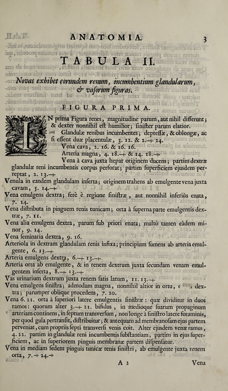 ANATOMIA. :ur J c -• T A BUI.A XI. C *’ ' JwiUI iiIIO £C -Jj ' ^ “ , 1 4 * ‘ AAi A • -* «A • •* U 1/W u ' 1 i | i liiJ j[ 1 J f Mv J ' iJI i vJ 1 I •' Novas exhibet eorundem renum , incumbentium glandularum i & vaforum figuras. F IGURA PRIMA. 1 - J * “T »v^ .AJ1 eL~_r* N prima Figura renes, magnitudine parum, aut nihil differunt; & dexter nonnihil eft humilior ; finifter parum elatior. ^ Glandulae renibus incumbentes ; depreflae, & oblongae, ac fi effient duae placentulae, 3. 12. & 2.-4- 24. Vena cava, 2. 16. & 16. 16. Arteria magna, 4. 18.-4- & 14. 18.-4- Vena a cava juxta hepar originem ducens; partim dextrae glandulae reni incumbentis corpus perforat; partim fuperficiem ejusdem per¬ reptat, 2. 13.-4- • Venula in eandem glandulam inferta; originem trahens ab emulgente vena juxta cavam, 5. 14.-4- ., . J I .. Vena emulgens dextra; fere e regione finiftrae , aut nonnihil inferius enata, 7- 14* Vena diftributa in pinguem renis tunicam; orta a fupernaparte emulgentis dex¬ trae, 7. 11. Vena alia emulgens dextra, parum fub priori enata; multo tamen eadem mi¬ nor, 9. 14. Vena feminaria dextra, 9. 16. Arteriola in dextram glandulam renis infixa; principium fumens ab arteria emul¬ gente, 6. 13.-1- Arteria emulgens dextra, 6.—f- 13.—h Arteria orta ab emulgente, & in renem dextrum juxta fecundam venam emul¬ gentem inferta, 8.—t- 13.—t- Vas urinarium dextrum juxta renem fatis latum, 11.13_f- Vena emulgens finiftra; admodum magna, nonnihil altior in ortu, c fn3i dex¬ tra; parumper oblique procedens, 7.20. Vena 6. 21. orta a fuperiori latere emulgentis finiftrse : quae dividitur in duos ramos: quorum alter 3.-1- 21. bifidus , in medioque luarum propaginum arteriam continens, in feptum transverfum, non longe a finiftro latere foraminis, per quod gula pertranfit, diftribuitur; & antequam ad membranofam ejus partem perveniat, cum propriis fepti transverfi venis coit. Alter ejusdem venae ramus, 4. 22. partim in glandulae reni incumbentis fubflantiam, partim in ejus fuper¬ ficiem , ac in fuperiorem pinguis membranae partem difpenfatur. Vena in mediam fedem pinguis tunicae renis finiftri, ab emulgente juxta renem orta, 7.-4-24.-+