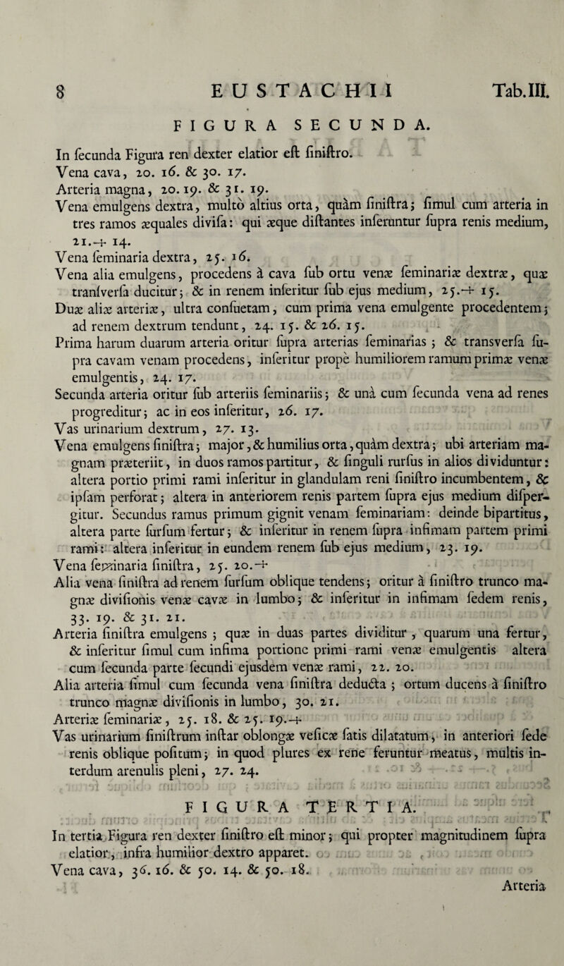 FIGURA SECUNDA. In fecunda Figura ren dexter elatior eft finiftro. o Vena cava, 20. 16. & 30. 17. Arteria magna, 10.19. & 31. 19. Vena emulgens dextra, multo altius orta, qu^m finiftra; fimul cum arteria in tres ramos aequales divifa: qui seque diftantes inferuntur fupra renis medium, 21. -4* 14. Vena leminaria dextra, 25. 16. Vena alia emulgens, procedens & cava fub ortu venae feminariae dextrae, quae tranlverla ducitur; & in renem inleritur fub ejus medium, 25.H- 15. Duae aliae arteriae, ultra confuetam, cum prima vena emulgente procedentem5 ad renem dextrum tendunt, 24. 15. & 26. 15. Prima harum duarum arteria oritur fupra arterias feminarias ; & transverfa fu¬ pra cavam venam procedens, inleritur prope humiliorem ramum primae venae emulgentis, 24. 17. Secunda arteria oritur (ub arteriis feminariis; & una cum fecunda vena ad renes progreditur; ac in eos inferitur, 26. 17. Vas urinarium dextrum, 27. 13. Vena emulgens finiftra; major ,&humilius orta,quam dextra; ubi arteriam ma¬ gnam praeteriit, in duos ramos partitur, & finguli rarius in alios dividuntur: altera portio primi rami inferitur in glandulam reni finiftro incumbentem, & ipfam perforat; altera in anteriorem renis partem fiipra ejus medium difper- gitur. Secundus ramus primum gignit venam feminariam: deinde bipartitus, altera parte lurfum fertur; & inferitur in renem fupra infimam partem primi rami : altera inferitur in eundem renem (iib ejus medium , 23. 19. Vena fepdnaria finiftra, 25.20.-^ Alia vena finiftra ad renem furfum oblique tendens; oritur a finiftro trunco ma¬ gna? divifionis venae cavae in lumbo; & inferitur in infimam fedem renis, 33. 19. & 31. 21. Arteria finiftra emulgens ; quae in duas partes dividitur , quarum una fertur, & inferitur fimul cum infima portione primi rami venae emulgentis altera cum fecunda parte lecundi ejusdem venae rami, 22. 20. Alia arteria fimul cum fecunda vena finiftra dedu&a ; ortum ducens a finiftro trunco magnae divifionis in lumbo, 30. 21. Arteriae feminariae, 2j. 18. & 25. 19.-1* Vas urinarium finiftrum inftar oblongae veficae fatis dilatatum, in anteriori lede renis oblique pofitum; in quod plures ex rene feruntur meatus, multis in¬ terdum arenulis pleni, 27. 24. . r l ’ 11 JiJviUi * 1 I llji !:*,> { ■ U-Jl i * '> ‘ » i J * + * * w ( i iJ - * J FIGURA TERTIA. f ^ j J i J C ' ' i 1 \ • i> J. *-1 •“ In tertia Figura ren dexter finiftro eft minor; qui propter magnitudinem (upra elatior, infra humilior dextro apparet. Vena cava, 36.16. & jo, 14. & 50. 18. Arteria