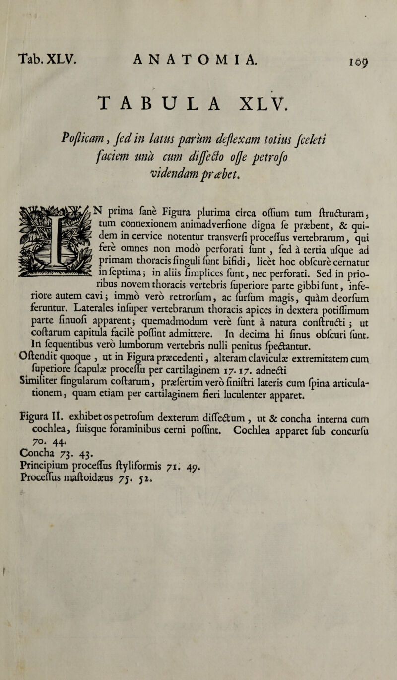 169 > TABULA XLV. Poflicam, Jed in latus parum deflexam totius Jceleti faciem una cum diffetto ofje petrojo videndam probet. prima lane Figura plurima circa olfium tum ftrudturam* tum connexionem animadverfione digna fe praebent, & qui¬ dem in cervice notentur transverfi procellus vertebrarum, qui fere omnes non modo perforati lunt , fed k tertia ufque ad primam thoracis finguli funt bifidi, licet hoc obfcure cernatur in feptima; in aliis fimplices funt, nec perforati. Sed in prio¬ ribus novem thoracis vertebris fuperiore parte gibbi funt, infe¬ riore autem cavi; immo vero retrorlum, ac (urium magis, quam deorfum feruntur. Laterales inluper vertebrarum thoracis apices in dextera potilfimum parte finuofi apparent; quemadmodum vere funt a natura conllrudti; ut collarum capitula facile polfint admittere. In decima hi finus obfcuri funt. In fequentibus vero lumborum vertebris nulli penitus fpe&antur. Oftendit quoque , ut in Figura praecedenti, alteram claviculae extremitatem cum fuperiore fcapulae proceffu per cartilaginem 17.17. adne6ti Similiter fingularum collarum, praelertim vero finillri lateris cum Ipina articula¬ tionem , quam etiam per cartilaginem fieri luculenter apparet. Figura II. exhibet os petrofum dexterum dilfe&um , ut & concha interna curti cochlea, fuisque foraminibus cerni polfint. Cochlea apparet lub coneurlu 70. 44. Concha 73* 43. Principium procellus llyliformis 71. 49. Procellus maflokteus 7j. ji.