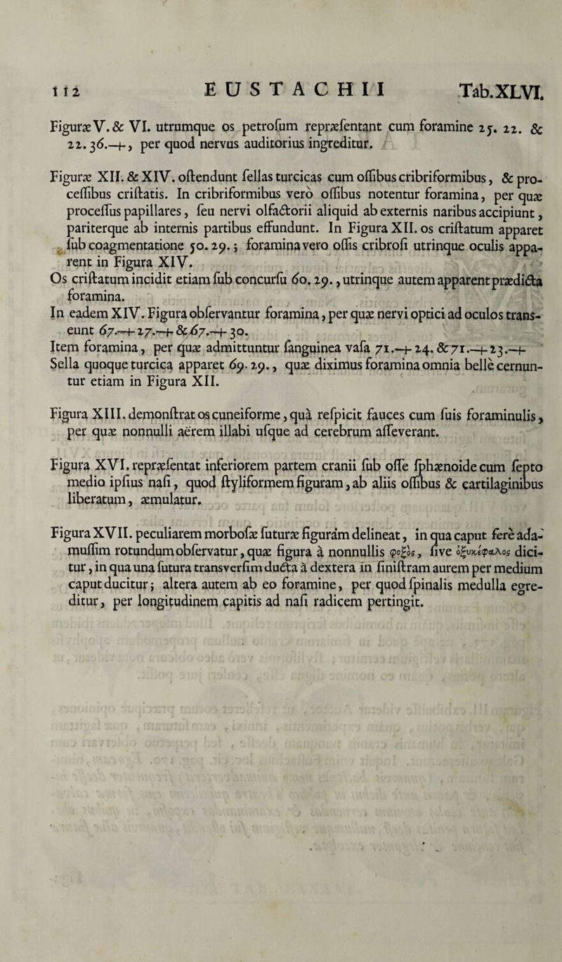 Figurae V.& VI. utrumque os petrofum repraefentant cum foramine 25. 22. & 22.36.—per quod nervus auditorius ingreditur. Figurae XII. & XIV. offendunt fellas turcicas cum offibus cribriformibus, & pro- celTibus criftatis. In cribriformibus vero offibus notentur foramina, per quae proceffius papillares, feu nervi olfa&orii aliquid ab externis naribus accipiunt, pariterque ab internis partibus effundunt. In Figura XII. os criftatum apparet fub coagmentatione 50.29.; foramina vero offis cribrofi utrinque oculis appa¬ rent in Figura XIV. Os criftatum incidit etiam fub concurfu 60.29., utrinque autem apparent praedidta foramina. In eadem XIV. Figura obfervantur foramina, per quae nervi optici ad oculos trans¬ eunt 67.—i-27.—f-30. Item foramina, per quae admittuntur fanguinea vafa 71.—i-24. &71_h2.3.—f- Sella quoque turcica apparet 69.29., quae diximus foramina omnia belle cernun¬ tur etiam in Figura XII. Figura XIII. demonftrat os cuneiforme, qua refpicit fauces cum fuis foraminulis, per quae nonnulli aerem illabi ufque ad cerebrum affeverant. Figura XVI.repraefentat inferiorem partem cranii fub ofle Iphaenoide cum fepto medio ipfius nafi, quod ftyliformem figuram, ab aliis offibus & cartilaginibus liberatum, aemulatur. Figura XVII. peculiarem morbofae futurae figuram delineat, in qua caput fere ada- muffim rotundum obfervatur, quae figura a nonnullis <po£«, fi ve o£vxe<px\os dici¬ tur , in qua una futura transverfim dudta a dextera in finiftram aurem per medium caput ducitur; altera autem ab eo foramine, per quodfpinalis medulla egre¬ ditur, per longitudinem capitis ad nafi radicem pertingit. 1