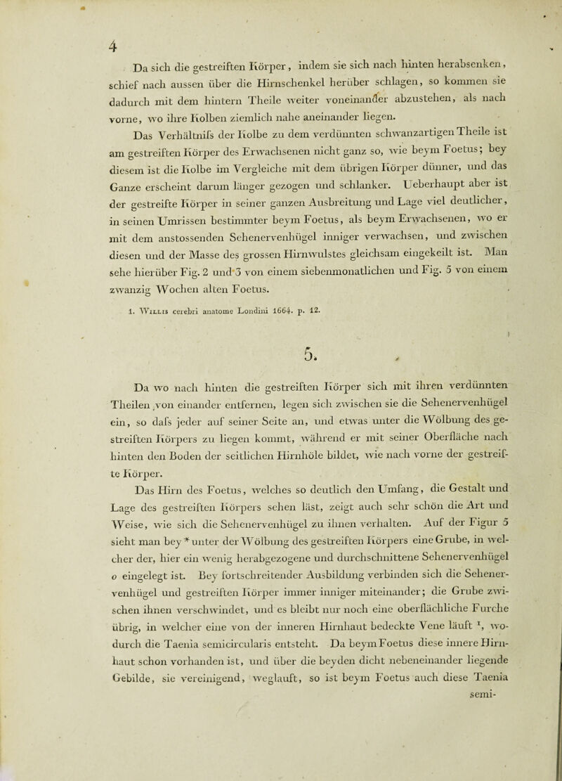 Da sich die gestreiften Körper, indem sie sich nach hinten herabsenken, schief nach aussen über die Hirnschenkel herüber schlagen, so kommen sie dadurch mit dem hintern Tlieile weiter voneinander abzustehen, als nach vorne, wo ihre Kolben ziemlich nahe aneinander liegen. Das Verhältnifs der Kolbe zu dem verdünnten schwanzartigen Theile ist am gestreiften Körper des Erwachsenen nicht ganz so, wie beym Foetus; bey diesem ist die Kolbe im Vergleiche mit dem übrigen Körper dünner, und das Ganze erscheint darum länger gezogen und schlanker. Ueberhaupt aber ist der gestreifte Körper in seiner ganzen Ausbreitung und Lage viel deutlicher, in seinen Umrissen bestimmter beym Foetus, als beym Erwachsenen, wo er mit dem anstossenden Sehenervenhügel inniger verwachsen, und zwischen diesen und der Masse des grossen Hirnwulstes gleichsam eingekeilt ist. Man sehe hierüber Fig. 2 und 3 von einem siebenmonatlichen und Fig. 5 von einem zwanzig- Wochen alten Foetus. O 1. Willis cerebri anatome Londini 1664- p- 12. Da wo nach hinten die gestreiften Körper sich mit ihren verdünnten Theilen von einander entfernen, legen sich zwischen sie die Sehenervenhügel ein, so dafs jeder auf seiner Seite an, und etwas unter die Wölbung des ge¬ streiften Körpers zu liegen kommt, während er mit seiner Oberfläche nach hinten den Boden der seitlichen Hirnhöle bildet, wie nach vorne der gestreif¬ te Körper. Das Hirn des Foetus, welches so deutlich den Umfang, die Gestalt und Lage des gestreiften Körpers sehen läst, zeigt auch sehr schön die Art und Weise, wie sich die Sehenervenhügel zu ihnen verhalten. Auf der Figur 5 sieht man bey * unter der Wölbung des gestreiften Körpers eine Grube, in wel¬ cher der, hier ein wenig herabgezogene und durchschnittene Sehenervenhügel o eingelegt ist. Bey fortschreitender Ausbildung verbinden sich die Sehener- venhügel und gestreiften Körper immer inniger miteinander; die Grube zwi¬ schen ihnen verschwindet, und es bleibt nur noch eine oberflächliche Furche übrig, in welcher eine von der inneren Hirnhaut bedeckte Vene läuft T, wo¬ durch die Taenia semicircularis entsteht. Da beymFoetus diese innere Hirn¬ haut schon vorhanden ist, und über die beyden dicht nebeneinander liegende Gebilde, sie vereinigend, weglauft, so ist beym Foetus auch diese Taenia semi-