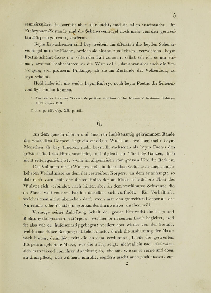 o semicircularis da, zerreist aber sehr leicht, und sie fallen auseinander. Im Embryonen-Zustande sind die Sehenervenhügel noch mehr von den gestreif* ten Körpern getrennt, entfernt. Beym Erwachsenen sind bey weitem am öftersten die beyden Sehener- venhiigel mit der Fläche, welche sie einander zukehren, verwachsen, beym Foetus scheint dieses nur selten der Fall zu seyn, selbst sah ich es nur ein- ' mal, zweimal beobachteten es die Wenzel a, dann war aber auch die Ver¬ einigung von grösserm Umfange, als sie im Zustande der Vollendung zu seyn scheint. Hohl habe ich nie weder beym Embryo noch beym Foetus die Sehener¬ venhügel finden können. 1. Josepiius et Carolus Wenzel de penitiori structura ceiebri hominis et brutorum Tubingae 1812. Caput VIII. 2. 1. c. p. 128. Cap. XII. p. 128. 6. * * An dem ganzen oberen und äusseren hufeisenartig gekrümmten Rande des gestreiften Körpers liegt ein markiger Wulst an, welcher mehr beym Menschen als bey Tliieren, mehr beym Erwachsenen als beym Foetus den grösten Theil des Hirns ausmacht, und obgleich nur Theil des Ganzen, doch nicht selten gemeint ist, wenn im allgemeinen vom grossen Hirn die Rede ist. Das Volumen dieses Wulstes steht in demselben Gehirne in einem umge¬ kehrten Verhältnisse zu dem des gestreiften Körpers, an dem er anhängt; so dafs nach vorne mit der dicken Kolbe der an Masse schwächere Tiieii des Wulstes sich verbindet, nach hinten aber an dem verdünnten Schwänze die an Masse weit reichere Parthie desselben sich, vorfindet. Ein Verhältnifs , welches man nicht übersehen darf, wenn man den gestreiften Körper als das Nutritions oder Verstärkungsorgan des Hirnwulstes ansehen will. Vermöge seiner Anheftung behält der grosse Hirnwulst die Lage und Richtung des gestreiften Körpers, welchen er in seinem Laufe begleitet, und ist also wie er, hufeisenartig gebogen; verliert aber wieder von der Gestalt, welche aus dieser Beugung entstehen miiste, durch die Anhäufung der Masse nach hinten, denn hier tritt die an dem verdünnten Theile des gestreiften Körpers angeheftete Masse, wie die 3 Fig. zeigt, nicht allein nach rückwärts sich erstreckend von ihrer Anheftung ab, ehe sie, wie sie es vorne und oben zu thun pflegt, sich wölbend umrollt, sondern macht auch nach aussen, zur