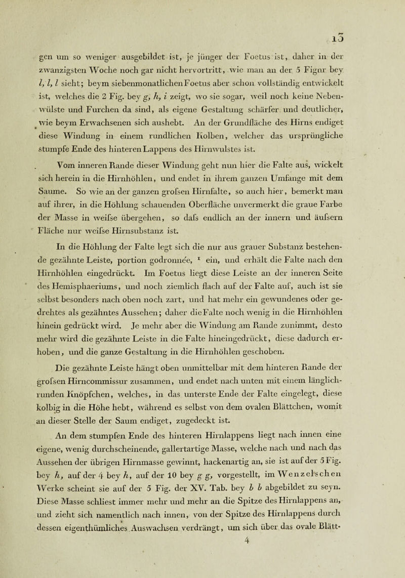 gen um so weniger ausgebildet ist, je jünger der Foetus ist, daher in der zwanzigsten Woche noch gar nicht hervortritt, wie man an der 5 Fignr bey l, ly l sieht; beym siebenmonatlichen Foetus aber schon vollständig entwickelt ist, welches die 2 Fig. bey g, h, i zeigt, wo sie sogar, weil noch keine Neben¬ wülste und Furchen da sind, als eigene Gestaltung schärfer und deutlicher, wie beym Erwachsenen sich aushebt. An der Grundfläche des Hirns endiget diese Windung in einem rundlichen Kolben, welcher das ursprüngliche stumpfe Ende des hinteren Lappens des Hirnwulstes ist. Vom inneren Rande dieser Windung geht nun hier die Falte aus, wickelt sich herein in die Hirnhöhlen, und endet in ihrem ganzen Umfange mit dem Saume. So wie an der ganzen grofsen Hirnfalte, so auch hier, bemerkt man auf ihrer, in die Höhlung schauenden Oberfläche unvermerkt die graue Farbe der Masse in weifse übergehen, so dafs endlich an der innern und äufsern Fläche nur weifse Hirnsubstanz ist. In die Höhlung der Falte legt sich die nur aus grauer Substanz bestehen¬ de gezähnte Leiste, portion godronne'e, 1 ein, und erhält die Falte nach den Hirnhöhlen eingedrückt. Im Foetus liegt diese Leiste an der inneren Seite des Hemisphaeriums, und noch ziemlich flach auf der Falte auf, auch ist sie selbst besonders nach oben noch zart, und hat mehr ein gewundenes oder ge¬ drehtes als gezähntes Aussehen; daher die Falte noch wenig in die Hirnhöhlen hinein gedrückt wird. Je mehr aber die Windung am Rande zunimmt, desto mehr wird die gezähnte Leiste in die Falte hineingedrückt, diese dadurch er¬ hoben , und die ganze Gestaltung in die Hirnhöhlen geschoben. Die gezähnte Leiste hängt oben unmittelbar mit dem hinteren R.ande der grofsen Hirncommissur zusammen, und endet nach unten mit einem länglich¬ runden Knöpfchen, welches, in das unterste Ende der Falte eingelegt, diese kolbig in die Höhe hebt, während es selbst von dem ovalen Blättchen, womit an dieser Stelle der Saum endiget, zugedeckt ist. An dem stumpfen Ende des hinteren Hirnlappens liegt nach innen eine eigene, wenig durchscheinende, gallertartige Masse, welche nach und nach das Aussehen der übrigen Hirnmasse gewinnt, hackenartig an, sie ist auf der 5 ! ig. bey hy auf der 4 bey h, auf der 10 bey g g? vorgestellt, im Wenzel sehen Werke scheint sie auf der 5 Fig. der XV. Tab. bey b b abgebildet zu seyn. Diese Masse schliest immer mehr und mehr an die Spitze des Hirnlappens an, und zieht sich namentlich nach innen, von der Spitze des Hirnlappens durch dessen eigentümliches Auswachsen verdrängt, um sich über das ovale Blätt*
