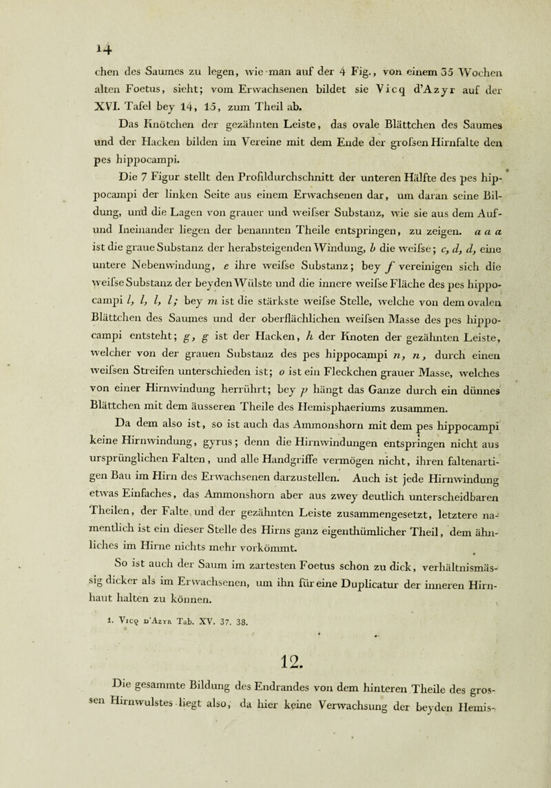 alten Foetus, sieht; vom Erwachsenen bildet sie Vicq d’Azyr auf der XVI. Tafel bey 14, 15, zum Theil ab. Das Knötchen der gezähnten Leiste, das ovale Blättchen des Saumes % - • , und der Hacken bilden im Vereine mit dem Ende der grofsen Hirnfalte den pes hippocampi. Die 7 Figur stellt den Profddurchschnitt der unteren Hälfte des pes hip- * • pocampi der linken Seite aus einem Erwachsenen dar, um daran seine Bil¬ dung, und die Lagen von grauer und weifser Substanz, wie sie aus dem Auf- und Ineinander liegen der benannten Theile entspringen, zu zeigen, a a a ist die graue Substanz der herabsteigenden Windung, b die weifse; c, d, ä, eine untere Nebenwindung, e ihre weifse Substanz; bey f vereinigen sich die weifse Substanz der beyden Wülste und die innere weifse Fläche des pes hippo¬ campi l, l, l, l; bey m ist die stärkste weifse Stelle, welche von dem ovalen Blättchen des Saumes und der oberflächlichen weifsen Masse des pes hippo¬ campi entsteht; g, g ist der Hacken, h der Knoten der gezähnten Leiste, welcher von der grauen Substanz des pes hippocampi n, n, durch einen weifsen Streifen unterschieden ist; o ist ein Fleckchen grauer Masse, welches von einer Hirnwindung herrührt; bey j> hängt das Ganze durch ein dünnes Blättchen mit dem äusseren Theile des Hemisphaeriums zusammen. Da dem also ist, so ist auch das Ammonshorn mit dem pes hippocampi keine Hirnwindung, gyrus; denn die Hirnwindungen entspringen nicht aus ursprünglichen Falten, und alle Handgriffe vermögen nicht, ihren faltenarti¬ gen Bau im Hirn des Erwachsenen darzustellen. Auch ist jede Hirnwindung etwas Einfaches, das Ammonshorn aber aus zwey deutlich unterscheidbaren Theilen, der Falte und der gezähnten Leiste zusammengesetzt, letztere na¬ mentlich ist ein dieser Stelle des Hirns ganz eigenthiimlicher Theil, dem ähn¬ liches im Hirne nichts mehr vorkömmt. So ist auch der Saum im zartesten Foetus schon zu dick, verhältnismäs¬ sig dicker als im Erwachsenen, um ihn für eine Duplicatur der inneren Hirn¬ haut halten zu können. 1. Vic<? d’Azyr Tab. XV. 37. 38. 12. Die gesammte Bildung des Endrandes von dem hinteren Theile des gros¬ sen Hirnwulstes liegt also, da hier keine Verwachsung der beyden Hemis-.