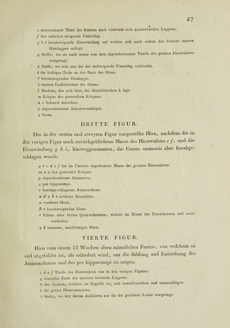 e unversehrter Theil des hintern nach vorwärts sich erstreckenden Lappens. f der aufwärts steigende Umschlag. g h i herabsteigende Hirnwindung auf welche sich nach aufsen der hintere untere Hirnlappen auflegt. g Stelle, wo sie nach innen von dem abgeschnittenen Theile des grofsen Ilirnwulstes entspringt. h Stelle, wo sich mit ihr der aufsteigende Umschlag verbindet. i ihr kolbiges Ende an der Basis des Hirns. * herabsteigender Hirnlappe. k breites Endblättchen des Säums. I Hacken, der sich über das Markblättchen k legt. m Körper des gestreiften Körpers. n o Schweif defselben. p abgeschnittener Sehenervenhügel. q Saum. DRITTE FIGUR. Das in der ersten und zweyten Figur vorgestellte Hirn, nachdem die in der vorigen Figur noch zurückgebliebene Masse des Hirnwulstes e f , und die Hirnwindung g h i, hinweggenommen, das Cornu ammonis aber herabge- schlasien wurde. O a b c d e f die im Umrisse angedeutete Masse des grofsen Hirnwulstes, m n o der gestreifte Körper. p abgeschnittener Sehenerve. q pes hippocampi. r herabgeschlagenes Ammonshörn. ct, ß y & £ seitliche Hirnhöhle, a vorderes Horn. . . i ß t herabsteigendes Horn. Falten oder kleine Querwülstchen, welche im Hirne des Erwachsenen sich nicht vorfinden. y & hinteres, sackförmiges Horn. VIERTE FIGUR. Hirn vom einem 25 Wochen alten männlichen Foetus, von welchem so viel abgebildet ist, als erfordert wird, um die Bildung und Entstehung des Ammonshorns und des pes hippocampi zu zeigen. c d e f Theile des Hirnwulstes wie in den vorigen Figuren. g stumpfes Ende des unteren hinteren Lappens. h der Hacken, welcher im Begriffe ist, sich heraufzuziehen und umzuschlagen. i die grofse Hirncommissur. k Stelle, wo bey ihrem Aufhören aus ihr die gezähnte Leiste entspringt.
