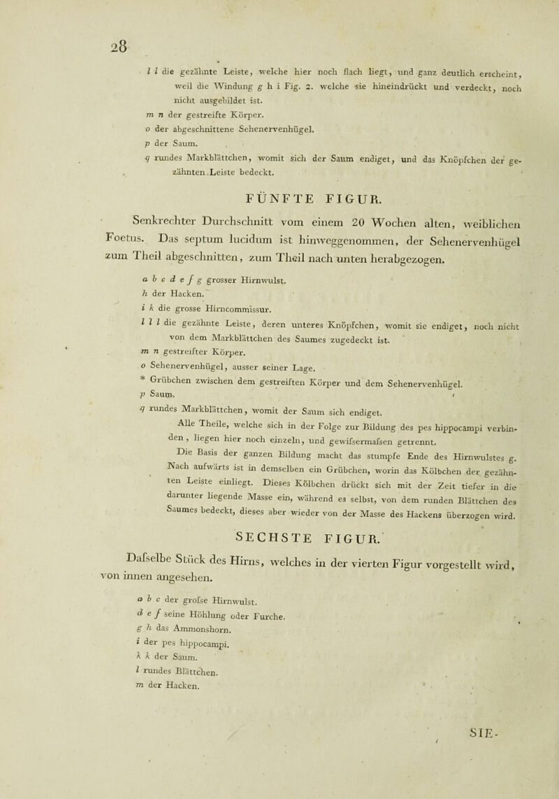 l l die gezähnte Leiste, welche hier noch flach liegt, und ganz deutlich erscheint, weil die Windung g hi Fig. 2. welche sie hineindrückt und verdeckt, noch nicht ausgebildet ist. m n der gestreifte Körper. o der abgeschnittene Sehenervenhügel. p der Saum. q rundes Markblättchen, womit sich der Saum endiget, und das Knöpfchen der ge¬ zähnten Leiste bedeckt. FÜNFTE FIGUR. Senkrechter Durchschnitt vom einem 20 Wochen alten, weiblichen Foetus. Das septum lucidum ist hinweggenommen, der Sehenervenhügel zum Fheil abgeschnitten, zum Theil nach unten herabgezogen. a b c d e f g grosser Hirnwulst. h der Hacken. i k die grosse Hirncommissur. I l l die gezähnte Leiste, deren unteres Knöpfchen, womit sie endiget, noch nicht von dem Markblättchen des Saumes zugedeckt ist. tti n gestreifter Körper. o Sehenervenhügel, ausser seiner Lage. * Grübchen zwischen dem gestreiften Körper und dem Sehenervenhügel. p Saum. i q rundes Markblättchen, womit der Saum sich endiget. Alle Theile, welche sich in der Folge zur Bildung des pes hippocampi verbin¬ den , liegen hier noch einzeln, und gewifsermafsen getrennt. Die Basis der ganzen Bildung macht das stumpfe Ende des Hirnwulstes g. Nach aufwärts ist in demselben ein Grübchen, worin das Kölbchen der gezähn¬ ten Leiste einliegt. Dieses Kölbchen drückt sich mit der Zeit tiefer in die darunter liegende Masse ein, während es selbst, von dem runden Blättchen des Saumes bedeckt, dieses aber wieder von der Masse des Hackens überzogen wird. SECHSTE FIGUR. Dafselbe Stück des Hirns, welches in der vierten Figur vorgestellt wird, von innen angesehen. a b c der grofse Hirnwulst. d e f seine Höhlung oder Furche. g h das Ammonshorn. * der pes hippocampi. k k der Saum. I rundes Blättchen. m der Hacken. ' • / SIE-