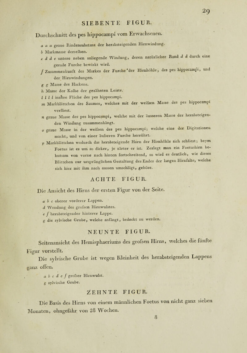 SIEBENTE FIGUR. Durchschnitt des pes hippocampi vom Erwachsenen. a a a graue Rindensubstanz der herabsteigenden Hirnwindung. b Markmasse derselben. c d d e untere neben anliegende Windung, deren natürlicher Rand d d durch eine gerade Furche bewirkt wird. / Zusammenkunft des Markes der Furche*der Hirnhöhle, des pes hippocampi, und der Hirnwindungen. g g Masse des Hackens. h Masse der Kolbe der gezähnten Leiste. I l l l inhbre Fläche des pes hippocampi. m Markblättchen des Saumes, welches mit der weifsen Masse des pes hippocampi verfliest. n graue Masse des pes hippocampi, welche mit der äusseren Masse der herabsteigen¬ den Windung zusammenhängt. - * o graue Masse in der weifsen des pes hippocampi; welche eine der Dotationen macht, und von einer äufseren Furche herrührt. p Markblättchen wodurch das herabsteigende Horn der Hirnhöhle sich schliest; beym Foetus ist es um so dicker, je zärter er ist. Zerlegt man ein Foetushirn be¬ hutsam von vorne nach hinten fortschreitend, so wird es deutlich, wie dieses Blättchen zur ursprünglichen Gestaltung des Endes der langen Hirnfalte, welche sich hier mit ihm nach aussen umschlägt, gehöre. ACHTE FIGUR. Die Ansicht des Hirns der ersten Figur von der Seite. a b c oberer vorderer Lappen. d Wendung des grofsen Hirnwulstes. e f herabsteigender hinterer Lappe. g die sylvische Grube, welche anfängt, bedeckt zu werden. NEUNTE FIGUR. Seitenansicht des Hemisphaeriums des grofsen Hirns, welches die fünfte Figur vor stellt. Die sylvische Grube ist wegen Kleinheit des herabsteigenden Lappens ganz offen. a b c d e f grofser Hirnwulst. g sylvische Grube. Zehnte figur. Die Basis des Hirns von einem männlichen Foetus von nicht ganz sieben Monaten, ohngefähr von 28 Wochen. 8