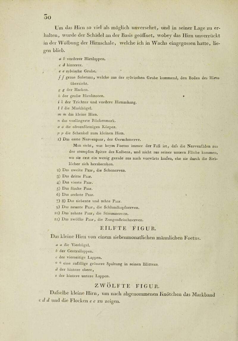 oo Um das Hirn so viel als möglich unversehrt,, und in seiner Lage zu er¬ halten, wurde der Schädel an der Basis geöffnet, wobey das Hirn unverrückt in der Wölbung der Hirnschale, welche ich in Wachs eingegossen hatte, lie¬ gen blieb. a b vorderer Hirnlappen. c d hinterer. e e sylvische Grube. f f graue Substanz, welche aus der sylvischen Grube kommend, den Boden des Hirns überzieht. g g der Hacken. h der grofse Hirnknoten. • i k der Trichter und vordere Hirnanhang. I l die Markhügel. m m das kleine Hirn. 72 das verlängerte Rückenmark. o o die olivenförmigen Körper. p p die Schenkel zum kleinen Hirn. 1) Das erste Nervenpaar, der Geruchsnerve. I Man sieht, was beym Foetus immer der Fall ist, dafs die Nervenfäden aus der stumpfen Spitze des Kolbens, und nicht aus seiner untern Fläche kommen, wo sie erst ein wenig gerade aus nach vorwärts laufen, ehe sie durch die Sieb¬ löcher sich herabsenken. 2) Das zweite Paar, die Sehenerven. 3) Das dritte Paar. 4) Das vierte Paar. 5) Das fünfte Paar. 6) Das sechste Paar. 1 7) 8) Das siebente und achte Paar. 9) Das neunte Paar, die Schlundkopfnerven. 10) Das zehnte Paar, die Stimmnerven. 11) Das zwölfte Paar, die Zungenfleischnerven. EILFTE FIGUR. Das kleine Hirn von einem siebenmonatlichen männlichen Foetus. a a die Yierhügel. b der Centrallappen. c der vierseitige Lappen. w eine zufällige grössere Spaltung in seinen Blättern. d der hintere obere, e der hintere untere Lappen. / ZWÖLFTE FIGUR. Dafselbe kleine Hirn, um nach abgenommenen Knötchen das Markband c (1 d und che Flocken e e zu zeigen. D