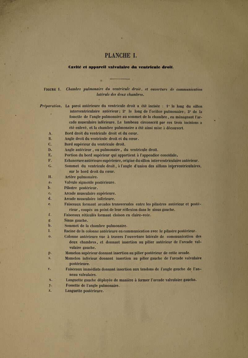 Cavité et appareil valvulaire du ventricule droit. Figure 1. Chambre pulmonaire du ventricule droit, et ouverture de communication latérale des deux chambres. Préparation. La paroi antérieure du ventricule droit a été incisée : 1° le long du sillon interventriculaire antérieur ; 2° le long de l’orifice pulmonaire ; 3° de la fossette de l’angle pulmonaire au sommet de la chambre , en ménageant l’ar¬ cade musculaire inférieure. Le lambeau circonscrit par ces trois incisions a été enlevé, et la chambre pulmonaire a été ainsi mise à découvert. A. Bord droit du ventricule droit et du cœur. B. Angle droit du ventricule droit et du cœur. C. Bord supérieur du ventricule droit. D. Angle antérieur , ou pulmonaire, du ventricule droit. E. Portion du bord supérieur qui appartient à l’appendice conoïdale. F. Echancrure antérieure supérieure, origine du sillon interventriculaire antérieur. G. Sommet du ventricule droit, à l’angle d’union des sillons interventriculaires, sur le bord droit du cœur. H. Artère pulmonaire. a. Valvule sigmoïde postérieure. b. Pilastre postérieur. c. Arcade musculaire supérieure. d. Arcade musculaire inférieure. e. Faisceaux formant arcades transversales entre les pilastres antérieur et posté¬ rieur , coupés au point de leur réflexion dans le sinus gauche. f. Faisceaux réticulés formant cloison en claire-voie. g. Sinus gauche. h. Sommet de la chambre pulmonaire. I. Racine de la colonne antérieure en communication avec le pilastre postérieur. o. Colonne antérieure vue à travers l’ouverture latérale de communication des deux chambres, et donnant insertion au pilier antérieur de l’arcade val¬ vulaire gauche. p. Mamelon supérieur donnant insertion au pilier postérieur de cette arcade. s. Mamelon inférieur donnant insertion au pilier gauche de l’arcade valvulaire postérieure. v. Faisceaux immédiats donnant insertion aux tendons de l’angle gauche de l’an¬ neau valvulaire. x. Languette gauche déployée de manière à former l’arcade valvulaire gauche. y. Fossette de l’angle pulmonaire. z. Languette postérieure.