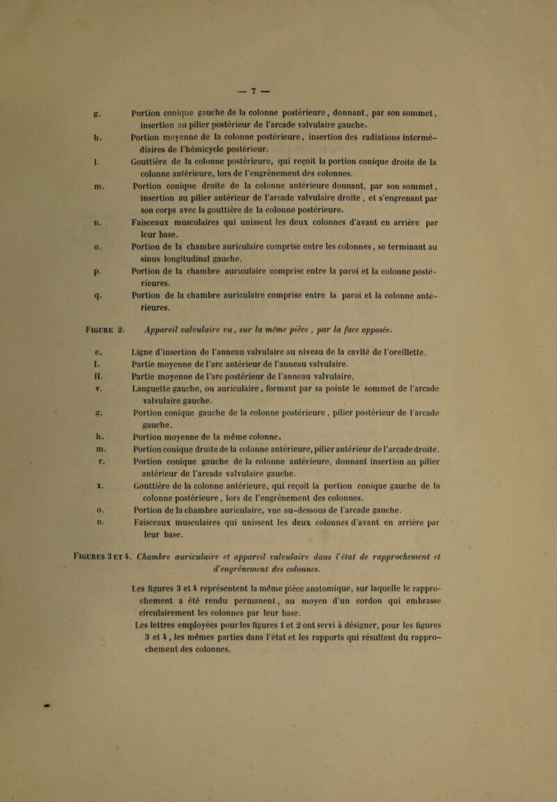 g. Portion conique gauche de la colonne postérieure, donnant, par son sommet, insertion au pilier postérieur de l’arcade valvulaire gauche. h. Portion moyenne de la colonne postérieure, insertion des radiations intermé¬ diaires de l’hémicycle postérieur. l. Gouttière de la colonne postérieure, qui reçoit la portion conique droite de la colonne antérieure, lors de l’engrènement des colonnes. m. Portion conique droite de la colonne antérieure donnant, par son sommet, insertion au pilier antérieur de l’arcade valvulaire droite , et s’engrenant par son corps avec la gouttière de la colonne postérieure. n. Faisceaux musculaires qui unissent les deux colonnes d’avant en arrière par leur base. o. Portion de la chambre auriculaire comprise entre les colonnes, se terminant au sinus longitudinal gauche. p. Portion de la chambre auriculaire comprise entre la paroi et la colonne posté¬ rieures. q. Portion de la chambre auriculaire comprise entre la paroi et la colonne anté¬ rieures. Figure 2. Appareil valvulaire vu, sur la même pièce , par la face opposée. e. Ligne d’insertion de l’anneau valvulaire au niveau de la cavité de l’oreillette. l. Partie moyenne de l’arc antérieur de l’anneau valvulaire. H. Partie moyenne de l’arc postérieur de l’anneau valvulaire, v. Languette gauche, ou auriculaire , formant par sa pointe le sommet de l’arcade valvulaire gauche. g. Portion conique gauche de la colonne postérieure , pilier postérieur de l’arcade gauche. h. Portion moyenne de la môme colonne. m. Portion conique droitedela colonne antérieure,pilicrantérieurdel’arcadedroite. r. Portion conique gauche de la colonne antérieure, donnant insertion au pilier antérieur de l’arcade valvulaire gauche. x. Gouttière de la colonne antérieure, qui reçoit la portion conique gauche de la colonne postérieure , lors de l’engrènement des colonnes, o. Portion de la chambre auriculaire, vue au-dessous de l’arcade gauche. n. Faisceaux musculaires qui unissent les deux colonnes d’avant en arrière par leur base. Figures 3 et 4. Chambre auriculaire et appareil valvulaire dans l’état de rapprochement et d’engrènement des colonnes. Les figures 3 et 4 représentent la même pièce anatomique, sur laquelle le rappro¬ chement a été rendu permanent, au moyen d’un cordon qui embrasse circulairement les colonnes par leur base. Les lettres employées pour les figures 1 et 2 ont servi à désigner, pour les figures 3 et 4 , les mêmes parties dans l’état et les rapports qui résultent du rappro¬ chement des colonnes.