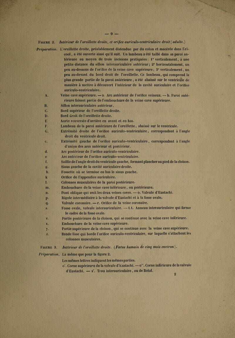 Figure 2. Préparation. A. B. C. L). E F. G. c. d. e f. h. k I. m. n. P- q- s. V. X. y- Z. Figure 3. Intérieur de V oreillette droite, et orifice auriculo-ventriculaire droit {adulte.) L’oreillette droite, préalablement distendue par du coton et macérée dans l’el- cool, a été ouverte ainsi qu’il suit. Un lambeau a été taillé dans sa paroi an¬ térieure au moyen de trois incisions pratiquées: 1° verticalement, aune petite distance du sillon interauriculaire antérieur; 2° horizontalement, un peu au-dessous de l’orifice de la veine cave supérieure; 3° verticalement, un peu au-devant du bord droit de l’oreillette. Ce lambeau, qui comprend la plus grande partie de la paroi antérieure , a été abaissé sur le ventricule de manière à mettre à découvert l’intérieur de la cavité auriculaire et l’orifice auriculo-ventriculaire. Veine cave supérieure. — a. Arc antérieur de l’orifice veineux. — b. Paroi anté¬ rieure faisant partie de l’embouchure de la veine cave supérieure. Sillon interauriculaire antérieur. Bord supérieur de l’oreillette droite. Bord droit de l’oreillette droite. Aorte renversée d’arrière en avant et en bas. Lambeau delà paroi antérieure de l’oreillette, abaissé sur le ventricule. Extrémité droite de l’orifice auriculo-ventriculaire, correspondant à l’angle droit du ventricule droit. Extrémité gauche de l’orifice auriculo-ventriculaire, correspondant à l'angle d'union des arcs antérieur et postérieur. Arc postérieur de l’orifice auriculo-ventriculaire. Arc antérieur de l’orifice auriculo-ventriculaire. Saillie de l’angle droit du ventricule gauche, formant plancher au pied de la cloison. Sinus gauche de la cavité auriculaire droite. Fossette où se termine en bas le sinus gauche. Orifice de l’appendice auriculaire. Colonnes musculaires de la paroi postérieure. Embouchure delà veine cave inférieure, ou postérieure. Pont oblique qui unit les deux veines caves. — o. Valvule d’Eustachi. Rigole intermédiaire à la valvule d’Eustachi et à la fosse ovale. Valvule coronaire. — r. Orifice de la veine coronaire. Fosse ovale, valvule interauriculaire. — t t. Anneau interauriculaire qui forme le cadre delà fosse ovale. Partie postérieure de la cloison, qui se continue avec la veine cave inférieure. Embouchure de la veine cave supérieure. Partie supérieure de la cloison , qui se continue avec la veine cave supérieure. Bande lisse qui borde l’orifice auriculo-ventriculaire, sur laquelle s'attachent les colonnes musculaires. Intérieur de l'oreillette droite. (Fœtus humain de cinq mois environ). Préparation. La même que pour la figure 2. Les mêmes lettres indiquent les mêmes parties. o’. Corne supérieur de la valvule d’Eustachi. — o”. Corne inférieure delà valvule d’Eustachi. —s’. Trou interauriculaire, ou de Botal. 2