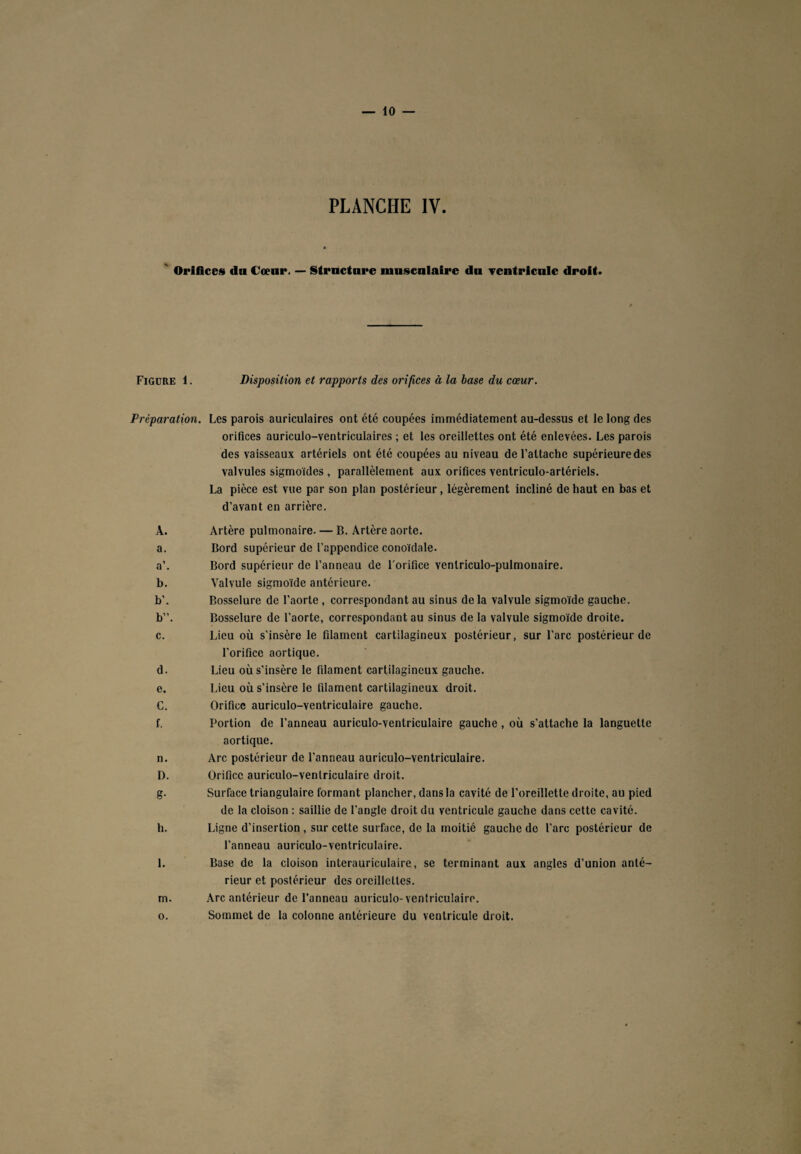 PLANCHE IV. Orifices du Cœur. — Structure musculaire du ventricule droit. Figure 1. Disposition et rapports des orifices à la base du cœur. Préparation. Les parois auriculaires ont été coupées immédiatement au-dessus et le long des orifices auriculo-ventriculaires ; et les oreillettes ont été enlevées. Les parois des vaisseaux artériels ont été coupées au niveau de l’attache supérieuredes valvules sigmoïdes , parallèlement aux orifices ventriculo-artériels. La pièce est vue par son plan postérieur, légèrement incliné de haut en bas et d’avant en arrière. A. Artère pulmonaire. — B. Artère aorte. a. Bord supérieur de l’appendice conoïdale. a’. Bord supérieur de l’anneau de l'orifice venlriculo-pulmonaire. b. Valvule sigmoïde antérieure. b’. Bosselure de l’aorte , correspondant au sinus de la valvule sigmoïde gauche, b”. Bosselure de l’aorte, correspondant au sinus de la valvule sigmoïde droite. c. Lieu où s’insère le filament cartilagineux postérieur, sur l’arc postérieur de l’orifice aortique. d. Lieu où s’insère le filament cartilagineux gauche. e. Lieu où s’insère le filament cartilagineux droit. C. Orifice auriculo-ventriculaire gauche. f. Portion de l’anneau auriculo-ventriculaire gauche , où s’attache la languette aortique. n. Arc postérieur de l’anneau auriculo-ventriculaire. D. Orifice auriculo-ventriculaire droit. g. Surface triangulaire formant plancher, dans la cavité de l’oreillette droite, au pied de la cloison : saillie de l’angle droit du ventricule gauche dans cette cavité. h. Ligne d’insertion , sur cette surface, de la moitié gauche de l’arc postérieur de l’anneau auriculo-ventriculaire. l. Base de la cloison interauriculaire, se terminant aux angles d’union anté¬ rieur et postérieur des oreillettes. m. Arc antérieur de l’anneau auriculo-ventriculaire. o. Sommet de la colonne antérieure du ventricule droit.
