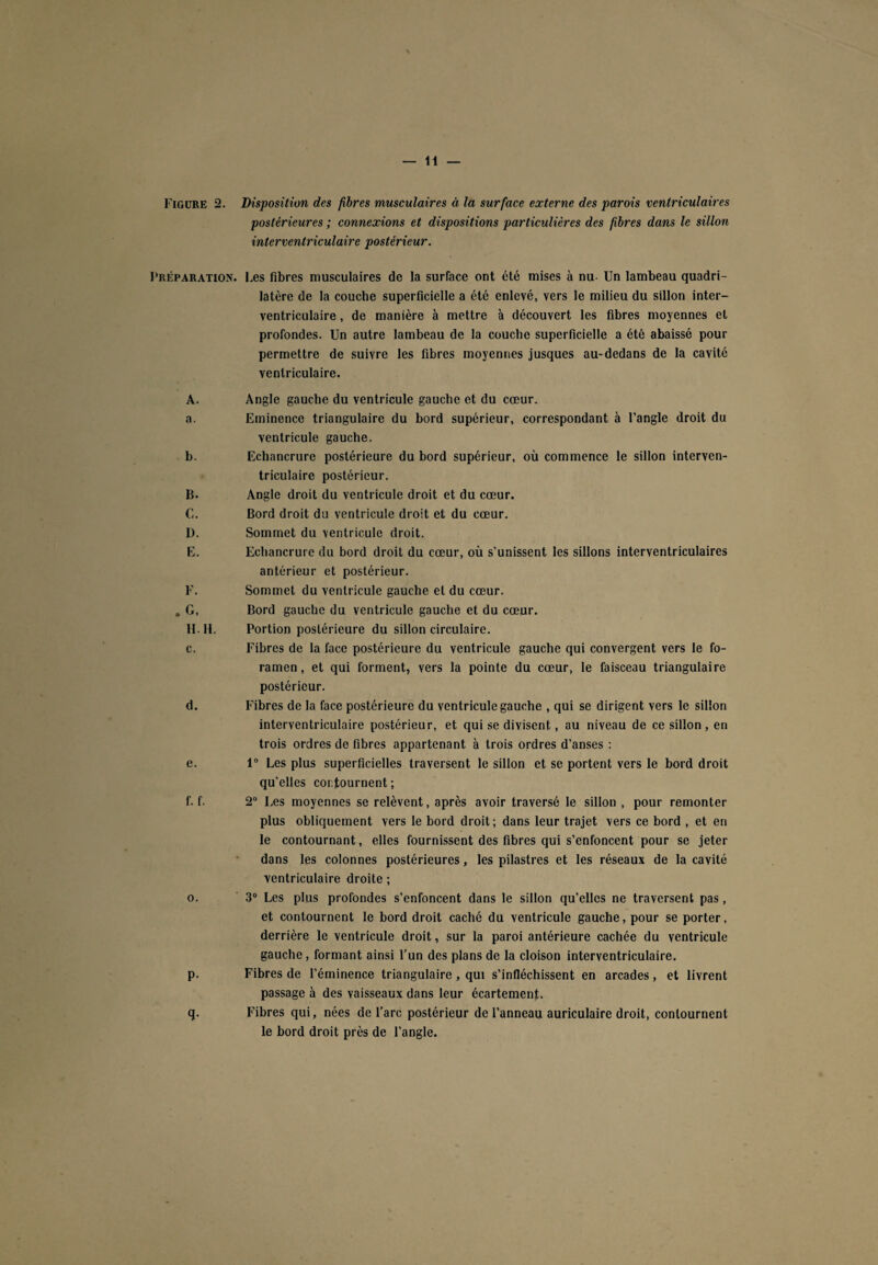 ]‘RÉPARATION A. a. b. B. C. D. E. F. .G, H. H. c. d. e. f. f. o. P- q- — 11 — postérieures ; connexions et dispositions particulières des fibres dans le sillon interventriculaire postérieur. . Les fibres musculaires de la surface ont été mises à nu- Un lambeau quadri¬ latère de la couche superficielle a été enlevé, vers le milieu du sillon inter¬ ventriculaire , de manière à mettre à découvert les fibres moyennes et profondes. Un autre lambeau de la couche superficielle a été abaissé pour permettre de suivre les fibres moyennes jusques au-dedans de la cavité ventriculaire. Angle gauche du ventricule gauche et du cœur. Eminence triangulaire du bord supérieur, correspondant à l’angle droit du ventricule gauche. Echancrure postérieure du bord supérieur, où commence le sillon interven¬ triculaire postérieur. Angle droit du ventricule droit et du cœur. Bord droit du ventricule droit et du cœur. Sommet du ventricule droit. Echancrure du bord droit du cœur, où s’unissent les sillons interventriculaires antérieur et postérieur. Sommet du ventricule gauche et du cœur. Bord gauche du ventricule gauche et du cœur. Portion postérieure du sillon circulaire. Fibres de la face postérieure du ventricule gauche qui convergent vers le fo¬ ramen, et qui forment, vers la pointe du cœur, le faisceau triangulaire postérieur. Fibres de la face postérieure du ventricule gauche , qui se dirigent vers le sillon interventriculaire postérieur, et qui se divisent, au niveau de ce sillon , en trois ordres de fibres appartenant à trois ordres d’anses : 1° Les plus superficielles traversent le sillon et se portent vers le bord droit qu’elles contournent ; 2° Les moyennes se relèvent, après avoir traversé le sillon , pour remonter plus obliquement vers le bord droit; dans leur trajet vers ce bord , et en le contournant, elles fournissent des fibres qui s’enfoncent pour se jeter dans les colonnes postérieures, les pilastres et les réseaux de la cavité ventriculaire droite ; 3° Les plus profondes s’enfoncent dans le sillon qu’elles ne traversent pas, et contournent le bord droit caché du ventricule gauche, pour se porter, derrière le ventricule droit, sur la paroi antérieure cachée du ventricule gauche, formant ainsi l’un des plans de la cloison interventriculaire. Fibres de l’éminence triangulaire , qui s’infléchissent en arcades, et livrent passage à des vaisseaux dans leur écartement. Fibres qui, nées de l’arc postérieur de l’anneau auriculaire droit, contournent le bord droit près de l’angle.