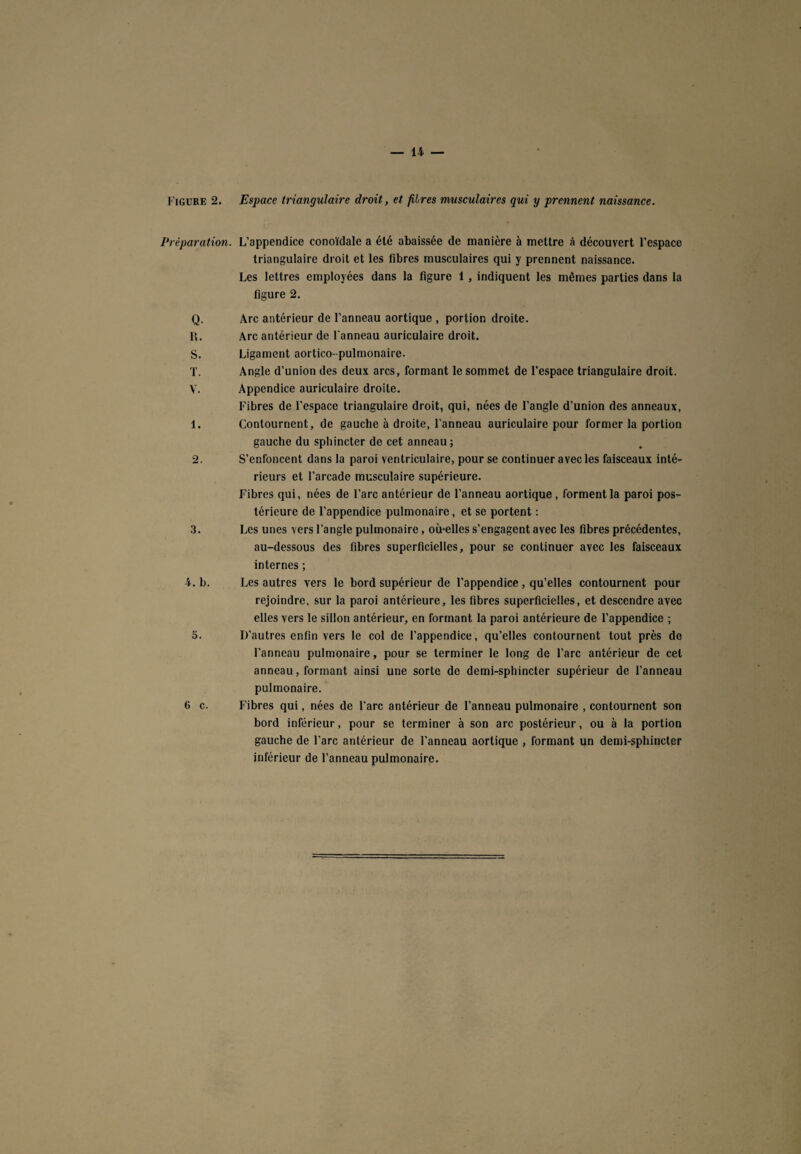 Préparation. L’appendice conoïdale a été abaissée de manière à mettre à découvert l’espace triangulaire droit et les fibres musculaires qui y prennent naissance. Les lettres employées dans la figure 1, indiquent les mêmes parties dans la figure 2. Q. Arc antérieur de l’anneau aortique , portion droite. R. Arc antérieur de l’anneau auriculaire droit. S. Ligament aortico- pulmonaire. T. Angle d’union des deux arcs, formant le sommet de l’espace triangulaire droit. V. Appendice auriculaire droite. Fibres de l’espace triangulaire droit, qui, nées de l’angle d’union des anneaux, 1. Contournent, de gauche à droite, l’anneau auriculaire pour former la portion gauche du sphincter de cet anneau ; 2. S’enfoncent dans la paroi ventriculaire, pour se continuer avec les faisceaux inté¬ rieurs et l’arcade musculaire supérieure. Fibres qui, nées de l’arc antérieur de l’anneau aortique, forment la paroi pos¬ térieure de l’appendice pulmonaire, et se portent : 3. Les unes vers l'angle pulmonaire, où-elles s’engagent avec les fibres précédentes, au-dessous des fibres superficielles, pour se continuer avec les faisceaux internes ; 4. b. Les autres vers le bord supérieur de l’appendice , qu’elles contournent pour rejoindre, sur la paroi antérieure, les fibres superficielles, et descendre avec elles vers le sillon antérieur, en formant la paroi antérieure de l’appendice ; 5. D’autres enfin vers le col de l’appendice, qu’elles contournent tout près de l’anneau pulmonaire, pour se terminer le long de l’arc antérieur de cet anneau, formant ainsi une sorte de demi-sphincter supérieur de l’anneau pulmonaire. 6 c. Fibres qui, nées de l’arc antérieur de l’anneau pulmonaire , contournent son bord inférieur, pour se terminer à son arc postérieur, ou à la portion gauche de l’arc antérieur de l’anneau aortique , formant un demi-sphincter inférieur de l’anneau pulmonaire.