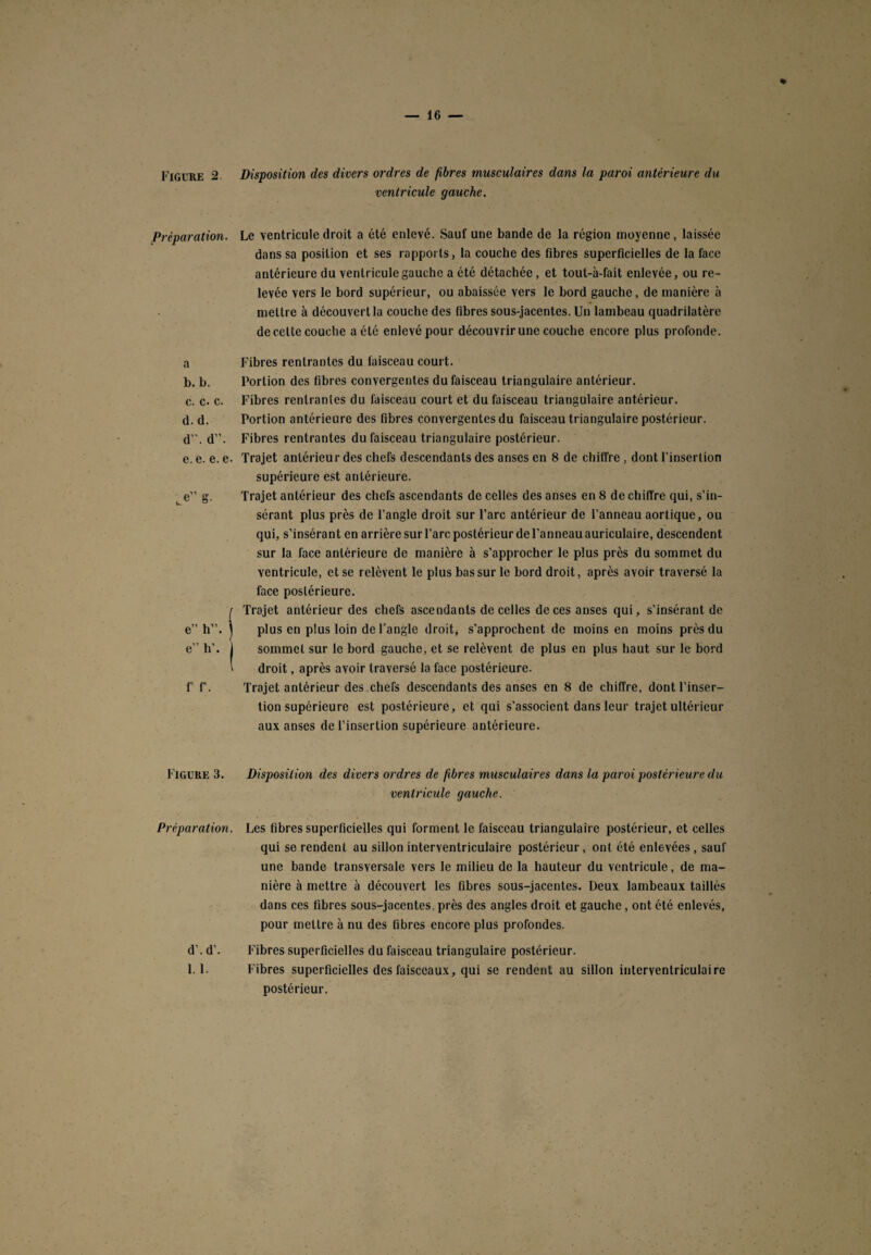 Préparation. a b. b. c. c. c. d. d. d”. d’’. e. e. e. e. e g. i e” h”, j e” h’. J f’ f. Figure 3. Préparation. d’. d’. 1. 1. ventricule gauche. Le ventricule droit a été enlevé. Sauf une bande de la région moyenne, laissée dans sa position et ses rapports, la couche des fibres superficielles de la face antérieure du ventricule gauche a été détachée, et tout-à-fait enlevée, ou re¬ levée vers le bord supérieur, ou abaissée vers le bord gauche, de manière à mettre à découvert la couche des fibres sous-jacentes. Un lambeau quadrilatère de cette couche a été enlevé pour découvrir une couche encore plus profonde. Fibres rentrantes du faisceau court. Portion des fibres convergentes du faisceau triangulaire antérieur. Fibres rentrantes du faisceau court et du faisceau triangulaire antérieur. Portion antérieure des fibres convergentes du faisceau triangulaire postérieur. Fibres rentrantes du faisceau triangulaire postérieur. Trajet antérieur des chefs descendants des anses en 8 de chiffre , dont l’insertion supérieure est antérieure. Trajet antérieur des chefs ascendants de celles des anses en 8 de chiffre qui, s’in¬ sérant plus près de l’angle droit sur l’arc antérieur de l’anneau aortique, ou qui, s’insérant en arrière sur l’arc postérieur de l’anneau auriculaire, descendent sur la face antérieure de manière à s’approcher le plus près du sommet du ventricule, et se relèvent le plus bas sur le bord droit, après avoir traversé la face postérieure. Trajet antérieur des chefs ascendants de celles de ces anses qui, s’insérant de plus en plus loin de l’angle droit, s'approchent de moins en moins près du sommet sur le bord gauche, et se relèvent de plus en plus haut sur le bord droit, après avoir traversé la face postérieure. Trajet antérieur des chefs descendants des anses en 8 de chiffre, dont l’inser¬ tion supérieure est postérieure, et qui s’associent dans leur trajet ultérieur aux anses de l’insertion supérieure antérieure. Disposition des divers ordres de fibres musculaires dans la paroi postérieure du ventricule gauche. Les fibres superficielles qui forment le faisceau triangulaire postérieur, et celles qui se rendent au sillon interventriculaire postérieur , ont été enlevées , sauf une bande transversale vers le milieu de la hauteur du ventricule, de ma¬ nière à mettre à découvert les fibres sous-jacentes. Deux lambeaux taillés dans ces fibres sous-jacentes, près des angles droit et gauche, ont été enlevés, pour mettre à nu des fibres encore plus profondes. Fibres superficielles du faisceau triangulaire postérieur. Fibres superficielles des faisceaux, qui se rendent au sillon interventriculaire postérieur.