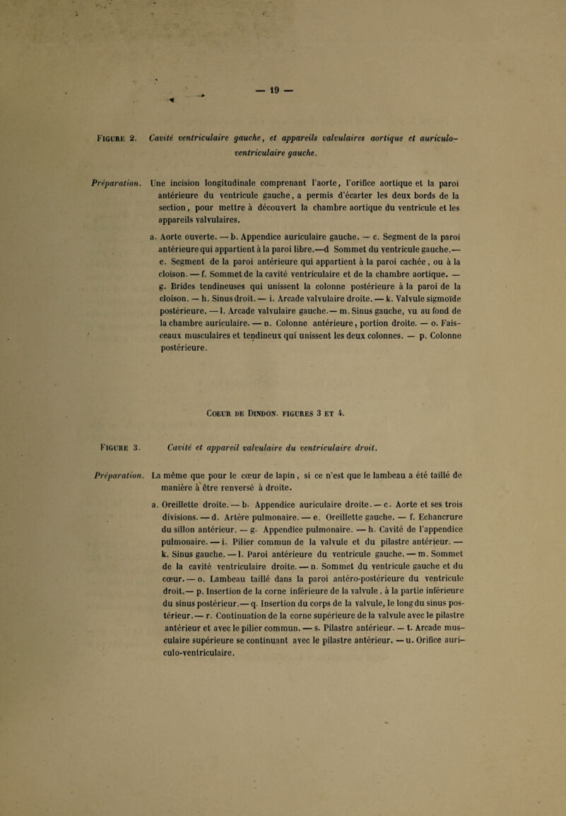 Figure 2. Préparation. Figure 3. Préparation Cavité ventriculaire gauche, et appareils valvulaires aortique et auriculo- ventriculaire gauche. Une incision longitudinale comprenant l’aorte, l’orifice aortique et la paroi antérieure du ventricule gauche, a permis d’écarter les deux bords de la section, pour mettre à découvert la chambre aortique du ventricule et les appareils valvulaires. a. Aorte ouverte. —b. Appendice auriculaire gauche. — c. Segment de la paroi antérieure qui appartient à la paroi libre.—d Sommet du ventricule gauche.— e. Segment de la paroi antérieure qui appartient à la paroi cachée , ou à la cloison. — f. Sommet de la cavité ventriculaire et de la chambre aortique. — g. Brides tendineuses qui unissent la colonne postérieure à la paroi de la cloison. — h. Sinus droit. — i. Arcade valvulaire droite. — k. Valvule sigmoïde postérieure. —1. Arcade valvulaire gauche.— m. Sinus gauche, vu au fond de la chambre auriculaire. — n. Colonne antérieure, portion droite. — o. Fais¬ ceaux musculaires et tendineux qui unissent les deux colonnes. — p. Colonne postérieure. Coeur de Dindon, figures 3 et 4. Cavité et appareil valvulaire du ventriculaire droit. La même que pour le cœur de lapin, si ce n’est que le lambeau a été taillé de manière à être renversé à droite. a. Oreillette droite. — b. Appendice auriculaire droite. —c. Aorte et ses trois divisions. — d. Artère pulmonaire. — e. Oreillette gauche. — f. Echancrure du sillon antérieur. — g. Appendice pulmonaire. — h. Cavité de l’appendice pulmonaire. — i. Pilier commun de la valvule et du pilastre antérieur.— k. Sinus gauche.—1. Paroi antérieure du ventricule gauche. — m. Sommet de la cavité ventriculaire droite. — n. Sommet du ventricule gauche et du cœur.— o. Lambeau taillé dans la paroi antéro-postérieure du ventricule droit.— p. Insertion de la corne inférieure de la valvule , à la partie inférieure du sinus postérieur.— q. Insertion du corps de la valvule, le long du sinus pos¬ térieur.— r. Continuation de la corne supérieure de la valvule avec le pilastre antérieur et avec le pilier commun. — s. Pilastre antérieur. — t. Arcade mus¬ culaire supérieure se continuant avec le pilastre antérieur. — u. Orifice auri- culo-YentricuIaire.