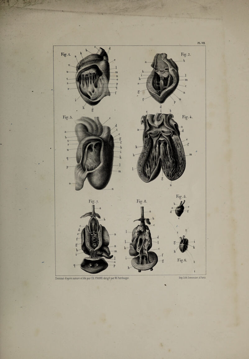 pj,.vn. 2. Dessiné d'après nature ttlitt.par CH. FRATffi.dirigé par M.Parchappe tepXith.Iemercier, â Paris Fig’. 6. 2 1 Fig1.3. Fig>. 4. b JJ d t3Ë r Fi»'. 8. Fis
