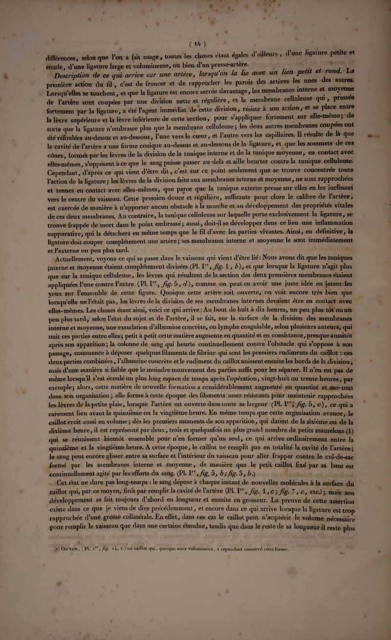 différences, selon que l’on a fait usage, tonies les choses étant égales d’ailleurs , d’une ligature petite et ronde, d’une ligature large et volumineuse, ou bien d’un presse-artère. Description de ce qui arrive sur une artère, lorsqu on la lie avec un lien petit et rond. La première action du fil, c’est de froncer et de rapprocher les parois des artères les unes des autres. Lorsqu’elles se touchent, et que la ligature est encore serrée davantage, les membranes interne et moyenne de l’artère sont coupées par une division nette et régulière, et la membrane celluleuse qui, press e fortement par la ligature, a été l’agent immédiat de cette division, résiste à son action, et se place entre la lèvre supérieure et la lèvre inférieure de cette section, pour s’appliquer fortement sur elle-meme; de sorte que la ligature n’embrasse plus que la membrane celluleuse ; les deux autres membranes coupees ont été refoulées au-dessus et au-dessous, l’une vers le cœur, et l’autre vers les capillaires. Il résulte de la que la cavité de l’arière a une forme conique au-dessus et au-dessous de la ligature, et que les sommets de ces cônes, formés par les lèvres de la division de la tunique interne et de la tunique moyenne, en contact avec elles-mêmes, s’opposent à ce que le sang puisse passer au-delà et aille heurter contre la tunique celluleuse. Cependant, d’après ce qui vient d’être dit, c’est sur ce point seulement que se trouve concentrée toute l’action de la ligature ; les lèvres de la division faite aux membranes interne et moyenne, ne sont rapprochées et tenues en contact avec elles-mêmes, que parce que la tunique externe presse sur elles en les inclinant vers le centre du vaisseau. Cette pression douce et régulière, suffisante pour clore le calibre de l’artère, est exercée de manière à n’apporter aucun obstacle à la marche et au développement des propriétés vitales de ces deux membranes. Au contraire, la tunique celluleuse sur laquelle porte exclusivement la ligature, se trouve frappée de mort dans le point embrassé; aussi, doit-il se développer dans ce lieu une inflammation suppurative, qui la détachera en même temps que le fil d’avec les parties vivantes. Ainsi, en définitive, la ligature doit couper complètement une artère ; ses membranes interne et moyenne le sont immédiatement et l’externe un peu plus tard. Actuellement, voyons ce qui se passe dans le vaisseau qui vient d’être lié: Nous avons dit que les tuniques interne et moyenne étaient complètement divisées (PI. Ire, fig- lj b), et que lorsque la ligature n’agit plus que sur la tunique celluleuse, les lèvres qui résultent de la section des deux premières membranes étaient appliquées l’une contre l’autre (PI. Ire, fig. 5, d), comme on peut en avoir une juste idée en jetant les yeux sur l’ensemble de cette figure. Quoique cette artère soit ouverte, on voit encore très bien que lorsqu’elle ne l’était pas, les lèvres de la division de ses membranes internes devaient être en contact avec elles-mêmes. Les choses étant ainsi, voici ce qui arrive : Au bout de huit à dix heures, un peu plus tôt ou un peu plus tard, selon l’état du sujet et de l’artère, il se fait, sur la surface de la division des membranes interne et moyenne, une exsudation d’albumine concrète, ou lymphe coagulable, selon plusieurs auteurs, qui unit ces parties entre elles ; petit à petit cette matière augmente en quantité et en consistance, presque aussitôt après son apparition; la colonne de sang qui heurte continuellement contre l’obstacle qui s’oppose à son passage j commence à déposer quelques filaments de fibrine qui sont les premiers rudiments du caillot : ces deux parties combinées, l’albumine concrète et le rudiment du caillot unissent ensuite les bords de la division, mais d’une manière si faible que le moindre mouvement des parties suffit pour les séparer. Il n’en est pas de même lorsqu’il s’est écoulé un plus long espace de temps après l’opération, vingt-huit ou trente heures, par exemple; alors, cette matière de nouvelle formation a considérablement augmenté en quantité et sur-tout dans son organisation ; elle forme à cette époque des filaments assez résistants pour maintenir rapprochées les lèvres de la petite plaie, lorsque l’artère est ouverte dans toute sa largeur (PI. Ve, fig. 5, c), ce qui a rarement lieu avant la quinzième ou la vingtième heure. En même temps que cette organisation avance, le caillot croit aussi en volume ; dès les premiers moments de son apparition, qui datent de la sixième ou de la dixième heure, il est représenté par deux, trois et quelquefois un plus grand nombre de petits mamelons (1) qui se réunissent bientôt ensemble pour n’en former qu’un seul, ce qui arrive ordinairement entre la quinzième et la vingtième heure. A cette époque, le caillot ne remplit pas en totalité la cavité de l’artère; le sang peut encore glisser entre sa surface et l’intérieur du vaisseau pour aller frapper contre le cul-de-sac formé par les membranes interne et moyenne, de manière que le petit caillot fixé par sa base est continuellement agité par les efforts du sang. (PI. Ve9 fig, 5, b; fig. 3, b.) Cet étal ne dure pas long-temps : le sang dépose à chaque instant de nouvelles molécules à la surface du caillot qui, par ce moyen, finit par remplir la cavité de l’artère (PL Ire, fig. 1 ,c; fig. 7, c, etc.) ; mais son développement se fait toujours d’abord en longueur et ensuite en grosseur. La preuve de cette assertion existe dans ce que je viens de dire précédemment, et encore dans ce qui arrive lorsque la ligature est trop rapprochée d’une grosse collatérale. En effet, dans ces cas le caillot peut n’acquérir le volume nécessaire pour remplir le vaisseau que dans une certaine étendue, tandis que dans le reste de sa longueur il reste plus (i) On voit, (PI. ir% /%• O 1111 caillot qui, quoique assez volumineux, a cependant conservé cette forme.