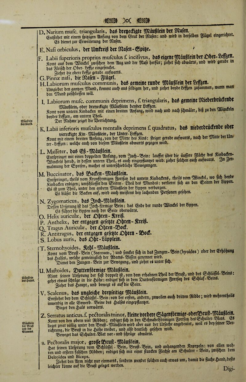 sjRäufHeirt SJiäußUiit it* #al|e«. SJliufiletn t>cr ®ru(t unt t>e< etftJtim«. D. Nariummufc. triangularis, {»flö&tepcdigte 5Kfltt^eiHbet9lafen. entfielet mit einem fpitjigen Anfang »on Sem ©tat Set 9iafen: unS rcirb in Setfelben glugel eingenajter. bienet jur Erweiterung ber ÜZafen. E. Nafi orbiculus, fcet Uttifcciß het DZafen - ®pi|jc* * F Labii fuperioris proprius mufculus f. incifivus, &a$ CtgCltC 95ZdUgldtt fctf £)het- ScffjCtt* 5tomt au« bem SBtndel jwifchen bem 3lug unbber IKafeherfür; s'iepet ftd? abwdrt«,unb »ttb flevabe m ba« gleifd? ber Ober- Seffje eingefendet. - . , gieret bie obere Scfie gerabe aufwart«. G. Pinnae nali, bic Sftflfelt •* §lÜ(JCl. H. Labiorum mufculus communis, gemeine wnbe Sttduglein feer ßeffjett. Uwgiebet ben ganzen 9ttunb, lommt auch au« felbigen l)er, unb sieget bepbe 2effsen sufammen f wann matt ben 9Jhmb sughliejfen will. I Labiorum mufc. communis deprimens, f. tri angularis, btö gemeine QZte&CtbtÜtf eilbC Rugiern, ober breneefigte Rugiern benber gefften. >r Mt. cmmätin £omt oom untern ^inbaden mit einen breiten Anfangr wirb nad? unb nach fd?malcr, big ju ben «jumemn bepber heften, am untern ^beiL ... £er #tal?me seiget bie Verrichtung, K. Labii inferioris mufculus mentalis deprimens f. quadratus* bfl$ Hie&etbtUCfettbe O&et weredtgte $in * Snäuglem, ber Unter- geffoen. ; , t . ' . .. tll/ 5tomt mit einem breiten Anfang, non ber glitte be« $tn«: fletget gerabe aufwart«, nad? ber vJtitte berun^ ter - geffsen: welche auch oon biefem $?dufjlein abwart« gesogen wirb* L. Maffeter, bflgSß-3K4ußIciIt. ■ «.4. *. gntfptinget mit einen fcoppeiten 3infang, D»m 3od) - 35ein t laufet «bet Sie «uffrte glatbe SeS Äinbatfen- ^öincfel« herab, in beflen untern $l?eil, e« aud? eingepflanpet wirb; sieget folgen auch aufwart«, jn malmung ber ©peifen, machet e« unterghieblid?e Bewegungen. M. Buccinator, ba^ 95acfcn-3>lduglfim Entfpringet, theil« oom tfronfqrmigen gortfap be« untern. ÄinBadttt«, theii« oom SBmdel, wo^ftch bepbe $inoaden enbigen; umfchlieffet ben (Seiten- £1)eil be« $)?unbe«; verlieret ftch an ben ©eiten ber Sippen. - E« ift sum Speil i unter ben anbern Häuflein ber Sippen netborgen. (£« bldfet bie Baden auf, wirb auch »neigen« bei? lachenben 9>erfonen gefehen. . - N. ZyRomaticus, ba6 3od)-Wdl!^eilt. . ß, ^DeFen Urfprung ig ba« 3och-f6rmige Bein: ba« (Snbe ber runbe SBindel ber Sippen. '' (5« führet bie Sippen nad? ber ©eite oberwdrt«. o. Helix auricük, bet £>&tett- Steig. p. Anthelix, ber entgegen gefegte Obm* Steig. Q^Tragus Auricuhe, bet Obteil-95ocf. r. Antitragus, bet entgegen gefegte £>bten - SDoß S. Lobus auris, bö^ £>b*>2dppicim T. Sternohyoides, Sebi^^Jrdltglein# ^ t . , rewu**» ^omt rom Brug- Bein (Sternum,) unb fendet gd? in ba« 3ungen-Bein(hyoides) ober ber Erhöhung be« vöalfe«, welche gemeiniglich ber 9lbam«-Bigen genennet wirb. ^Dienet ben jungen - Bein Sur Bewegung, unb stehet e« unter ftch. U. Maftoides, ©uttenfdtmige Wdugleim 11# t M A . * _ „f.-T * iTtimt feinen Urfprung ber fag hoppeltig,oon bem erhabnen?h«l betBtug, unb be« ginget-Bem«. 1 9ehet etwa« fchrdge in bie |)6he; enbigetfid) in bem £)uttenformigen gortfap be« Schlaf-Bern«, gieret ba« unb bewegt e« auf bie ©eite. V. Scalenus, ba6ungleiche bte^feitige Wduglein. Entgehet bep bem ©chlüffel-Beinioon ber ergeh, anbern, juweilen auch bntten iXibbe, wirb mehrenden« inwenbig in alle ®ewerb- Beine be« ^)alfe« eingepgantjet. Bieget ben ^?al« oorwart«. Z. Serratus anticus.f. pedoralisminor, iicittebotbeteßdgenfotmige-obetSrug’-Wduglein. £omt non ben obern rier Hibben; enbiget geh in ben ©djnabelformigen gortfa« be«®Jfr6 lieget swat »ollig unter ben Brug-Häuflein wirb aber au« ber Urfache angebeutet, weil e« bei? feiner vöer/ rid?tungr bie Brug in bie 4?6he treibet, unb alfo beutlich gefehen wirb. Beweget ba« ©chulter-Blat oer^unb fchrdge abwdrt«. a. Peftoralis major, gtogc95tUft-9KdUglein. < bat feinen Urfprung oom ©chlüffel - Bein, Brug-Bein, unb anbangenben Knorpeln: »on aUen wap* ten unb ergern falfd?en Hibben; enbiget ftch mit einer garden glechfe am ©chulter - Bern, swtghen iem Deltgiehc8t ben 5lrm nicht nur einwart«, fonbern wenbet folchen auch «twa« flache ^anb,bego leichter lonne auf bie Brufl geleget werben. n