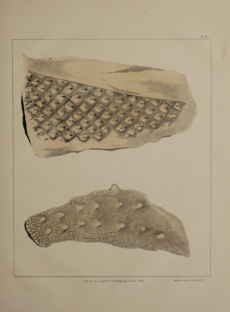 J(ad.eLe.yf Lit/> 3 YieZltnyholl S&