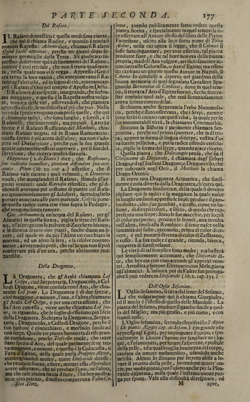 Del Rafano. IL Rafano domefticoè quella medefima pianta, che qui lì chiama Radice, e quando è tonda fi nomina Rapeda : Atbeneodìce, chiamarfiRafano Ouòd facile appareat, perche tre giorni dopo fé- minato germoglia dalla Terra. S’è giudicato fu- perfluo defcri vere qui i delineamenti del Rafano, mentre è così triviale, che non fi trova quali men- fa , nella quale non vi fi vegga. Apprettò i Greci era tanto la loro vanità, che anteponevano il Ra¬ fano aglaitri cibi, ed in fegnodi ciò, tenevanoap- pefi i Rafani d’Oro nel tempio d’Apollo in Delfo. 1Ì Rafano è di tre fpezie, uno grande, che lì chia¬ ma maggiore, e quella è la Rapefta nodra volga¬ re, inimica delle viti, offervandofì, che piantata appreso di effe, fe ne difcolla al pi ù che può. Nella feconda ipezievengono comprefe quelle, che qui fi chiamano radici, che fono lunghe, e lottili, e li Rafanelli, che fono tondi, mapiccioii. Laterza ipezie è il Rafano Rudicano del Mattbioli, chia¬ mato Rafano negro, ed in Roma Ramoraccio: quella fpezie è più acuta dell’altre; ma non s’ado¬ pera nel Diafaririone, perche con ia fua grande acuzie operarebbe effetti contrarii, p^er il fine del¬ l’erezione, che ricerca qualità ffatuofa. Hippocrate ( z. de Ditta) dice , che Rapbanus, fine radicala b urne Hat, pituitam diffondevi \ua acri¬ monia . Plinio (lib. 20. cap 4.) afferifce , che il Rafano vale contro i mali velenoiì, e Democrito vuole, che mangiandofi il Rafano, dimoia gl’ap- periti venerei: onde Ravvi/io riferifce, che gl’À- theniefi avevano per codume di punire col Rafa¬ no ignominiofamente gl’Adulteri, facendoglielo portare attaccato alle parti pudende. Ceffo fe pone¬ te queda radice corta con vino fopra le Podagre, che vengono fenza tumore. Gio: Arthmamo fa un’acqua del Rafano, per gl’ Adriatici in queda forma, piglia le fette del Rafa¬ no , e l’afpergecon la polvere di Zucchero bianco, e le dimena dentro due piatti, finche diano un li¬ core , del quale ne da per l’Afma un cucchiaro la mattina, ed un altro la fera, e la rifolve potente- mente , avvertendo però, che tal’acqua non fi può confervare più d’un ora, perche altrimente puz- zarebbe. I v v Della Dragante a , LA Dragontea, che gl’Arabi chiamano Luf Crifpo, cioè Serpentaria, Draguncolo, e Col¬ lo di Dragone, viene confufa con l’Aro, che chia¬ mano Luf piano. La Dragontea è di due fpezie, cioè maggiore, e minore, l’una, e l’altra chiamano gl’Arabi Luf Crifpo, e per una certa affinità, che ha l’Aro con effa , viene anche chiamato Luf pia¬ vo, in riguardo, che le foglie di effo fono più lifcie della Dragontea. Si chiama la Dragontea, Serpen¬ taria , Draguncolo, e Collo di Dragone, perche il fuo badone è pinticchiato, e morbido limile ad una ferpe. Quede tre piante hanno tra di edè gran¬ de confulione, perche Teofrafìo vuole, che tutte fiano fpezie d’Aro, del quale parimente le ne tro¬ va maggiore, e minore, e quedo è la Colocadìa, o Fava d’Egitto, della quale parla Profpero Alpino, maravigliandoli molto , come Diofcorìde dicede, che produce frutto, e fiore; mentre effo Alpino dice avere offervato, che nè produce l’uno, nèl’altro; ma che tale pianta faccia il fiore, l’ha ben modra- to in atto pratico, il nodro compatriota Fabio Co- Tea t.Donz, torna, avendo pudicamente fatto vedere queda pianta fiorita, e fpecialmenre in quel tempo la fe¬ ce offervare all’Autore ideilo del libro delle Piante Farnefiane, ufeito alla luce forto nome di Tobia Aldino, nella cui opera li legge, che il Colonna li fuffe fatto ingannare, per aver aderito, tal pianta produrre fiore, e che tal fiore non era della pianta propria ; ma dell’Aro volgare, artifidofamente ac¬ conciato alla Colocadìa, o Aro d’Egitto; ma effen- do capitato un giorno quedo Autore in Napoli, il Colonna lo conduiTe a diporto nel giardino della buona memoria di quel fegnalato Cavaliere Spa¬ glinolo Bernardino di Cordova , dove in quel tem¬ po , fi trovava l’Aro d’Egitto fiorito, ficche fece re¬ dar confufo quel tale, che così licenziofamente aveva fcritto contro di lui. Si chiama anche Serpentaria l’erba Nummula- ria, perche è dato offervato, che i Serpi, mentre fono feriti li curano con qued’erba, la quale per le Eie innumerabiìi virtù, la chiamano Centimorbia. Siccome la Bidorta è parimente chiamata Ser¬ pentina , perche nel primo fpunrare, che fa di ter¬ ra, appare in forma di lingua di ferpe, vedita du¬ na lottile pellicina, e poi la radice offendo crefciu- ta, piglia ia forma del ferpe, quando giace ritorto. Quella pianra, che Dalecampio penfa, che fia il Cbrijoccome di Diofcorìde, è chiamata dagl’Erbarj Drago,e dagl’italiani Dragone,e Dragoncello,che per coltivarli negl’Orti, il Mattbioli la chiama Drago Ortenfe. Si trova una Dragontea Acquatica, che ùmil¬ mente è cola diverfa dalla Dragontea,ch’entra qui. La Dragontea finalmente, delia quale lì devono pigliare qui le radici è la maggiore la quale nafee in luoghi ombrali appreffo le fiepi: produce il gam¬ bo diritto , alto due gumbiti, e grotto, come un ba¬ done, di divertì colori, elifeio, di modocherap- prefenta una ferpe : Sono le fue macchie, per lo più di color purpureo; produce le frondi, una involta nelFaltra, limili alla Rombice: il feme nafee nella lommità del ludo, racemofo, prima di color di ce¬ nere, e nel mutarli diventa di color di Zaffarano, eroffo. La fua radice è grande, ritonda, bianca, ricoperta di fottil velame. Le virtù di tal femplice fono molte; ma baderà qui femplicemente accennare, che Diofcoride di¬ ce, che bevuta con vino accende gl’appetiti vene¬ rei . Arrodita,efattoneEletruariocon MeIe,giova agl’afmatici. L’infinità poi dell’altre fue preroga¬ tive fi può vedere in Diofcorìde ( Uh. z. cap. 255.) Dell'Oglìo Sefamino. L’Oglio Sefamino, lì cava dal feme del Sefamo, che volgarmente qui lì chiama Giurgiolea, ed il modo è T/deiTo di quello delle Mandole . La pianta del Sdamo, produce il gambo limile a quel¬ lo del Miglio ; mapiùgroffo, e più corto, econ frondi rode. L’Oglio fefamino, fecondo che riferifce l'Alpino ( De pianti s JEgypu cap. de Sef am.) è in grande ufo approdò agl’Egizj, per impinguare il corpo, e fpe¬ cialmente le Donne i’hanno per familiare ne i ba¬ gni , e l'ulano tutti, per levare l’afprezze, e pudole della pelle, ed a quallìvoglia bruttezza del corpo, cardata da umore melancoiico, dandolo anche ne’cibi. Alcuni lo dimano per fecreto abile a le¬ vare il prurito della pelle, bevendone qua «fon¬ de, per molti giorni,così l’ufano anche per la Pleu- ritide dil’perata, nella quale l'infermonientepur- ga per fputo. Vale alla difficoltà direfpirare, ed M apre.