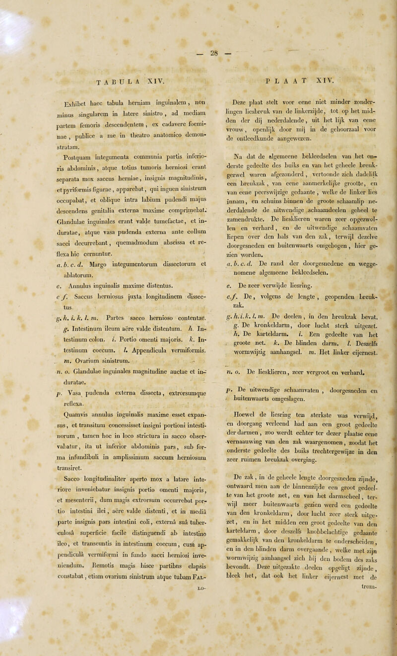 TABULA XIV. P L A A T XIV. Exliibet liacc tabula herniam inguinalem, non minus singularem in latere sinistro , ad mediam partem feinoris descendentem , ex cadavere foemi- nae , publice a me in theatro anatomico demon- stratum. Postquam integumenta communia partis inferio- ris abdominis, atque totius tumoris berniosi erant separata mox saccus herniae, insignis magnitudinis, etpyriformis figurae , apparebat, qui inguen sinistrum occupabat, et oblique intra labium pudendi majus descendens genitalia externa maxime comprimebat. Glandulae inguinales erant valde tumefactae, et in- duratae, atque yasa pudenda externa ante collum sacci decurrebant, quemadmodum abscissa et re- flexa bic cernuntur. a.b.c. d. Margo integumentorum dissectorum et ablatorum. e. Annulus inguinalis maxime distentus. e f, Saccus berniosus juxta longitudinem dissec- tus. , h. i. k. 1. m. Partes sacco liernioso contentaC. g. Intestinum ileum aere valde distentum. h In- testinum colon, i. Portio omenti majoris. k. In¬ testinum coecum. I, Appendicula vermiformis. m. Ovarium sinistrum. n. o. Glandulae inguinales magnitudine auctae et in- duratae. p. Vasa pudenda externa dissecta, extrorsumque reflexa, Quamvis annulus inguinalis maxime esset expan- sus, el transitum concessisset insigni portioni intesti- norum , tamen hoc in loco strictura in sacco obser- vabatur, ita ut inferior abdominis pars, sub for¬ ma infundibuli in amplissimum saccum herniosum transiret. Sacco longitudinaliter aperto mox a latare inte- riore inveniebatur insignis portio omenti majoris, et mesenterii, dum magis extrorsum occurrebat por¬ tio intestini ilei, acre valde distenti, et in media parte insignis pars intestini coli, externa sua tuber¬ culosa superficie facile clistinguendi ab intestino ileo, et transeuntis in intestinum coecum, cum ap¬ pendicula vermiformi in fundo sacci berniosi inve¬ niendum. Remotis magis hisce partibns elapsis constabat, etiam ovarium sinistrum atque tubamFAL- LO- Deze plaat stelt voor eene niet minder zonder- lingen liesbreuk van de linkerzijde, tot op bet mid¬ den der dij nederdalende, uit bet lijk van eene vrouw, openlijk door mij in de gehoorzaal voor de ontleedkunde aangewezen. Na dat de algemcene bekleedselen van bet on- derste gedeelle des buiks en van bet geheele breuk- gezwel waren afgezonderd, vertoonde zicb dadclilk een breukzak , van eene aanmerkelijke grootte, cn van eene peerswijzige geclaante , welke de linker lies innain, en scbuins binnen de groote scbaamlip ne¬ derdalende de uitwendige , scbaamdeelen gebeel le zamendrukte. De liesklieren waren zeer opgezwol- len en verhard, en de uitwendige scbaamvalen licpen over den lials van den zak, terwijl dezelve doorgesneden en buitenwaarts omgebogen, bier ge- zien worden. a. b. c. d. De rand der doorgesnedene en wegge- nomene algemeene bekleedselen. e. De zeer verwijde liesring. e.y. De, volgens de lengte , geopenden breuk¬ zak. / g. h. i. k. 1. m. De deelen , in den breukzak bevat. g. De kronkeldarm, door lucht sterk uitgezet. h. De karteldarm. i. Een gedeelte van bet groote net. k. De blinden darm. 1. Deszelfs wormwijzig aanhangsel. m. Iiet linker eijernest. n. o. De liesklieren, zeer vergroot en verbard. p. De uitwendige scbaamvalen , doorgesneden en i buitenwaarts omgeslagen. Iloewel de liesring ten sterkste was verwijd, en doorgang verleend bad aan een groot gedeelte der darmen , zoo werdt ecbter ter dezer plaatse eene vernaauwing van den zak waargenomen, zoodat bet onderste gedeelte des buiks trechtergewijze in den zeer ruimen breukzak overging. De zak, in de geheele lengte doorgesneden zijnde, ontwaard men aan de binnenzijde een groot gedeel¬ te van het groote net, en van bet darmscheel, ter¬ wijl meer buitenwaarts gezien werd een gedeelte van den kronkeldarm, door lucht zeer sterk uitge¬ zet , en in bet midden een groot gedeelte van den karteldarm , door deszelfs knobbelachtige gedaante gemakkelijk van den kronkeldarm te onderscheiden , en in den blinden darm overgaande , welke met zijn wormwijzig aanhangsel zicb hij den bodem des zaks bevondt. Deze uitgezakte deelen opgeligt zijnde, bleek bet, dat ook bet linker eijernest met de trom-
