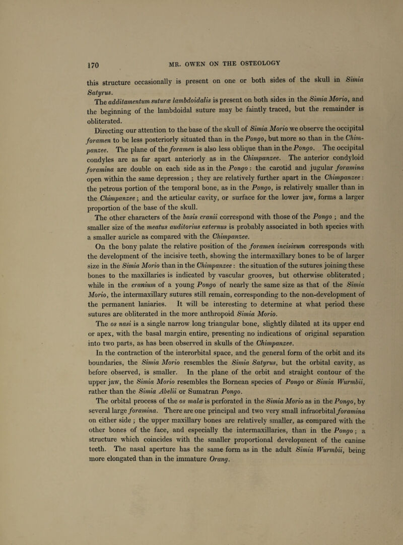 this structure occasionally is present on one or both sides of the skull in Simia Satyrus. The additamentumsuturcB lambdoidalis is present on both sides in the Simia Morio, and the beginning of the lambdoidal suture may be faintly traced, but the remainder is obliterated. Directing our attention to the base of the skull of Simia Morio we observe the occipital foramen to be less posteriorly situated than in the Pongo, but more so than in the Chim¬ panzee. The plane of the foramen is also less oblique than in the Pongo. The occipital condyles are as far apart anteriorly as in the Chimpanzee. The anterior condyloid foramina are double on each side as in the Pongo : the carotid and jugular foramina open within the same depression ; they are relatively further apart in the Chimpanzee : the petrous portion of the temporal bone, as in the Pongo, is relatively smaller than in the Chimpanzee; and the articular cavity, or surface for the lower jaw, forms a larger proportion of the base of the skull. The other characters of the basis cranii correspond with those of the Pongo ; and the smaller size of the meatus auditorius externus is probably associated in both species with a smaller auricle as compared with the Chimpanzee. On the bony palate the relative position of the foramen incisivum corresponds with the development of the incisive teeth, showing the intermaxillary bones to be of larger size in the Simia Morio than in the Chimpanzee: the situation of the sutures joining these bones to the maxillaries is indicated by vascular grooves, but otherwise obliterated; while in the cranium of a young Pongo of nearly the same size as that of the Simia Morio, the intermaxillary sutures still remain, corresponding to the non-development of the permanent laniaries. It will be interesting to determine at what period these sutures are obliterated in the more anthropoid Simia Morio. The os nasi is a single narrow long triangular bone, slightly dilated at its upper end or apex, with the basal margin entire, presenting no indications of original separation into two parts, as has been observed in skulls of the Chimpanzee. In the contraction of the interorbital space, and the general form of the orbit and its boundaries, the Simia Morio resembles the Simia Satyrus, but the orbital cavity, as before observed, is smaller. In the plane of the orbit and straight contour of the upper jaw, the Simia Morio resembles the Bornean species of Pongo or Simia Wurmbii, rather than the Simia Abelii or Sumatran Pongo. The orbital process of the os mala is perforated in the Simia Morio as in the Pongo, by several large foramina. There are one principal and two very small infraorbital/oramina on either side ; the upper maxillary bones are relatively smaller, as compared with the other bones of the face, and especially the intermaxillaries, than in the Pongo ; a structure which coincides with the smaller proportional development of the canine teeth. The nasal aperture has the same form as in the adult Simia Wurmbii, being more elongated than in the immature Orang.